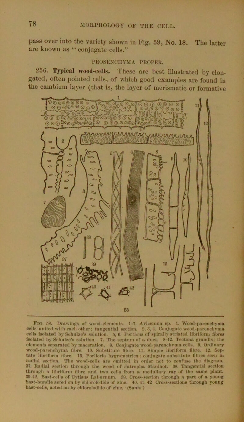 pass over into the variety shown in Fig. 59, No. 18. The latter are known as “ conjugate cells.” PROS ENCHYM A PROPER. 25G. Typical wood-cells. These are best illustrated by elon- gated, often pointed cells, of which good examples are found in the cambium layer (that is, the layer of merismatic or formative 58 Fto 58. Drawings of wood-elements. 1-7. Avlceunia sp. 1. Wood-parencliyma cells united with each other; tangential section. 2,3,4. Conjngate wood-parenchyma cells isolated by Schulze's solution. 5, 6. Portions of spirally striated libiifomi fibres isolated by Schulze’s solution. 7. The septum of a duct. 8-12. Tectona grandis; the elements separated by maceration. 8. Conjugate wood-parenchyma cells. 9. Ordinary wood-parenchyma fibre 10. Substitute fibre 11. Simple librlform fibre. 12. Sep- tate libriform fibre. 15. Porllerla hygrometrica; conjugate substitute fibres seen in radial section. The wood-cells are omitted in order not to confuse the diagram. 37. Radial section through the wood of .Tutropha Manlliot. 38. Tangential section through a libriform fibre and two cells from a medullary ray of the same plant. 39-42. Bast-cells of Cytisus Laburnum. 39. Cross-section through a part of a young bast-bundle acted on by cldorolodlde of zinc. 40. 41. 42 Cross-sections through young bast-cells, acted on by chloroiodide of zinc. (Sanio.)