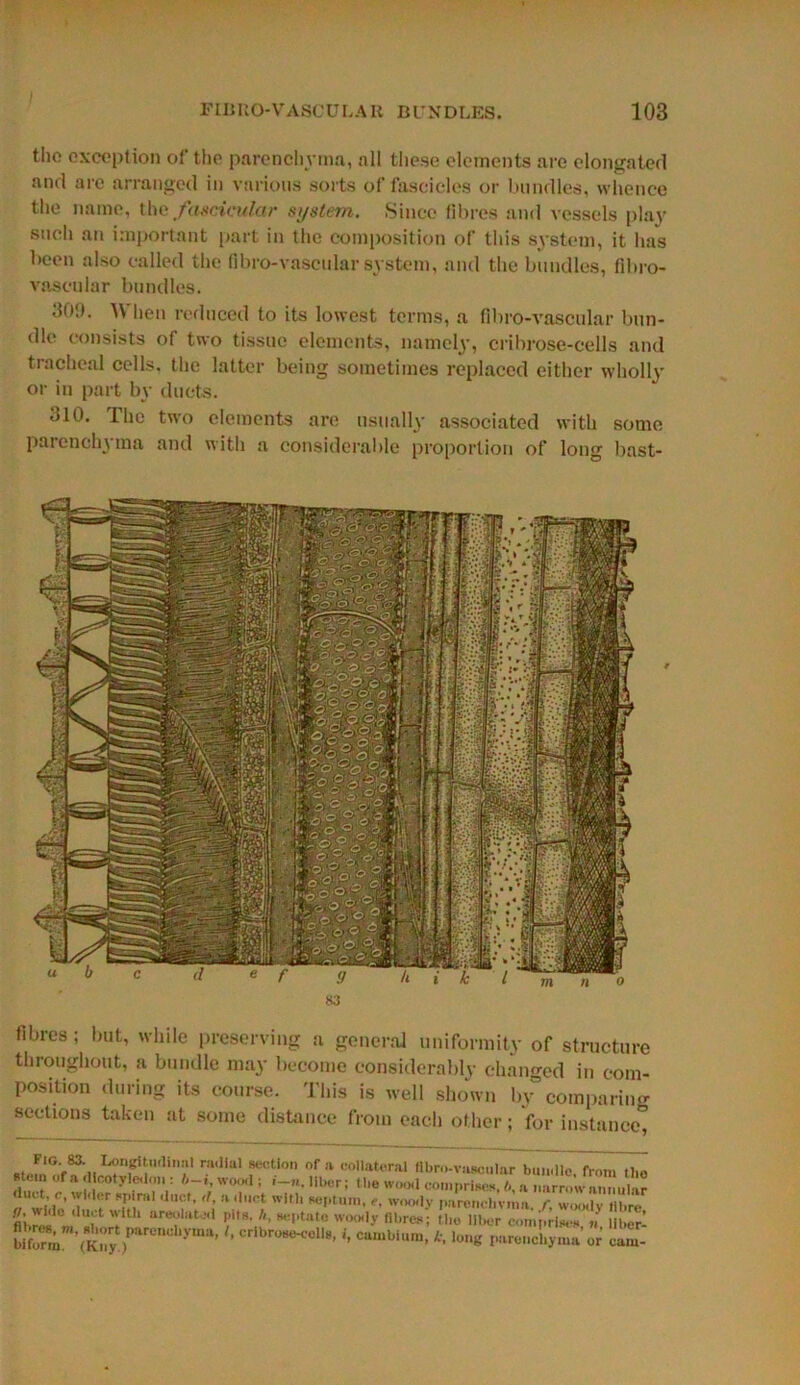 the exception of the parenchyma, all these elements are elongated and are arranged in various sorts of fascicles or bundles, whence the name, the fascicular system. Since fibres and vessels play such an important part in the composition of this system, it has been also called the fibro-vascular system, and the bundles, fibro- vaseular bundles. 301). A\ hen reduced to its lowest terms, a fibro-vascular bun- dle consists of two tissue elements, namely, cribrose-cells and tracheal cells, the latter being sometimes replaced either wholly or in part by ducts. 310. The two elements are usually associated with some parenchyma and with a considerable proportion of long bast- fibres; but, while preserving a general uniformity of structure throughout, a bundle may become considerably changed in com- position during its course. This is well shown by° comparing sections taken at some distance from each other; for instance, ra,llaI a®0*1™ of* collateral fibro-vascular bundle. from tl,o stun of.. 1 cotyledon: wood ; i-n. liber; (lie wood comprises, b, a narrow annular dutt r, wider spiral duct, rf, a duct with septum, e, woody parenchyma f. woodv fibre fliwes Uit'tUU areVli‘tJ'1 PitB-septate woody fibres; the lll-er comprises ,i Ul.or- biS (Kny r yUla’ ’ C r08MUl18’ ’’ CUI“bh,m- *• lonS parenchyma or’ cam-