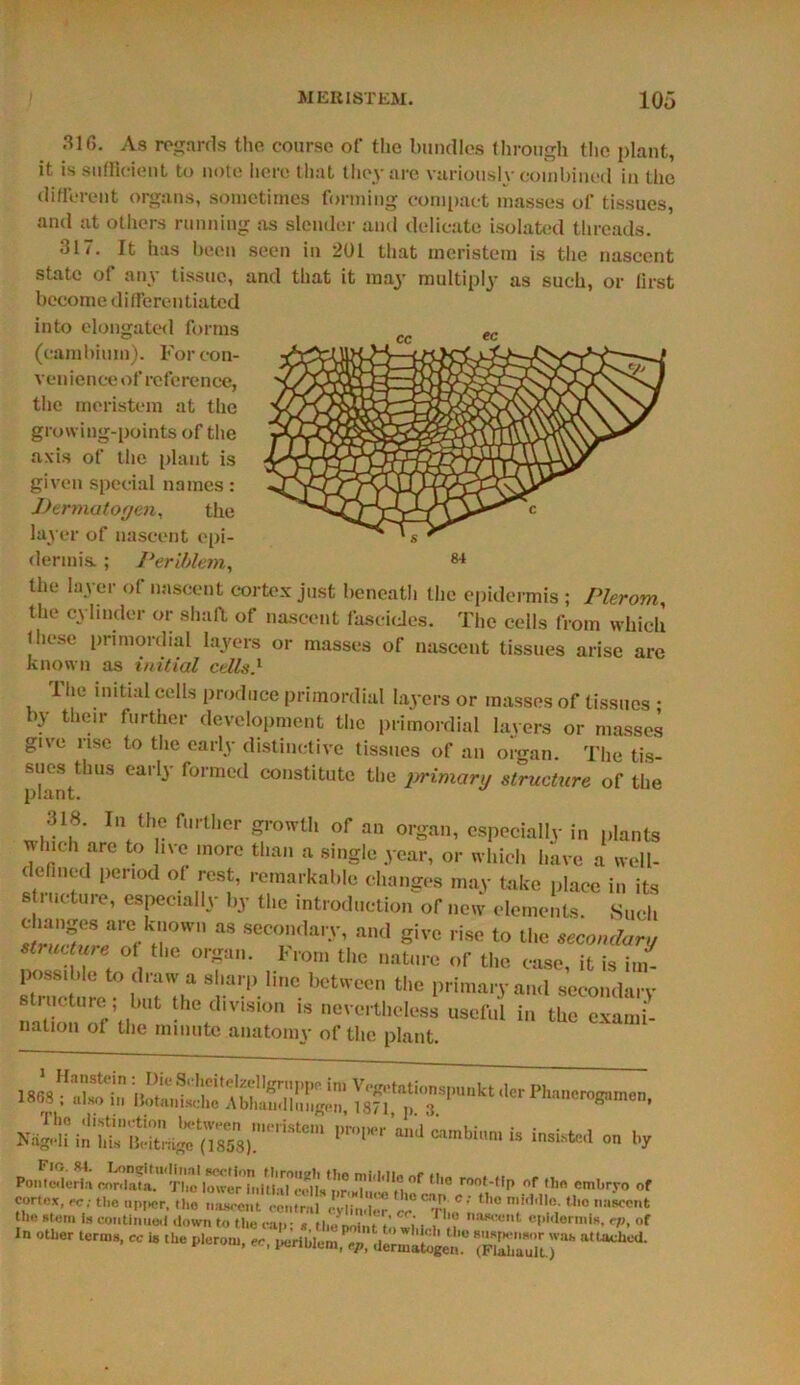 316. As regards the course of the bundles through the plant, it is sufficient to note here that they are variously combined in the different organs, sometimes forming 'compact masses of tissues, and at others running as slender and delicate isolated threads. 31/. It has been seen in 201 that mcristem is the nascent state of any tissue, and that it may multiply as such, or first become differentiated into elongated forms (cambium). For con- venience of reference, the mcristem at the growing-points of the axis of the plant is given special names: Dermatogen, the layer of nascent epi- dermis. ; Periblem, the layer of nascent cortex just beneath the epidermis ; Plerom the cylinder or shaft of nascent fascicles. The cells from which these primordial layers or masses of nascent tissues arise are known as initial cells} The initial cells produce primordial layers or masses of tissues ; by their further development the primordial layers or masses give rise to the early distinctive tissues of an organ. The tis- sues thus early formed constitute the primary structure of the 318. In the further growth of an organ, especially in plants Minch are to live more than a single year, or which have a well- defined period of rest, remarkable changes may take place in its structure, especially by the introduction of new elements. Such changes are known as secondary, and give rise to the secondary structure of the organ. From the nature of the case, it is im- s^ructureU.TtH 8m?.Une.^ee the primary and secondary stiucture but the division ,s nevertheless useful in the exami- nation of the minute anatomy of the plant. TP“”ktp'“'ro*nicn’ ”pi«. ~ “ Sli Si 1° >* »«™tont the stem Is continued down to the ran - < n,.'„ ■ ‘ r 10 na*ccnt epidermis, ep, of In other terms, cc 18 the pleromL^riblJn ^ ^ °'e attached. v om, ec, I«.nuiem, ep, dermatogen. (Plahault.)