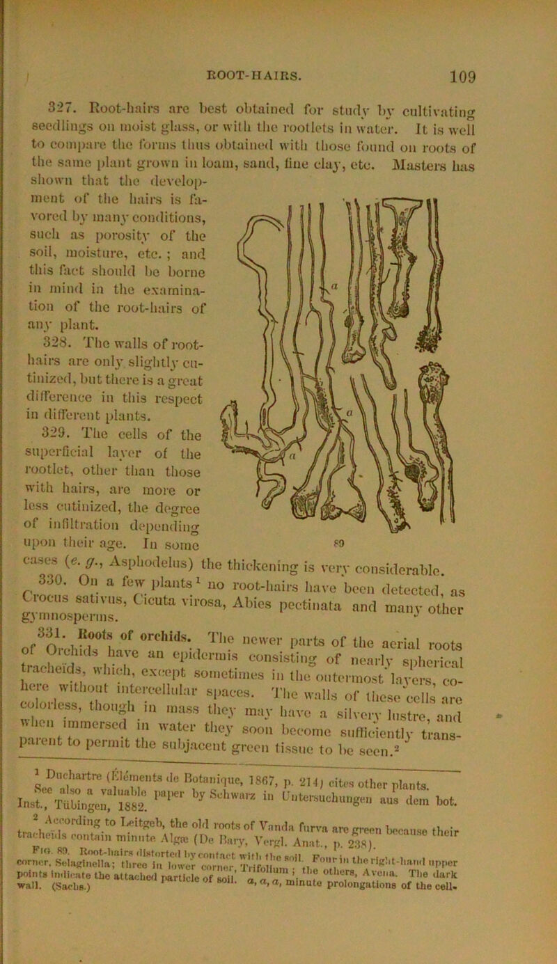 327. Root-hairs are best obtained for study by cultivating seedlings on moist glass, or with the rootlets in water. It is well to compare the forms thus obtained with those found on roots of the same plant grown in loam, sand, tine clay, etc. Masters has shown that the develop- ment of the hairs is fa- vored by many conditions, such as porosity of the soil, moisture, etc.; and this fact should be borne in mind in the examina- tion of tiie root-hairs of any plant. 328. The walls of root- hairs are only slightly cu- tinized, but there is a great difference in this respect in different plants. 329. The cells of the superficial layer of the rootlet, other than those with hairs, are more or less outinized, the degree of infiltration depending upon their age. In some casra (e. g., Asphodelns) the thickening is very considerable 330. On a few plants' no root-1,airs have been detected, as s3sp“™S’' Vi,0Sa’ Abi'8 PeCti,‘al“ and many other „r3?v,Ert? of oreWd>-. The newer parts of the aerial roots of Oichids have an epidermis consisting of nearly snhei-ienl tracheids, which, except sometime, in Urn 'fla here without mtereellnlar spaces. The walls of these cells arc colorless, though in mass they may have a silvery lustre, and Ii.n nmnersed in water they soon become sufficiently trails- paient to permit the subjacent green tissue to be seen.2 1 DlK;hartre (Moments ,le Botanique, 1867, p. 214, cites other plants inst, TuL;e::h;s imi*r by£kw in *»*™*>™*» •«. dem hot. 2 According t° Tautgeb, the old roots of Vanda fnrvn arc green because their traclieuls contain minute Algro (De Bary, Vergl. Anat, p 288) Fio 8!). Root-haira distorted bvcontort witi, ti,„ .„n ,, '. . ' comer. Selaglnella; three in bnver corner Tiifollom tl F°,ilherlK!,t-,l»<l PPCr points Indicate the attached particle of soil’ a a n ull!'? 0t ‘'TR‘ Avu,ia- Tlie wall. (Sachs.) 1 80,‘* a> ®, minute prolongations of the cell-