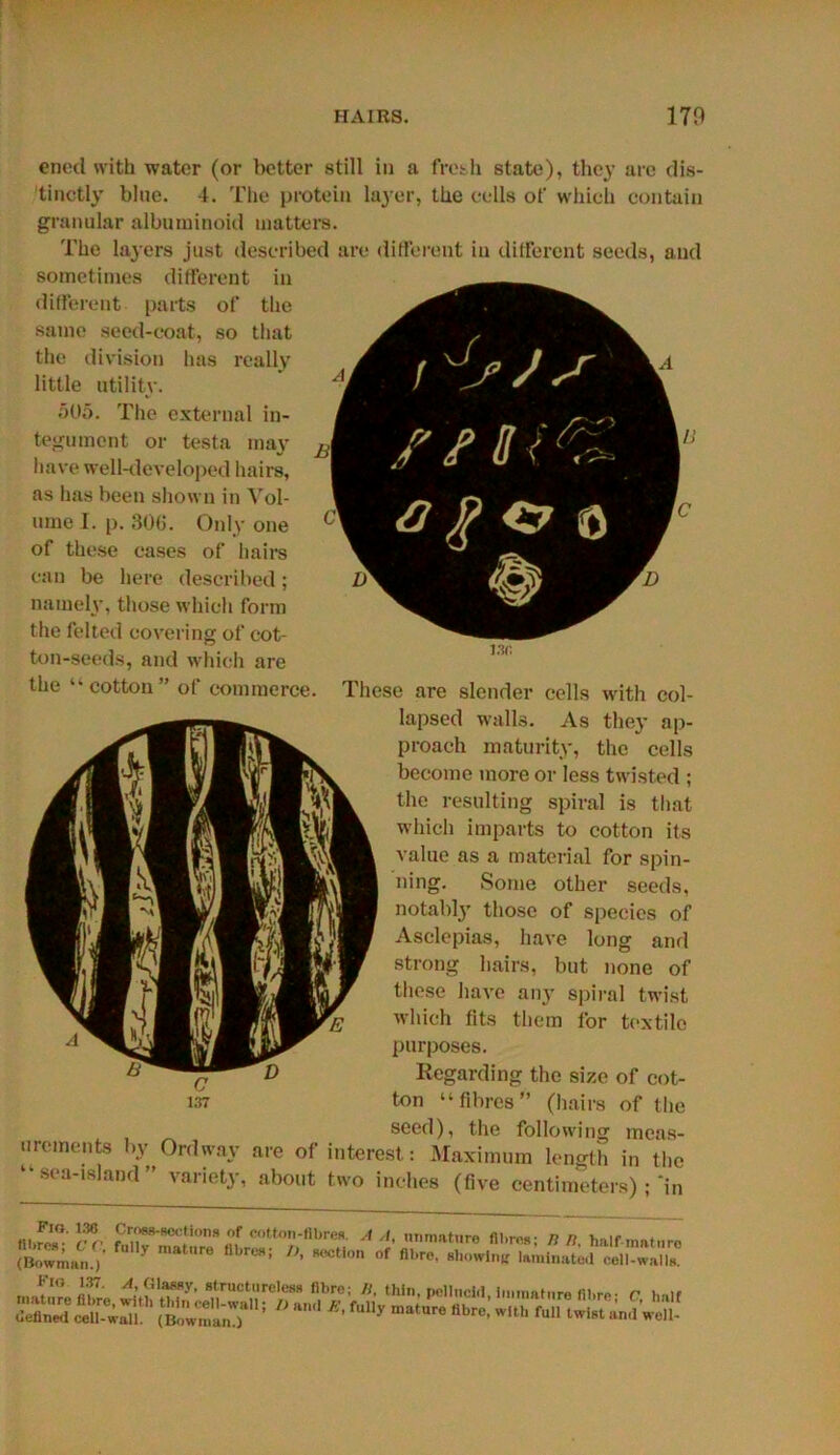 ened with water (or better still in a fresh state), they are dis- tinctly blue. 4. The protein layer, the cells of which contain granular albuminoid matters. The layers just described are different in different seeds, and sometimes different in different parts of the same seed-coat, so that the division has really little utility. 505. The external in- tegument or testa may have well-developed hairs, as has been shown in Vol- ume I. p. 306. Only one of these cases of hairs can be here described; namely, those which form the felted covering of cot- ton-seeds, and which are the “cotton” of commerce. These are slender cells with col- lapsed walls. As they ap- proach maturity, the cells become more or less twisted ; the resulting spiral is that which imparts to cotton its value as a material for spin- ning. Some other seeds, notably those of species of Aselepias, have long and strong hairs, but none of these have any spiral twist which tits them for textile purposes. Regarding the size of cot- ton “fibres” (hairs of the seed), the following meas- ”re!ne!1? h7..°rdway are interest: Maximum length in the variety, about two inches (five centimeters) ; in “ sea-island ’ ssT?