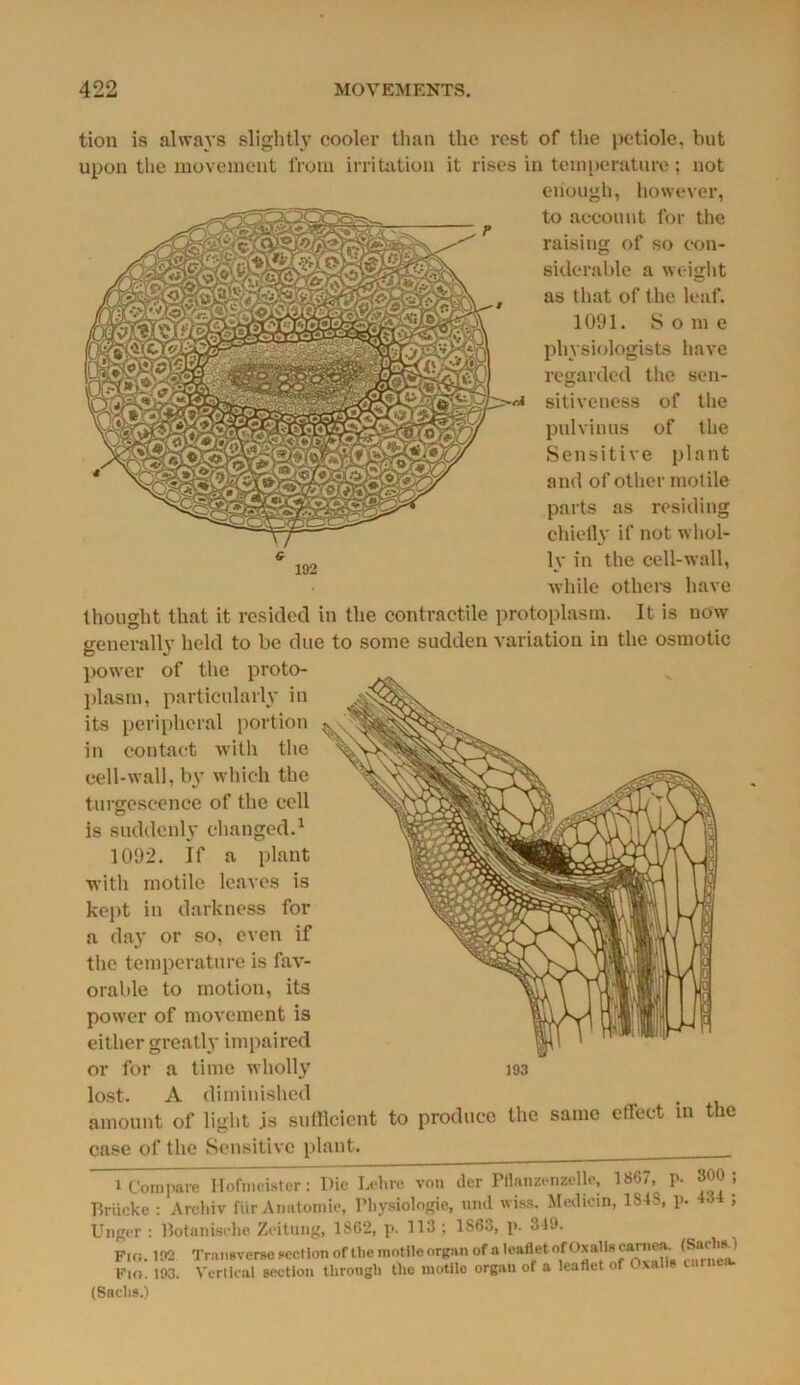 tion is always slightly cooler than the rest of the petiole, but upon the movement from irritation it rises in temperature; not enough, however, to account for the raising of so con- siderable a wei ght as that of the leaf. 1091. Some physiologists have regarded the sen- sitiveness of the pulvinus of the Sensitive plant and of other motile parts as residing chiefly if not whol- ly in the cell-wall, while others have thought that it resided in the contractile protoplasm. It is now generally held to be due to some sudden variation in the osmotic power of the proto- plasm, particularly in its peripheral portion in contact with the cell-wall, by which the turgescence of the cell is suddenly changed.1 1092. If a plant with motile leaves is kept in darkness for a day or so, even if the temperature is fav- orable to motion, its power of movement is either greatly impaired or for a time wholly lost. A diminished amount of light is sufficient case of the Sensitive plant. 193 to produce the same effect in the i Compare Hofmeister: Die Lehre von der Pflanzenzelle, 1867, p. 300; Bracke : Arcliiv fur Anatomie, Physiologic, und wiss. Medicin, 1S4S, p. 434 ; Unger : Botanisehe Zeitung, 1862, p. 113 ; 1863, p. 349. Fio. 192 Transverse section of tlic motilo organ of a leaflet ofOxal Is earnest. (Sa<'|'!' ' Fto. 193. Vertical section through the motile organ of a leaflet of Oxalis carnea. (Sachs.)