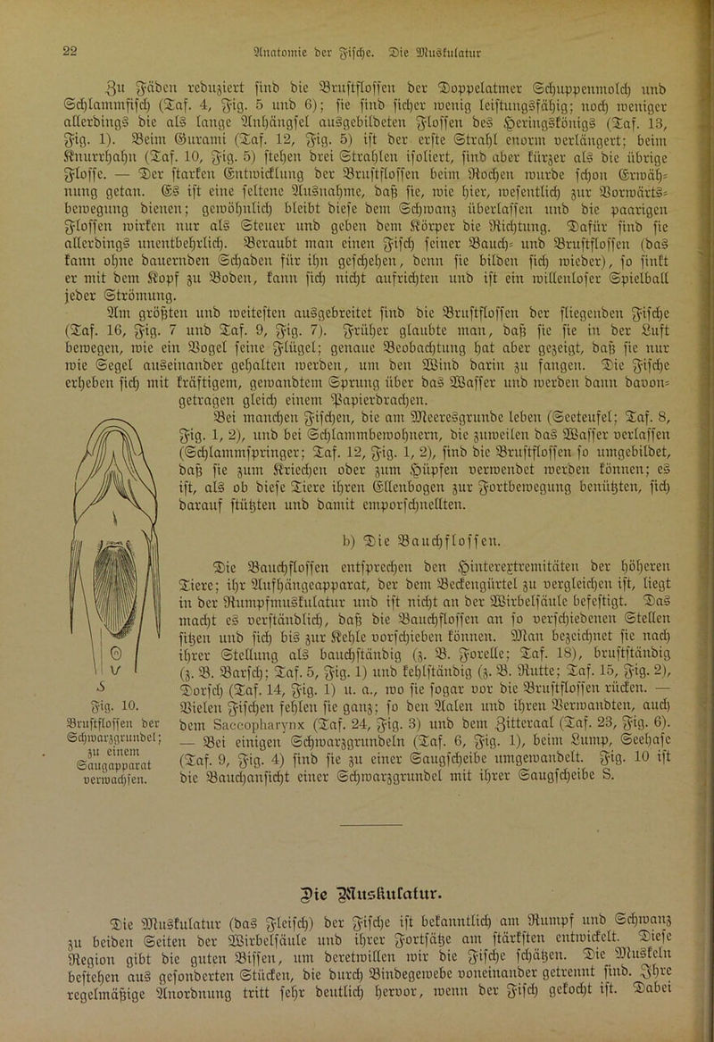 SCncttomie ber gifdje. Sie Slusfulatur .Qu Reiben rcbujiert finb btc 93ruftfloffen ber Soppetatmer ©dfuppenmotd) unb ©djlammfifd) (Saf. 4, fjig. 5 unb 6); fie finb fidjer rocuig leiftuitg§f ätjig; nod) roeniger atlerbiugS btc al§ lange Stntjängfet auSgebilbeten Qdoffcu be§ £)ering§tönig§ (Saf. 13, $ig. 1). 93ehn ©urami (Saf. 12, fyig. 5) ift ber crfte ©trat)! enorm oertängert; beim ^nurrfjafpi (Saf. 10, 3=ig. 5) ftefjeir brei ©tragen ifoliert, finb aber furjcr at§ bic übrige fytoffe. — 'Ser ftarfcu ©ntroidtung ber 33ruftftoffen beim Ütodjen mttrbe fdjou ©rroäf)* nung getan. @3 ift eine fcttcnc 2lu§nal)me, bap fic, roie fjier, mefenttid) jur 93orroärt§= betnegung bienen; geroötjnlid) bleibt biefe bern ©djroanj übertaffen unb bie paarigen Stoffen mirteu nur al§ ©teuer unb geben beut Körper bie Stiftung. Safür finb fie atterbingS unenfbetjrticf). beraubt man einen Qifd) feiner 93audp unb Söruftftoffeu (ba§ tann ot)ite bauernben ©djabeit für itjn gefdjetjen, beim fie bitben fiel) roieber), fo finft er mit bem $?opf 311 93obeu, tann fiel) nidjt aufridjten unb ift ein mittentofer ©pielbatt feber ©trömung. 21m größten unb meiteften auSgcbreitet finb bie 93ruftftoffen ber füegcuben $ifd)c (Saf. 16, fyig. 7 unb Saf. 9, fyig. 7). f^rüfjer glaubte man, bap fie fie in ber Suft beroegen, mie eilt 93oget feine fylügct; genaue 93cobad)tung tjat aber gegeigt, baf3 fic nur raie ©eget ait§eiuauber gehalten roerben, um ben StBiub bariu ju fangen. Sie $ifd)e ergeben fid) mit fräftigem, gemanbtem ©prung über ba§ «Eßaffer unb merben bann baoon= getragen gteid) einem -ßapierbradjen. 93ei mandjeu ^ifdjeit, bie am SCReereSgrunbc leben (Seeteufel; Saf. 8, fyig. 1, 2), unb bei ©djlammbcroobneru, bie 3uraeiten ba§ SBaffer oertaffen (©djlammfpringer; Saf. 12, ffig. 1, 2), finb bic 93ruftftoffen fo umgebitbet, bap fie sum Kricdjeu ober 3um tpüpfen oerrocubct roerben tonnen; e§ ift, at§ ob biefe Siere itjren ©ttenbogen 3111- fyortberoegung bcuiüjten, fid) barattf ftütjten unb bantit emporfdjnettten. b) Sie 93aud)f[offen. Sie 93aud)ftoffen entfpredjen ben .fpintereptrcmitciteu ber fjöfjeren Siere; itjr 2tuft)äugeapparat, ber bem 33edengürtet 311 oergteidjen ift, liegt in ber fRumpfmuSfulatur unb ift nidft an ber Söirbetfeinte befeftigt. Sa§ ntad)t e§ oerftänbtief), baf? bie Söaucfjftoffeu an fo oerfd)iebcucn ©tetten fUjcit unb fid) bi§ 3111- S?et)te oorfd)ieben tonnen. SORan bcscidjnet fie uad) itjrer ©tettung at3 baudjftänbig (3. 33. Qorette; Saf. 18), bruftftäubig (3. 93. 93arfd); Saf. 5, ftig. 1) unb tel)tftdnbig (3. 93. fRutte; Saf. 15, fyig. 2), Sorfd) (Saf. 14, fyig. 1) u. a., roo fie fogar oor bie SBruftftoffen rüden. — «Bielen Jifdjeu festen fie ganj; fo ben 9taten unb itjren SSerroanbten, aud) bem Saccopharynx (Saf. 24, fyig. 3) unb bem Qittcraat CSaf. 23, Qag. 6). — 58ei einigen ©djroarsgrunbetn (Saf. 6, fyig. 1), beim Sump, ©eetjafc (Saf. 9, Q-ig. 4) finb fie 31t einer ©augfdfeibe umgeroanbett. $ig. 10 ift bic 93aud)anfid)t einer ©d)roar3grunbet mit ifjrer ©augfdjeibe S. Jpie ^Tusfiufatur. Sie SJluSfttlatur (ba§ ftteifd)) ber fyifd)e ift betannttid) am Stumpf unb ©d)roaus 31t beiben ©eiten ber 3Birbetfäule unb ifjrer ^ortfeitje am ftärfften entroidelt. Siefe «Region gibt bie guten 93iffen, um beretroitten mir bie $ifd)C fdjätjcu. Sie 9Ru§tctn beftefjen au§ gefolgerten ©tüden, bic burd) 93inbegeroebc ooneinauber getrennt finb. Qbre regelmäßige «Unorbnung tritt fetjr beuttid) tjeroor, roenn ber Qifd) gefodjt ift. Sabei fyig. 10. SBruftftoffen ber ©djiuaväpntubel; 31t einem ©augapparat üerroadpen.