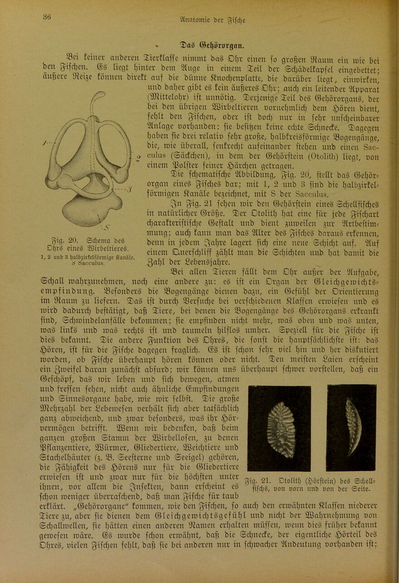 g-ig. 20. (Sdjenta be§ DfjrS eines SBivbeltiecgg. 1, 2 unb 3 Ijal&jtrtelfönnig'e Kanäle. *' Sacculus. * Sa8 ©cfjörorgau. 53ci feiner auberen Sicrflaffe nimmt ba§ 0f)r einen fo großen iftaum ein mie bei bcn g=ifri)eti. ©§ liegt fjittter bem Üluge in einem Seil ber Sd)äbetfapfel eingebettet- ändere Steige fönnen bireft auf bie biinne <rhtocf)enplattc, bie bariiber liegt, cinroitfen' nnb bal)er gibt e§ fein anderes 0f)r; and) ein leitenber Slpparat (SJtittelotjr) ift nnnötig. derjenige Seit be§ ©ef)örorgait§, her- bei bcn übrigen BBirbeltiercn ooruehmlid) bem £>ören bient, fehlt ben gifrijen, ober ift bori) mir in fef)r nnfcfjeinbarer Slnlagc uorbanben: fie befreit feine ed)te Sd)itccfe. Sagegen haben fie brei rclatiu fehr grofte, halbfrei§förntige Bogengänge, bie, mie überall, fentrecht anfeinanber ftchen unb einen Sac- culus (Sätfdjeit), in bem ber ©ef)örftcin (Otolith) liegt, uon einem ^olfter feiner ^pärdjen getragen. Sie fd)ematifd)e Slbbilbititg, fyig. 20, ftcllt bas ©el)ör= organ cinc§ $ifd)e§ bar; mit 1, 2 unb 3 finb bie hatbjirfeb förmigen Kanäle bejeichrtet, mit S ber Sacculus. $n fyig. 21 fel)en mir beit ©el)örftciu eittcä 3d)c(lfifd)e§ in natürlicher ©raffe. Ser Otolith hat eine für jebe ^ifdjart d)arafteriftifd)e ©eftatt unb bient jutoeilen jur 3Irtbeftim* mung; aud) fauu man ba§ 2llter be§ ^tfdjeS barauä erfeunen, beim in jebem ^al)re lagert fid) eine neue ©d)iri)t auf. Stuf einem ■Ottcrfdjliff jäl)lt man bie Schichten unb hat bamit bie 3al)t ber 2ebeu§jaf)rc. Bei allen Steren fällt bem Dl)r außer ber Aufgabe, Sd)all roahrjuitehmen, nod) eine aubere 511: e§ ift ein Organ ber ©leidjgemichtS* empfiubitng. Bcfouberg bie Bogengänge bienen baju, ein ©cfüt)l ber Orientierung im [Raum 31t liefern. Sa§ ift burd) Berfitd)e bei ucrfcl)icbenen klaffen crnüefen unb e§ wirb baburd) beftätigt, baf) Sicre, bei baten bie Bogengänge be§ ©ct)örorgan§ crfraitft finb, ©dpoiubelanfälle befommen; fie cmpfiubcu nid)t mehr, ma§ oben unb ma§ unten, ma§ linf§ unb ma§ red)t§ ift unb taumeln fptfloS umher. Speziell für bie fyifdjc ift bie§ befannt. Sie aubere fyunftion be§ 0l)rc§, bie fonft bie hauptfäcl)lid)fte ift: ba§ •gmrett, ift für bie $ifd)e bagegen fraglid). ©§ ift fdjott fehr oicl l)itt unb her biSfutiert morben, ob f^ifdje überhaupt hören fönnen ober nicht. Seit meifteit Saicu erfd)eint eitt 3'oeifcl baran juuädift abfttrb; mir fönnen ttnS überhaupt fd)mer oorftclleit, baß ein ©efd)öpf, ba§ mir leben unb fiel) bcioegcu, atmen unb freffen fel)en, nicht and) ähnliche ©mpfinbungeit unb Sinnesorgane habe, mie mir felbft. Sie große SDRchrgaljl ber Scbemefeu oerhält fiel) aber ta±fäd)tid) gang abmeichenb, unb jtoar befonber§, ma§ ihr £)ör^ oerntögeu betrifft. SBentt mir bebcufcn, baß beim gattjett grojfcn Stamm ber SBirbellofen, 311 betten ißflanjentiere, SBiirmer, ©ticberticrc, 2Beid)ticrc unb Stachelhäuter (3. B. Seefteritc unb Seeigel) gehören, bie 3=äl)igfeit bc§ £)örett§ ttttr für bie ©liebertiere ermiefen ift unb 3toar nur für bie l)öd)ften unter ihnen, oor allem bie ^ufeftat, bann erfd)eint e§ fd)ott toeniger übcrrafd)eitb, baf) man £yifd)e für taub erftärt. „©ehörorgaue fomtuen, mie bcn $ifd)eit, fo aud) bcn ermähnten klaffen nieberer Sicre 3U, aber fie bienen bau ©teid)geroid)t§gcfül)l unb nicht ber 2BaI)rnehiituug 001t Sd)a lim eilen, fie hätten einen auberen Manien erhalten müffen, toenn bic§ früher befannt getoefett märe. ©§ mürbe fd)on ermähnt, baft bie Sd)tted'e, ber eigentliche Vorteil be§ Ohre§, oieten $ifd)en fehlt, bah fie bei auberen ttttr in fd)toad)cr Stnbeutung oorhaubeu ift; gig. 21. Dtolitf) (£örftein) beS ©djelü fifd)S, oott norn unb non ber ©eite.