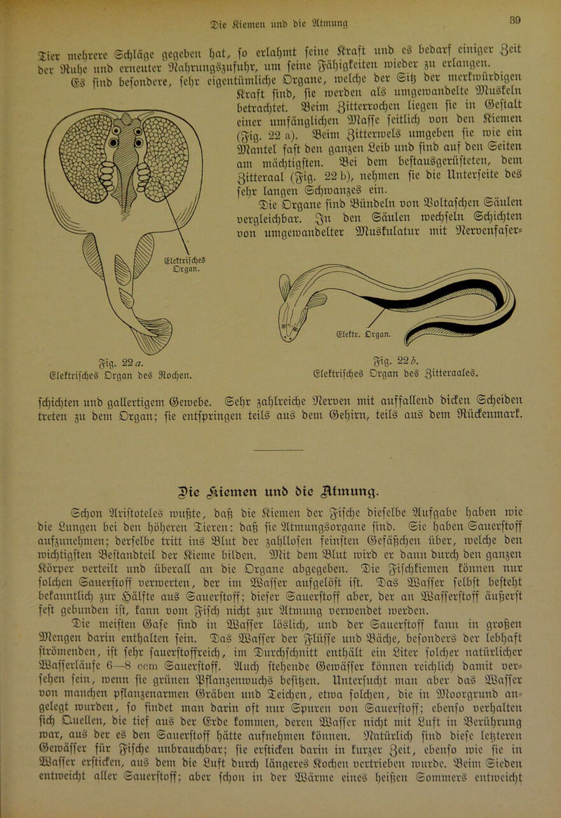 3>ie «lernen unb bic 2Ümung $ier mehrere ©d)läge gegeben hat, fo erlahmt feine Straft unb eS bebarf einiger ßett bev sJiut)e nnb erneuter DiabrungSgufubr, um feine $ctf)igfeiten mteber git erlangen. ©3 fiub befonbere, fcljr eigentümliche Organe, mcldjc ber ©itj ber mcrfiourbtgeu jjtaft finb, fie roerben als umgcmanbeltc uRuSfclu betrachtet. 93cim ßittcrrodjen liegen fie in ©eftalt einer umfänglichen SJlaffe fcitlid) oon ben Stiemen (fyig. 22 a). 58cim ßittermclS umgeben fie mie ein sjjtantel faft ben gangen Scib nnb finb auf ben ©eiten am mädjtigftcu. 58ei bem beftauSgerüfteten, bem ßittcraal ($ig. 22 b), nehmen fie bie Unterfeite bcS fehr langen ©dpoangcS ein. <3)ic Organe fiub 93ünbeln non 58oltafd)cn ©äulen oergleichbar. ßu ben ©äulen medßelu ©d)id)ten non umgemaubelter SJhtSfidatur mit sJteroeufafer= gig- 22 a. ©teftrifdjeS Organ be3 Stocken. 5-ig. 22 b. (SteltrifdjeS Organ beS gitteraateS. fdjidjten unb gallertigem ©eroebe. ©el)r zahlreiche Sperrten mit auffallenb biefeu ©cheiben treten 31t bem Organ; fie entfpringen teils auS bem ©el)irn, teils auS bcin ^üefenmarf. Juemen unb bic Jlfmung. ©d)on SlriftotelcS nutzte, bah bie Kiemen ber ßifcfje biefclbe Aufgabe haben mie bie Sungen bei beit höheren Vieren: bah fie STtmungSorgane fiub. ©ic haben ©auerftoff aufzunehmen; berfelbc tritt inS 58lut ber gahllofeu feinften ©efähcljeu über, melcl)e ben raid)tigften 58eftanbteil ber Stieme bilben. 9Jtit bem 58tut roirb er bann burd) ben ganzen Körper verteilt unb überall au bie Organe abgegeben. ®ie ßifchfienten tonnen nur foldjen ©auerftoff oermerten, ber im 2Baffer aufgelöft ift. ®aS 2Baffer fclbft beftcht befanntlidj gur ^älfte auS ©auerftoff; biefer ©auerftoff aber, ber an SBafferftoff äuherft feft gebunbett ift, fann ootn ßifd) itid)t gur Sttmung uermeitbet roerben. Säe meiften ©afe finb in SBaffer löSlid), unb ber ©auerftoff fann itt großen Stetigen barin enthalten fein. 'SaS SÖBaffcr ber ßlüffe unb SBädje, befonberS ber lebhaft ftrömenben, ift fehr fauerftoffreid), im ®ur(hfd)nitt enthält ein Siter folcfjer natürlicher Sföafferläufe 6—8 ccm ©auerftoff. 2lud) ftehenbe ©emäffer tonnen reichlich bamit oer* fehen fein, roenn fie grünen ^flangeurouchS befitjeu. Unterfudff man aber baS SBaffer oon mandjen pftangeuarmen ©räbcu unb Speichen, etma foldjeit, bie in SJloorgrunb an* gelegt mürben, fo finbet man barin oft nur ©puren non ©auerftoff; ebcufo oerhalten fid) Ouellen, bie tief auS ber ©rbe fotnmen, bereu SBaffer itidff mit Saft in Berührung mar, auS ber eS ben ©auerftoff hätte aufnehmen fönneu. Stutürlid) fiub biefe letzteren ©emäffer für ßnfdje unbrauchbar; fie erftiefeu barin in furger ßeit, ebenfo mie fie in 2Baffcr erftiefeu, auS bem bie Suft burd) längeres Stodicu oertrieben mürbe. 58cim ©icbcti entmeid)t aller ©auerftoff; aber fd)on in ber SOBärnte eines heiheu ©ontmerS cntmeid)t