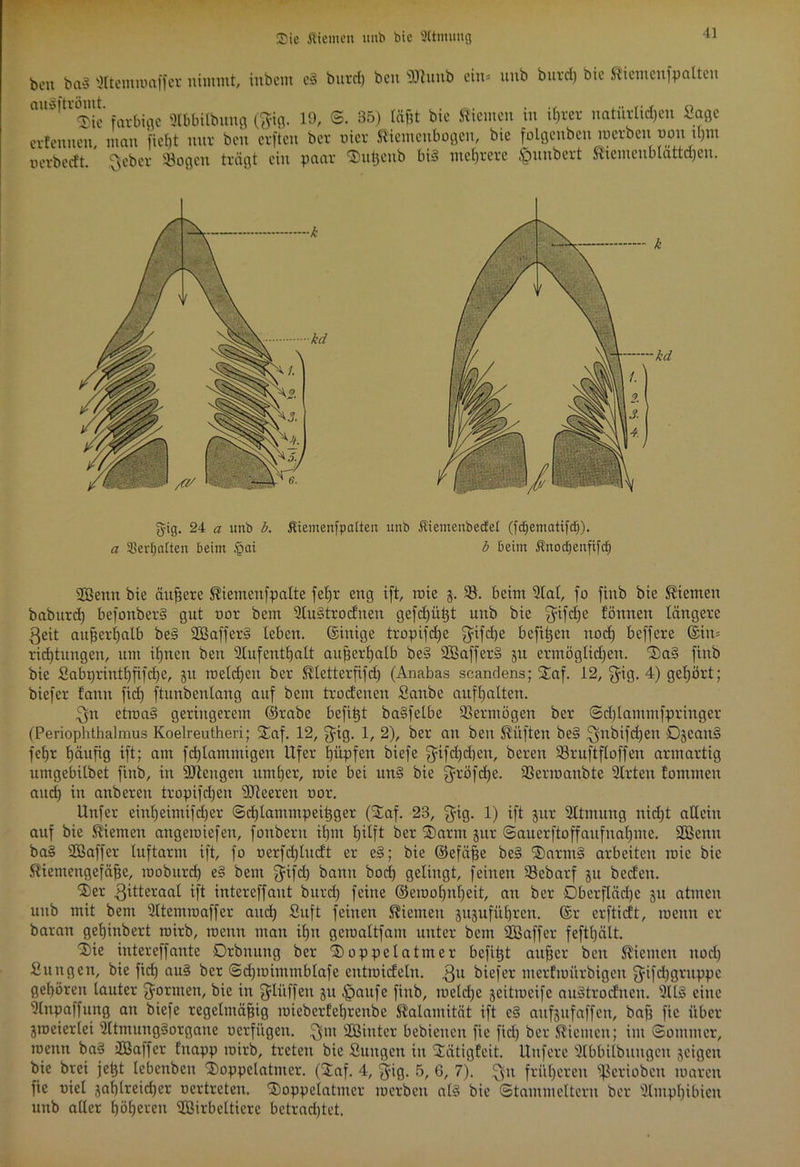 3>ie Miemeti unb bie Sltmung beu ba§ Ultemioaffcr nimmt, inbcnt e§ burd) ben 9Jtunb ein* unb burd) bic Sicmenfpaltcu Die farbige Stbbilbung ($ig. 19, ®. 35) lägt bic Kiemen in ifjrer natürlidjen Sage erlernten, man fiebt nur beu crftcu ber oier Siemenbogen, bie folgenbeu werben non iljm uerberft. £$eber Sogen trägt ein paar Sutjenb bi§ mehrere Rimbert Siemenblattdjen. gig. 24 a unb b. Ätemenfpalien unb ^temenbectel (fdjematifd)). a SSeUjalten beim £ai b beim Änodjenfifd; Sßenn bie äußere Siemenfpatte fef)r eng ift, roie 3. S. beim Ulal, fo fiub bie Kiemen baburd) befonberS gut t»or bem 9lu§trodnen gefdjütjt unb bie f^ifc£)e formen längere $eit außerhalb be§ 2Baffer§ leben, ©inige tropifdje gafche befitjen nod) beffere ©im rid)tungen, um ihnen beu Stufentfjalt außerhalb be§ 2Baffer§ 31t ermöglichen. Sa§ fiub bie 2abprintf)fifd)c, 31t roeldjen ber Sletterfifd) (Anabas scandens; Saf. 12, $ig. 4) gehört; biefer fann ftd) ftunbenlang auf bem trodenen Saube auf!)alten. £$n etroa§ geringerem ©rabe befiijt ba§felbe Vermögen ber ©djlammfpringcr (Periophthalmus Koelreutheri; Saf. 12, gng. 1, 2), ber an ben lüften be§ $nbifd)en DjeaitS fcfjr häufig ift; am fcfjlammigen Ufer hüpfen biefe ^ifdjdjen, bereu Sruftfloffen armartig umgebübet finb, in SJtengen umher, mie bei un§ bie fyröfdje. Serroanbte Sfrten fontmen and) in anbereu tropifdjen 9Jteeren oor. Unfer einfjeimifdjer ©djfammpei^ger (SCaf. 23, gig. 1) ift jur 3ltmung nicht allein auf bie Siemen angemiefett, fonbern if)m fjifft ber 'Sarin jur Sauerftoffaufnafjme. SBentt ba§ SOßaffer luftarm ift, fo oerfd)ludt er e§; bie ©efäfje be§ Sarm§ arbeiten roie bic Stemengefäffe, rooburd) e§ bem gfifd) bann bod) gelingt, feinen Sebarf 31t bedeit. Ser ßitteraal ift intereffaut burd) feine ©eroof)nf)eit, an ber Oberfläche 31t atmen unb mit bem Sltemroaffer and) Buft feinen Siemen 3U3ufüt)ren. ©r erftidt, roemt er baran geljinbert roirb, roenn man ihn geroaftfam unter bem SB aff er feftljält. Sie intereffante Drbuung ber Soppelatmer befitjt außer beit Siemen nod) Bungen, bie ftd) au§ ber ©ripoimmblafe entroideln. $11 biefer merfroürbigeu fyifdjgruppe gehören lauter formen, bie in gdüffeu 31t £)aufe fiub, roeld)e 3eitrocife auStrodneu. siU§ eilte 3lnpaffung an biefe regelmäßig roieberfehrettbe Salantität ift e§ attßufaffen, baß fic über jroeierlei 9ltmuitg§organe oerfügen, £5111 3ßinter bebietteu fic fiel) ber Siemen; im (Sommer, wenn baS äöaffer fttapp roirb, treten bie Bungen in Sätigfeit. Uttfere 5tbf>itbuugeu 3eigcit bie brei jeßt lebenben Soppelatmer. (Saf. 4, $ig. 5, 6, 7). $n früheren ^eriobett roaren fie oiel 5af)lrcirf)er oertreten. Soppelatmer roerben al§ bie ©tammeitern ber Amphibien unb aller höheren ’üBirbelticrc betrachtet.