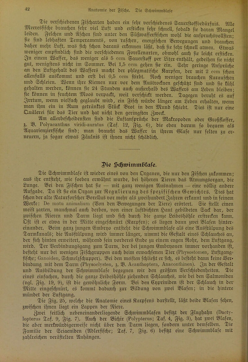 Stndtomie ber gifrtje. Sie ©djrobnmBlafe ®ie oerfcfjiebenen fyifd^arten fabelt ein feljr uerfchiebeueS ©auerftoffbebürfniS. SJllle SReereSfifcfje braunen fct)v nie! Suft uub crftiden fefjr fdpiell, fobalb fie baran Mangel leiben, gelten nnb Säfdjen finb unter ben ©üfjroafferfifd)en rooht bie anfprud)Soollften; fie finb lebhaften Temperaments, non rafd)en, energifdjen ^Bewegungen unb brauchen bah er mehr Suft, roaS fid) fd)on barauS erfenuen läfjt, bah fie fehr fdjnell atmen. ©troaS weniger empfinbtich finb bie oerfdjicbeneu fjorettenarten, obwohl aud) fie leicht erftideu. Sn einem SBaffer, baS roeniger als 5 ccm ©auerftoff per Sitcr enthält, gebeihen fie nicht gut, roenigftenS nicht im Sommer. S8ei 1,5 ccm gehen fie ein. ©ehr geringe 2tnfpriid)e an ben Suftgef)alt beS SBafferS macht ber pl)legmatifd)e Karpfen, ber mit 2 ccm fdjon allenfalls auSfommt uub erft bei 0,5 ccm ftirbt. Stod) roeniger brauchen ftaraufdjen unb Schleien. SBenn ihre Kiemen nur tror benx 9tuStrodncu gefdjütjt finb unb fie fühl gehalten roerben, tonnen fie 24 Stunben aud) außerhalb be§ SffiafferS am Sebeu bleiben; fie tonnen in feuchtem SRooS uerpactt, rocit oerfdjidt roerben. Stagegen beruht eS auf Irrtum, roeun nielfad) geglaubt roirb, ein $ifd) mürbe länger am Sebcn erhalten, roenn man ihm ein in Stum getränfteS Stücf SBrot in ben SRunb fd)iebt. StieS ift nur eine Quälerei für baS Stier unb hat nicht ben geringften .Qroed. 2lm allerbefdjeibeuften finb bie Suftanfprücfje ber Sötatropoben ober ©rofjfloffer, 3- SB. Polyacanthus viridi-aurätus (3Saf. 12, $ig. 6), bie eben barum fo bequem als 3Iquarienjierfifd)e finb; man braud)t baS 233affer in ihrem ©lafe nur feiten 31t er* neuern, ja fogar etroaS Fäulnis ift ihnen nicht fdjäblid). 5ie Stie ©chroimmblafe ift roieber eines non ben Organen, bie nur ben fjifcfjen gufommen; au§ ihr entfteljt, roie foebeit ermähnt mürbe, bei höheren Stieren baS SttmungSorgan, bie Sunge. SBei ben ffifdjen hat fie — mit gan3 roenigen 2fuSnaf)men — eine nöllig aubere SKufgabe. Sta ift fie ein Organ gur ^Regulierung beS fpegififdjen ©eroid)teS. StieS l)at fcfjonber alte Staturforfdjer SBorelluS oor mehr als groeihuubert fahren ertaunt unb in feinem SEBerfe: De motu animalium (SBon ben SBeroeguugeu ber Stiere) erörtert, ©ie ftellt einen meift garten, manchmal auch berben, non einer luftbidjtcn £>aut gebilbeten ©acf bar, ber grotfdjen Stieren unb St)arm liegt unb fid) burri) bie gange SeibeSl)öl)le erftreden fann. Oft ift er etroa in ber SRitte eingcfdjnürt (Karpfen); eS liegen bann groei SBtafeu hinter* einanber. SBeim gang jungen ©mbrpo entfteljt bie ©chroimmblafe als eine SfuSftiilpung beS St) arm tau al§; bie StluSftülpung roirb immer länger, nimmt bie ©eftalt eines ©d)laud)eS au, ber fiel) hinten erroeitert, roäl)renb fein norbereS ©ube gu einem engen Stohr, bau Suftgaug, roirb. Ster SBerbinbxtugSgang gum Starm, ber bei jungen ©mbrpouen immer norhanben ift, beftel)t nur bei roenigen fjtfdjgruppen aud) beim erroad)feneu Stier (Physostomen, Suftgaug* fifdje; Ganoiden, ©cl)melgfd)upper). SBci ben meiften fd)tiefjt er fid), eS bcftel)t bann feine .SBer« binbung mit beut Starm (Physoclysten, g. SB. Acanthoptera, Anaconthinen). $u ber ©eftalt unb SRuSbilbung ber ©chroimmblafe begegnen mir ben größten SBcrfd)iebeni)eitcn. Stie eines einfachen, burd) bie gange SeibeSl)öf)le giehenbert ©d)laud)eS, roie bei ben ©almoniben (ogt. f^ig. 19, 9), ift bie gewöhnliche f^orm. SBei ben ©ppriniben ift ber ©d)laud) in ber SRitte eingefdjnürt, eS fommt baburcl) gur SSilbung oon groei SBlafcit; in bie fnutere münbet ber Suftgaug. Stie fjig. 25, roeldje bie SUnatomie eines Karpfens barftelXt, läfft beibc SBIafen fcfjen, groifd)cn ihnen liegt ein Sappen ber Stiere. fjroei feitlid) nebenciitauberliegenbe ©djrointmblafen befitjt ber fjlughahu (Dacty- lopterus Staf. 9, ffig. 7). Sind) ber SBidjir (Polypterus; Staf. 4, $ig. 3), hat groei Olafen, bie aber merfroürbigerroeife nid)t über bem Starm liegen, fonbern unter bemfelben. Stie Familie ber ©ciaeniben (Slblerfifdjc; Staf. 7, £fig. 6) befitjt eine ©chroimmblafe mit gahlreidjen oeräftelteu 2Iul)ängen.