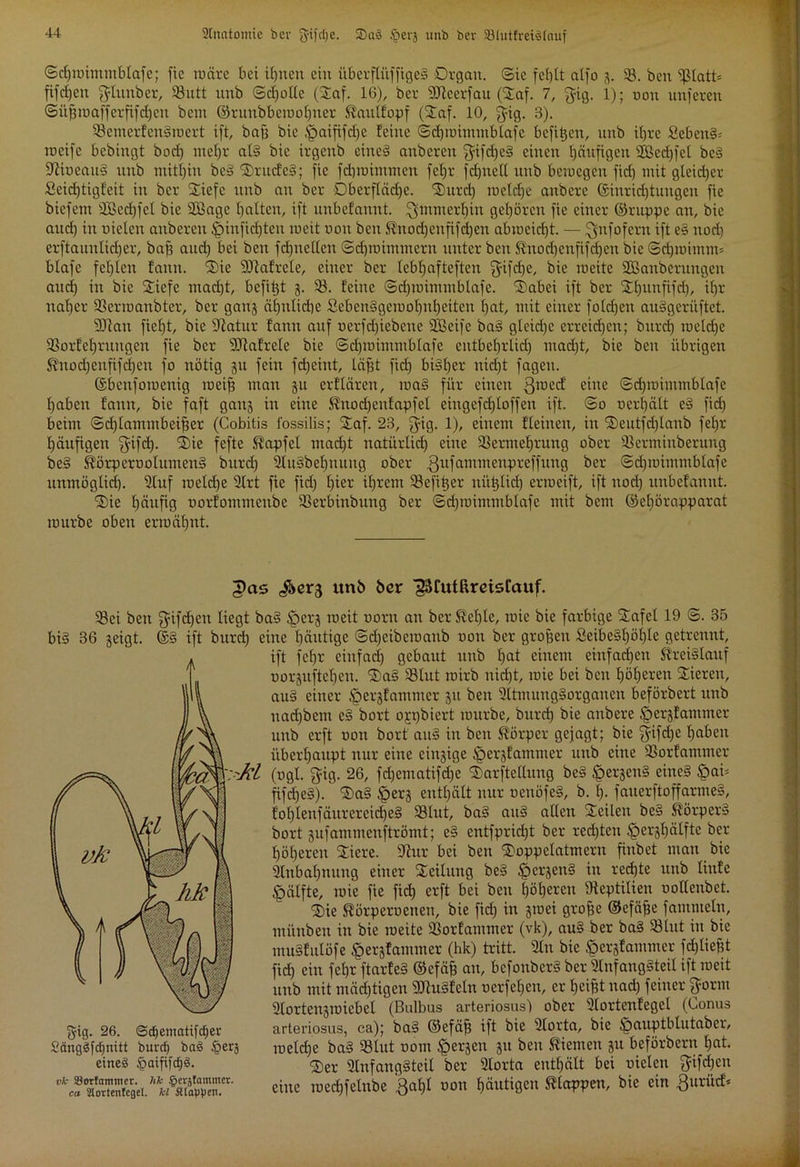 2lnatomie öcv gifdje. 2)aS öevj unb ber 33lutfrei§Iauf ©djroimntblafe; fic märe bei ifjneti ein iiberflüfftgeS Organ. 6ie fel)lt alfo 3. 53. ben 5$latt= fifefjen ^lunber, 53utt unb ©djolle (Saf. 16), ber SJteerfau (Saf. 7, $ig. 1); non unferen ©ügmaffcrfifdjen bent ©ruubbemolgtcr Kaulfopf (Saf. 10, jyig. 3). 53emerfenSroert ift, baft bie ^>aififc£)e feine ©djmimmblafc befitjen, nnb iljre £ebettS= weife bebingt bod) ntef)r als bie irgenb eines anbcreit $ifd)cS einen häufigen 2Bed)fet beS StiocauS unb mithin beS Srud'eS; fic fdjwimmen feljr fdgtell unb bewegen fid) mit gleicher Seidjtigfeit in ber Siefc nnb an ber Dberflädjc. Surd) meld)e anbere ©inrid)tungen fie biefern SBedjfel bie SBage I)alten, ift unbefannt. $mmerf)in gehören fie einer ©nippe an, bie aud) in Dielen anberen £>iuficf)teu weit non ben Knodjeufifcfyen abmeidjt. — $jnfofem ift es nod) erftannlicl)er, bag and) bei ben fdjnelleu ©djroimmern unter ben Knod)enfifd)en bie ©dgoimtm blafe fehlen fann. Sie SJtafrele, einer ber lebfjafteften $ifd)e, bie weite 2ßanbcrungen and) in bie Sicfe mad)t, befitjt 3. 55. feine ©dguimmblafe. Sabei ift ber Sfyunfifd), ifjr nal)cr 53ermanbter, ber gartj äf)ntid)e £ebenSgemol)nl)eitcn l)at, mit einer foldjen auSgeriiftct. SDtan fiel)t, bie Statur fann auf oerfdjiebene Sßeifc baS glcid)c erreichen; bnrd) welche SJorfefjruugen fie ber SJtafrele bie ©dgoimmblafe entbef>rlic£) mad)t, bie ben übrigen Knodjenfifdjeu fo nötig 311 fein fd)eint, lägt fid) biSljer nidjt fagen. ©benfowenig weif) mau 3U erflären, maS für einen 3roed eine ©djwintmblafe Ijaben fann, bie faft gans in eine Knodjenfapfel eiugefd)loffen ift. ©0 uer^ält eS fid) beim ©d)lammbeifjer (Cobitis fossilis; Saf. 23, jfäg. 1), einem fleinen, in Seutfd)tanb feljr häufigen $ifcf). fefte S^cipfel mad)t natiirlid) eine 33ermef)rung ober 53crminberung beS KörperuolumenS bnrd) StuSbeljnuug ober 3llfcitnntenpreffung ber ©dgoimmblafe unmöglid). Stuf wefd)e 2lrt fie fid) l)ier tfjrem hefiger nitijlid) erweift, ift nod) unbefannt. Sie fjäufig oorfommctibe 53erbinbuug ber ©dpoimmblafc mit bent ©el)örapparat würbe oben erwäfjnt. unb ber ^ruffireisfauf. 53ci ben gifdjen liegt baS §ei'3 weit oorn an berKel)le, wie bie farbige Safel 19 ©. 35 bis 36 3eigt. ©S ift burd) eine l)äutige ©d)eibemanb oott ber grogen £cibeSl)öl)le getrennt, ift feljr einfad) gebaut unb f)at einem einfachen Kreislauf Dor3uftcl)eu. SaS 53lut wirb nid)t, wie bei ben fjöljeren Vieren, auS einer <per3fammer 31t beit SltmungSorganen beförbert unb nad)bem eS bort oppbiert würbe, bnrd) bie anbere ^erftfammer unb erft oott bort aitS in ben Körper gejagt; bie $ifd)e fjaben überhaupt nur eine einige ^ersfammer unb eine 53orfammer (ogl. fyig. 26, fd)ematifd)e Sarftellung beS £er3citS eines $»ai= fifd)eS). SaS £>ei'3 enthält nur oettöfeS, b. I). fauerftoffarmeS, fol)lenfättrereid)eS 53lut, baS auS allen Seilen beS Körpers bort 3ufammeuftrömt; eS entfprid)t ber rechten §er3t)ätfte ber fjöljeren Sicre. Stur bei ben Soppelatmeru fiubet man bie Slnbaljnuug einer Seilung beS £cr3enS in redjte unb liufe gmlfte, wie fie fid) erft bei ben l)öt)ereu Stcptilieu oollenbet. Sie Körperoenen, bie fid) in 3wei grofje ©efäfje famnteln, mitnben in bie weite 33orfammer (vk), auS ber baS 53lut in bie muSfulöfe |)er3fammer (hk) tritt. 2lu bie §er3fammer fd)lief)t fid) ein fet>r ftarfeS ©eföf) an, befonbcrS ber SlnfangSteil ift weit unb mit mädjtigen SltuSfeln ocrfeljen, er fjcifjt nad) feiner fyorm SIortcn3wiebel (Bulbus arteriosus) ober Slortcnfegel (Conus gig. 26. ©djematifdjer arteriosus, ca); baS ©efäf) ift bie Slorta, bie ^auptblntaber, SängSfdpiitt burd) baS §erä weld)e baS 33lut 00m ^er^en 311 beit Kiemen 31t beförbertt l)at. eines §aififd)S. <j)er 3(nfang§teit ber Slorta enthält bei üielcn 3=ifd)cn ÄntegeLeine wed)felube 3al)l oon häutigen Klappen, bie ein 3urücf*