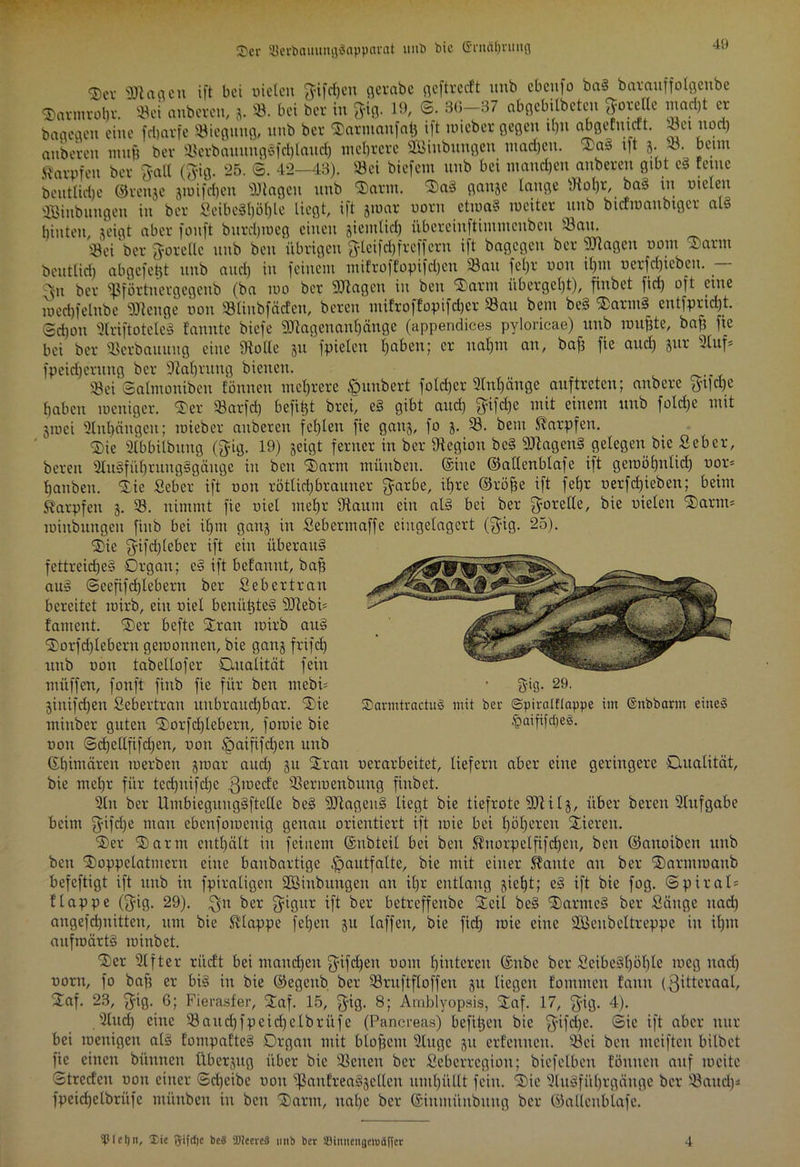 S'cr 58erbaiutitg3appavat unb bie (Srnd^rung Set SDloaeu ift bei tiicien Jifdjcn fletabe fleftreeft unk ebeufo bas barauffolgenbe Savunobt.' Sei onbeven, j. *. bet bet in gig. 19, @. 30-37 abBebilbetcn Novelle mad,t et bageaeu eine febarfe Biegung, unb ber Tarntaitfab ift mieber gegen ihn ab ge Entert. Jei nod) anbeven mnfi ber SerbauungSfchlaud) mehrere SEBiubungeu machen. TaS tft 3. S. beim Karpfen ber gall (gig. 25. ©. 42—43). Sei biefem unb bei manchen anberen gibt eS reine bentlidje ©renje jtoifchen Stagen unb Tarnt. TaS ganje lange IRoljr, baS in nieten SBinbungen in ber SeibeShöfjle liegt, ift fluar uorn ctmaS meitcr unb bicftoanbtgcr als hinten, jeigt aber fonft bnrd)iueg einen jjiemlicf) übereinftimmenbeu Sau. 'xöoi ber göre de nnb ben übrigen glcifdjfrcffcrit ift bagegen ber Klagen 00m Tarnt beuttid) abgefeimt nnb and) in feinem tniJroffopifdjen 33an fetjr non it)m oerfdficben. . jn ber ißförtnergegeub (ba 100 ber Stagen in ben Tarnt iibergct)t), finbet fid) oft eine loedjfelnbe SDtenge non Sliitbfäcfeu, bereu mifroffopifdjer Sau bem be§ TariitS^ entfpridjt. Schon ÜtriftoteleS fannte biefe StagenanE)änge (appendices pylorieae) unb nmfcte, baf) fie bei ber Scrbauuug eine fRolte 311 fpieten haben; er nahm an, bafi fie and) 3111-' 3tuf* fpeid)erung ber Nahrung bienen. Sei ©almoniben fönnen mehrere §unbert foldjcr Anhänge auftreten; anbere gliche haben ineniger. Ter Sarfd) befifct brei, eS gibt and) gifdje mit einem unb foldje mit 3iuei Slnhängcn; roieber anberen fehlen fie gaus, fo 3. S. bem Karpfen. Tie aibbitbuug (gig. 19) jeigt ferner in ber fRegion bcS StagenS gelegen bie Seher, bereu SluSführungSgäuge in ben Tarnt miiuben. ©ine ©attenbtafe ift getoö£)itlid) oor* hanben. Tie Seber ift non rötlich brauner garbc, ihre ©röfje ift f ehr oerfdjieben; beim Karpfen 3. S. nimmt fie niel mehr fRaum ein als bei ber gorelle, bie nieten Tarnt* lutitbungeit fiub bei ihm ganj in Seberntaffe eingelagert (gig. 25). Tie gifd)teber ift ein überaus fettreiches Organ; eS ift befanut, bafj auS ©eefifcfjlebem ber Sebertran bereitet mirb, ein niel benütjteS Stebi* fament. Ter befte Tran mirb auS Torfdflebern gemonnen, bie gatt3 frifd) unb nott tabellofer Qualität fein miiffen, fonft fiub fie für ben mebi* 3inifd)en Sebertran uubraud)bar. Tie minber guten Torfd)lebern, foraie bie non ©djellfifdjen, non 3paififd)en unb ©bimären raerben 3tnar and) 311 Tran oerarbeitet, liefern aber eine geringere Qualität, bie met)r für tcchuifdjc gmeefe Serinenbttng finbet. 9ltt ber UinbieguugSftetle beS StagenS liegt bie tiefrote 3Ril3, über bereit 3litfgäbe beim gifdje mau ebenfomenig genau orientiert ift inie bei höheren Tieren. Ter Tarnt enthält in feinem ©nbteit bei ben Kitorpclfifd)en, beit ©attoibett unb beti Toppelatmern eine baubartige .fpautfalte, bie mit einer staute au ber Tarmroattb befeftigt ift unb in fpiratigen 2Siiibuugen an il)r entlang 3iel)t; eS ift bie fog. ©piral* f tappe (gig. 29). ;git ber gigitr ift ber betreffenbe Teil beS TarnteS ber Säuge itad) angefd)iiitten, um bie Klappe feheu 31t laffen, bie fid) roie eilte SBeubcltreppe in ilpn aufroärtS minbet. Ter Elfter rücft bei maitd)eit gifdjeit nom hinteren ©itbc ber ScibeSböblc meg itad) norn, fo baft er bis in bie ©egetib ber Sruftfloffeu 31t liegen fontmen faitit (gitteraal, Taf. 23, gig. 6; Fierasfer, Taf. 15, gig. 8; Amblyopsis, Taf. 17, gig. 4). 3luch eine Saitd)fpeid)clbrüfc (Pancreas) befiljeu bie gifdje. ©ic ift aber nur bei mutigen als fontpafteS Organ mit bloftent Tinge 3U erfenncti. Sei ben mcifteu bilbet fie eilten büttnen über31tg über bie Scncit ber Seberrcgiou; bicfelbeit föitueit auf mcitc ©trcdcit non einer ©djeibe nou anfrea§3eHeu umhüllt fein. Tie DluSführgänge ber Sattel)* fpeidjelbritfc mitnben in beti Tarnt, nahe ber ©inmüitbititg ber ©allcnblafe. gig- 29. SDarmtractuS mit ber ©piralfiappe im ©nbbarm eitteS /paififefteg. tpieljn, Die 5ifd)c be§ üllcevcä unb ber SBimteitgcniäffcr 4