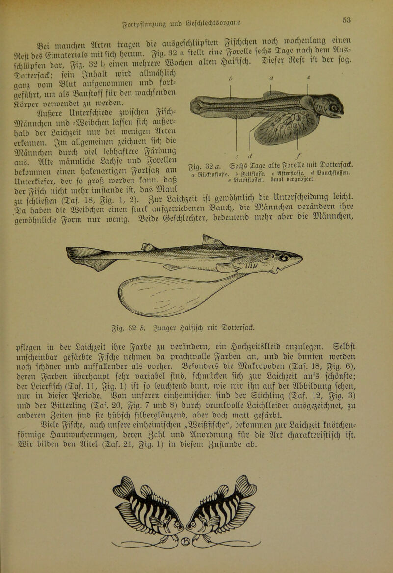 «Bei manchen Slrten tragen bie au§gefd)lüpften ^ifcl)d)en nod) wodjenlang cmen «Reft be$ ©materialS mit ftd) herum. 3=ig. 32 a [teilt eine grelle fcch* 2aöc imd) bcm duS* fd)tiipfen bar, $ig. 32 b einen mehrere 2Bod)cu alten £>atfifd). tiefer .Heft tft bei ]og. $otterfacf; [ein Qtihalt mirb allmählich ganj ootn Slut anfgcnommcn nnb fort* geführt, um al3 Sauftoff für bcn mad)fenben Körper uerwenbet jit werben. Puffere llntcrfdjicbe jwifdjeu fyifd)* 9Jtännd)en nnb =2Beibd)cn Iaffcit fid) au per* halb ber 2aid)jeit nur bei wenigen 3trtcu erfcnttcti. ^m allgemeinen jeichuen ftd) bie s)Jtännd)en bnrd) oiet lebhaftere fyärbuug au§. 9tlte männlid)C Sadjfc nnb f^oreilen befommen einen hafenartigen fyortfap am Untcrficfer, ber fo grog werben fann, bap ber fyifd) nicht mehr imftaubc ift, ba§ SHaul . m fdjlieften (2af. 18, gig. 1, 2). Qnx Saichjeit tft gewohnt^ bie Unterfd)ctbung letd)t. *3}a haben bie SBcibdjen einen ftarf aufgetriebenen Saud), bie 2Cftänttd)en neraubern tpre gewöhnliche nur wenig. Scibc ©efd)lecl)ter, bebeittcub mehr aber bie ältlichen, d f g-tg. 32 a. @ed)S Sage alte fyorelle mit ©otterfad. a fflUtfenfloffe. t ftcttftoffe. c atfterftoffe. d Söaudjftoffcn. e SSvuftftoffen. 3mat bevflvößcrt. gig. 32 b. junger §aififd) mit ©otterfad. pflegen in ber Said^eit ihre $arbe ju neränbern, ein £wc£)3eit§fleib anplegen. ©etbft unfdjeinbar gefärbte ^ifdje nehmen ba pradjtnolle fyarben an, unb bie bunten werben nod) fd)öner unb auffallenber at§ twrljer. Sefouberä bie SHafropoben (£af. 18, ^ig. 6), bereu Rathen überhaupt feljr nariabel fittb, fdjmiitfen fid) pr Saidjjeit auf§ fdjönfte; ber Seierfifd) (ü£af. 11, $ig. 1) ift fo leudjtenb bunt, wie wir if)tt auf ber 9Ibbilbttng fehen, nur in biefer ißeriobe. Sott unferen einheimifd)eu finb ber ©tidjling (Staf. 12, $-ig. 3) unb ber Sitterliug (2af. 20, $ig. 7 unb 8) burd) prunfoolte Saicf;fteiber ausgezeichnet, 51t attberett feiten finb fie hübfd) filberglänjeub, aber bod) matt gefärbt. Siele fyifcije, aud) nufere cinhcintifd)eu „SBeipfifdje, befommen pr Saidjjcit fnötdjeu* förmige öautmudjerungen, bereit ßal)l unb 2lnorbmtug für bie 2lrt d)araftcriftifd) ift. 2Bir bilbett ben 21itel (Staf. 21, fyig. 1) in biefem 3uftonbe ab.