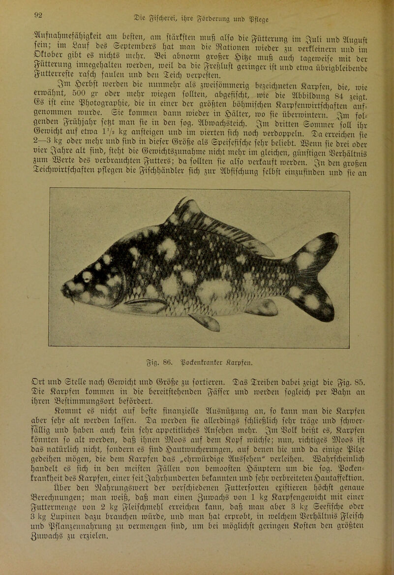 Stufuaßmefaßtgfett am beften, am ftärlftcn muß atfo bic Fütterung im Quti unb gfoquft fein; tm Sauf be§ Septembers ßat man bie Stationen roieber 31t oetl'l einem unb im Dftobcr gibt c§ uid)t§ meßr. Sei abnorm großer ^ißc muß aud) tagemeife mit ber Fütterung mnegeßalten roerben, raeil ba bie Preßluft geringer ift unb etroa übrigbleibenbc yaitterrefte rafd) faulen unb beu Seid) oerpeften. <perbft merbeu bie nunmeßr als jmeiförnmerig bejeid)ueten Karpfen, bie, mic erroäßnt, 500 gr ober meßr roiegen fottten, abgefifcf)t, mie bie 2^bbilbung, 84 jeigt ift eine ißßotograpßie, bic in einer ber größten bößmifdfen Karpfcntoirtfcßaften auf* genommen mürbe. Sie tommen bann roieber in Rätter, roo fie überwintern. 5cm fob geuben ftrüßjaßr fetjt man fie in beu fog. 2tbroacß§teicß. Qm britten Sommer folt ißr ©croidjt auf etroa V/a kg aufteigen unb im oierten fieß nod) oerboppetn. Sa erreichen fie 2—3 kg ober meßr unb finb in biefer ©röße als Speifefifcße feßr beliebt. Sßenn fie brei ober oter Qaßre alt finb, fteßt bic ©eroilftSjitnaßme nißt meßr im gtcid)cu, günftigen ScrßältniS 3um aOBerte beS oerbraueßten QutterS; ba fottten fie atfo uerfauft roerben. Qn ben großen Seicßroirtfcßaften pflegen bie gifcßßänbler fid) zur Sfbfifcßung fetbft einzufinben unb fie an fyig. 86. )ßocfenfrctnfer Äarpfeit. Ort unb Stette nad) ©eroießt unb ©röße 31t forderen. Sa§ Sr eiben babei geigt bic Qig. 85. Sie Karpfen fomnten in bie bcreitfteßcubcn Qäffer unb roerben fogleid) per Saßn au ißren SeftimmungSort beförbert. Kommt eS nid)t auf beftc finanzielle äluSnüßuug an, fo f'aun man bic Karpfen aber feßr alt roerben taffen. Sa roerben fie allcrbingS feßließlid) feßr träge unb feßroer* fällig unb ßaben and) fein feßr appetitlicßeS 2Infeßen nießr. Qm Sott' beißt cS, Karpfen fönnten fo alt roerben, baß ißnen sDiooS auf beut Kopf roi'tcßfe; nun, rußtigeS 9)iooS ift baS natürtid) itid)t, fonbern eS finb tpautroueßerungen, auf beiten bic unb ba einige ^itje geheißen mögen, bie bent Karpfen baS „eßrroürbige 2lu§feßen oerleißen. 93Baßrfc£)eintid) ßanbett cS fid) in beit meiften Qällen oou bcntooftcu Häuptern um bie fog. ^odero franfßeit beS Karpfen, einer feitQaßrßuuberten befaunten uitb feßr oerbreiteten^antaffeftion. Über ben SiaßruugSroert ber oerfcßiebeneit Qutterforteu ejüftieren ßödjft genaue Serecßnungen; man roeiß, baß man einen Quroad)S oou 1 kg Karpfeugeroidjt mit einer Quttcrmeuge oou 2 kg Qleifdpncßl erreießett fann, baß mau aber 3 kg Seefifcße ober 3 kg Supinen baju braud)en mürbe, unb mau ßat erprobt, in roetd)em SerßältitiS $lcifcß unb ißflanjeunaßritftg 31t oermettgen finb, um bei möglidfft geringen Koften ben größten ßuroad)S 3U erzielen.