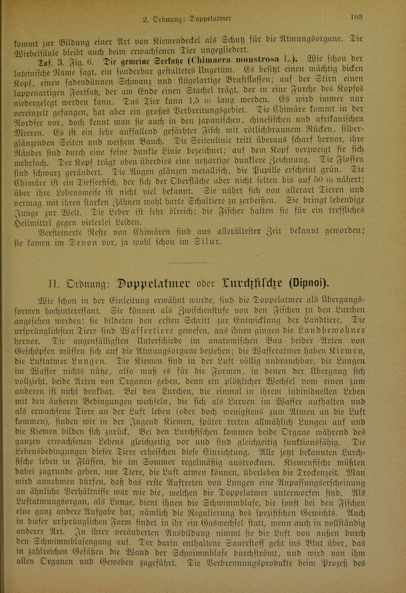 103 fommt juv 53Übung einer 9lrt non flteinenbecfet als Schuß für bic SCtmuugSorgaue. Tie Bitbelfäule bleibt and) beim crmacbfcnen Tier ungegliebcrt. Jnf. 3. A'ig. G. Tic gemeine Sccfnljc (Chiiuuera monströs« L.)* Kboit ber Iateinifdjc '.Raine faßt, ein fonberbar geftaltcteS Ungetüm. Es befilU einen mächtig btcfen Siouf einen fabenbiinueit Schmaus itnb flügelartige 53ruftfloffeu; auf ber Stirn einen lappenartigen ftortfaß, ber am Enbe einen Stachel trägt, ber in eine ^urrijc beS ffopfeS niebergelegt merben tarnt, TaS Tier tarnt 1,5 rn lang tnerben. ES tuirb immer nur oereiuzelt gefangen, bat aber ein großes 93erbrcituugSgcbict. Tie Ebimäre fontntt tu ber fRorbfec oor, bod) feunt man fic and) in beu japauifdjen, d)incfifdjcu uub afrtfaut|rf)cu «teeren. ES ift ein fetjr auffalleub gefärbter ftifet) mit rötlidjbrauuem dürfen, filber* glänjeuben ©eiten uub meinem 53aud). Tic Seitenlinie tritt überaus fdjarf beroor, ißre Stäuber fittb bttrei) eine feine bttuflc Süiic bejeiebuet; auf beut Svopf uersmeigt fit fid) mebrfari). Ter Stopf trägt oben überbieg eine neuartige buuflcre ßeidptung. Tie Stoffen finb fdjtnarj geräubert. Tie Singen glänzen metallifd), bie sf>upi(le crfrfjeiut grün. Tit Gbimäre ift ein Tieffecfifcf), ber fid) ber Oberfläche aber nid)t feiten bis auf 50 m nähert; über ihre SebcuSmeifc ift nicht viel befannt. Sic nährt fid) non allerart Tieren uub u er mag mit ihren ftart'en Bälgten mol)t barte ©cßaltiere ju serbetßen. Sic bringt lebeubige >sunge jur 'Belt. Tie Seher ift febr ölreid); bie ftifdjer halten fie für ein trefflicßeS Heilmittel gegen vielerlei Seiben. Sßerfteinertc Stefte non Ebimäreu finb au§ allerältefter Beit befannt gemorbeu; fic fanten im Teuou uor, ja müßt P)ou im Silur. II. Dehnung: Dupitelctlma* ober £itrrf|ft|cl]ß (Dipnoi). Bie fd)on in ber Einleitung ermähnt mürbe, finb bic Toppelatmer als Übergangs* formen l)od)iutercffant. Sie tonnen als Bu,M'chcuftufe uou ben fyifc£)en 311 beu Surdjeu angefeheu merben: fie bilbeten beu erften Schritt §ur En trat <flu itg ber Sanbticre. Tie urfprüugliriiften Tiere finb Baffertiere gemefen, auS ihnen gingen bie Saubbemobncr hcruor. Tie augenfälligften ltuterfd)iebe im auatomifdjen 53au beiber Slrten non Eefcßöpfen müffen fid) auf bie SltmungSorgaue beziehen; bie Baffcratmer haben Stiemeu, bie Suftatmer Suitgeu. Tie Kiemen finb in ber Suft nöllig unbrauchbar, bie Sitngen im Baffer nichts uiitje, atfo muß eS für bic formen, in beneu ber Übergang fid) noltjicht, beibe Slrten non Organen geben, beim ein plötzlicher Bedßfel uom einen 3U111 anberen ift nicht benfbar. 33ei ben Surdjen, bie einmal in ihrem iubinibucllcn Scben mit beu äußeren Sßebingungen mechfeln, bie fid) als Sarnen im Baffer aufhalten uub als ermad)fcue Tiere au ber Suft leben (ober bod) roenigftenS sunt Sitmeu an bic Suft fomtnen), finben mir in ber BuÖcllb Stiemen, fpäter treten allmählich Suugeit auf uub bie Stiemen bilbeit fiel) surücf. 53et beu Surchfifdjen fommeit beibe Organe mäbreub beS ganzen ermachfenen SebetiS gleichseitig uor unb finb gleichseitig funftionSfäbig. Tie SebenSbebingungen biefer Tiere erbjeifdjeit biefe Einrichtung. Tille jetzt befauuteu Sitrd)* fifche leben in f^lüffeu, bic im Sommer regelmäßig auStrocfueu. Stiemenfifd)e müßten babei sugrunbe gehen, nur Tiere, bie Suft atmen tonnen, überleben bie Trocfenseit. «lau mirb annel)men bürfett, baß baS erfte Sluftretcu non Sttugen eine SlnpaffuugSerfdjeinung an ähnliche S3crhältniffe mar mie bie, meld)cu bie Toppelatmer uutermorfen finb. 2ltS SuftatmungSorgan, als Sunge, bient ihnen bie Sd)mimmblafe, bie fonft bei beu fyifdjen eine ganz anbere Aufgabe hat, nämlich bie ^Regulierung beS fpesififcbeu ©emicßtS. 'Ritcb in biefer urfprüuglidjcn ^yorm fiubet in ihr ein EaSmeci)fel ftatt, menn and) in oollftänbig anberer Tlrt. ^u ihrer oeräubcrtcu ülnSbilbiutg nimmt fie bie Suft non außen burci) ben Srijmimmblafeugaug auf. Ter barin enthaltene Sauerftoff gebt iuS 53lut über, baS in sahireichen Eefäßen bie Baub ber ©djmintmblafe burebftrömt, uub mirb non ihm allen Organen uub ©emebett sugcfiibrt. Tie SScrbreuuungSprobuftc beim Sßrojeß beS