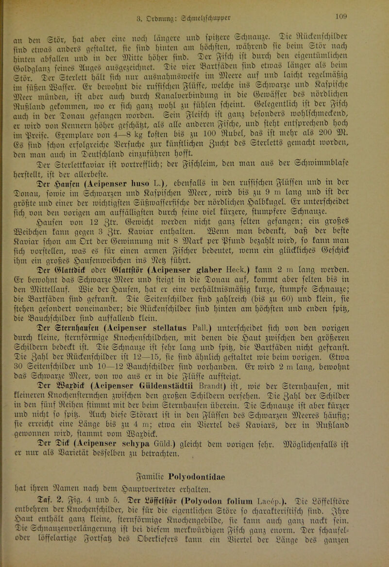 3. Dvbmmß: ©djmelafdjupper au ben Stör, ßat aber eine uod) längere uub fpi^crc ©cßnaujc. Sie ©ücfcnfcßilber fi„b etroaS anberS geftaltet, fie finb hinten am ßödjftcu, roäßrcnb ftc beim Stör uad) biuten abfalleit unb in ber ©litte böber finb. (Ser ftifcß ift burd) ben .eigentümlichen ©olbglanj feines? 2lnge§ ausgezeichnet. (Sic ui er SBartfäbeu finb etma§ länger als beim Stör. 2)er Sterlett hält fid) nur anStiaßmStueife im ©teere auf uub laid)t regelmäßig im fußen ©Baffer. (Sr bemubut bie ritffifcßcu 'Jlüffe, roelcße iuS ©cßroarje uub Kafpifdje ©teer miinben, ift aber and) burd) ftanaluerbinbung in bie ©ciuäffcr be§ nörblicßeit Sftußlanb gefommen, mo er fid) ganj tuol)l 51t füllten fcßeiitt. ©clegcutlicß i|t ber Tyifd) and) in ber (Sonait gefangen mürben. Sein tylcifcß ift Öau5 befonberS rooßlfeßmeefenb, er mirb oon Kennern böber gefd)äßt, als alle anbereu j^ifdje, uub ftel)t eutfprecßenb l)od) im greife. ©rcmplarc uou 4—8 kg fofteu bis 51t 100 Üiitbcl, bae> ift meßr als 200 ©t. ©§ finb fd)on erfotgrcid)e (Berfucße jur fünfttießen ßud)t beS Sterletts gcmad)t mürben, ben mau and) in (Scutfd)laitb einjufi'tßren ßofft. (Ser Sterlcttfauiar ift oortrefflid); ber ^ifeßtehn, ben man auS ber Sdpuimmblafe ßcrfteflt, ift ber atlerbefte. 'Der Raufen (Acipenser liuso L.), ebenfalls in ben ruffifdjen $Iüffen uub in ber (Sonau, foiuic im Scßroargen uub Kafpifcßen ©leer, mirb bis jit 9 m lang uub ift ber größte unb einer ber roicßtigfteu Siißroafferfifdje ber nörblid)en .^albfuget. ©r unterfeßeibet fid) uou ben uorigen am auffälligften burd) feine uiel fingere, ftumpfere Scßnause. Raufen uun 12 gtr. ©eiuicßt roerben nid)t gauj feiten gefangen; ein großes ©Bcibd)cn fauit gegen 3 gtr. Kauiar enthalten. ©Beim man beben ft, baß ber befte Kaoiar fcßoit am Drt ber ©etoiunuug mit 8 ©tarf per (ßfunb bejaßlt mirb, fo fanu mau fid) uorftclleu, maS eS für einen armen $ifcßer bebeutet, roenn ein glitcHidjeS ©efd)icf ißm ein großes ^aufettmeibeßen inS sJteß fiißrt. (Ser ©Inttbirf ober ©lattftör (Acipenser glaber Heck.) fann 2 m laug merben. ©r bemoßnt baS Sdpuarje ©teer unb fteigt in bie (Sonau auf, fomntt aber feiten bis in ben ©tittellauf. ©Bie ber Raufen, ßat er eine uerßältniSmäßig furje, ftitmpfe Sdptaujc; bie (Bartfäbeu finb gefranft. (Sie Seitenfcßilber finb jaßlreicß (bis 51t 60) unb fleht, fie fteßen gefonbert uoneinanber; bie ©itcfenfcßilber finb ßinten am ßöcßften unb eitbeit fpiß, bie (ßaucßfcßilber finb auffalleub ffeiit. (Ser Stcritßaufcu (Acipenser stellatus Pall.) uuterfdjeibet fid) uou ben uorigen burd) Heine, fternförmige Knod)eufd)ilbd)eu, mit benen bie £mut groifeßen ben größeren Sdjiibcrn bebccft ift. (Sie Sd)itait3C ift feßr lang unb fpiß, bie ©krtfäbcn nießt gefranft. (Sie ßaßl ber 9tücfenfd)itbcr ift 12—15, fie finb äßnlicß geftaltet rote beim uorigen. ©ttua 30 Seitenfcßilber unb 10—12 33aitd)fcßilber finb uorßaubcn. ©r mirb 2 m laug, bemoßnt baS Sdjmarje ©teer, uou roo auS er in bie gditffe auffteigt. 3>er ©Bnjrbicf (Acipenser Giildenstädtii Brandt) ift, tuie' ber Sternßaufen, mit Heineren Knocßenfterncßen jroifeßen ben großen Scßilberit uerfeßen. (Sie ,Qaßl ber Scßilber in ben fünf (Reißen ftimmt mit ber beim Sternßaufen überein. (Sic Scßnauje ift aber Hirjer unb nidßt fo fpiß. 21ucß biefe Störart ift in ben fjlüffen beS Scßmarjen ©teereS ßäufig; fie erreießt eine Sänge bis 31t 4 m; etma ein Viertel beS KauiarS, ber in ©ußlanb gemontten mirb, ftammt uont ©Bajbicf. 'Ser (Sief (Acipenser schypa Güld.) gleicßt beut uorigen feßr. ©töglkßeitfallS ift er nur als 93arietät beSfelbeit 31t befrachten. Familie Polyodontidae ßat ißren ©amen uad) bem ^auptuertreter erßalten. Xnf. 2. $ig. 4 unb 5. 'Ser Süffclftör (Polyodon foliuin Lacep.). (Sie Söffclftöre etttbeßreit ber Knodjenfcßilber, bie für bie eigentlichen Störe fo cßarafteriftifd) finb. $fßre .'daut entßält gau,^ deine, fternförmige Kitocßetigebilbe, fie fann aitcß ganz nacf't fein. Xic Scßnaitjettoerlängeruttg ift bei biefent merfmürbigeu f^ifd) ganz enorm. 4)cr fdjaufet* ober löffelartigc ^ortfatj beS ObcrticferS faitit ein ©Hertel ber Säuge beS ganzen