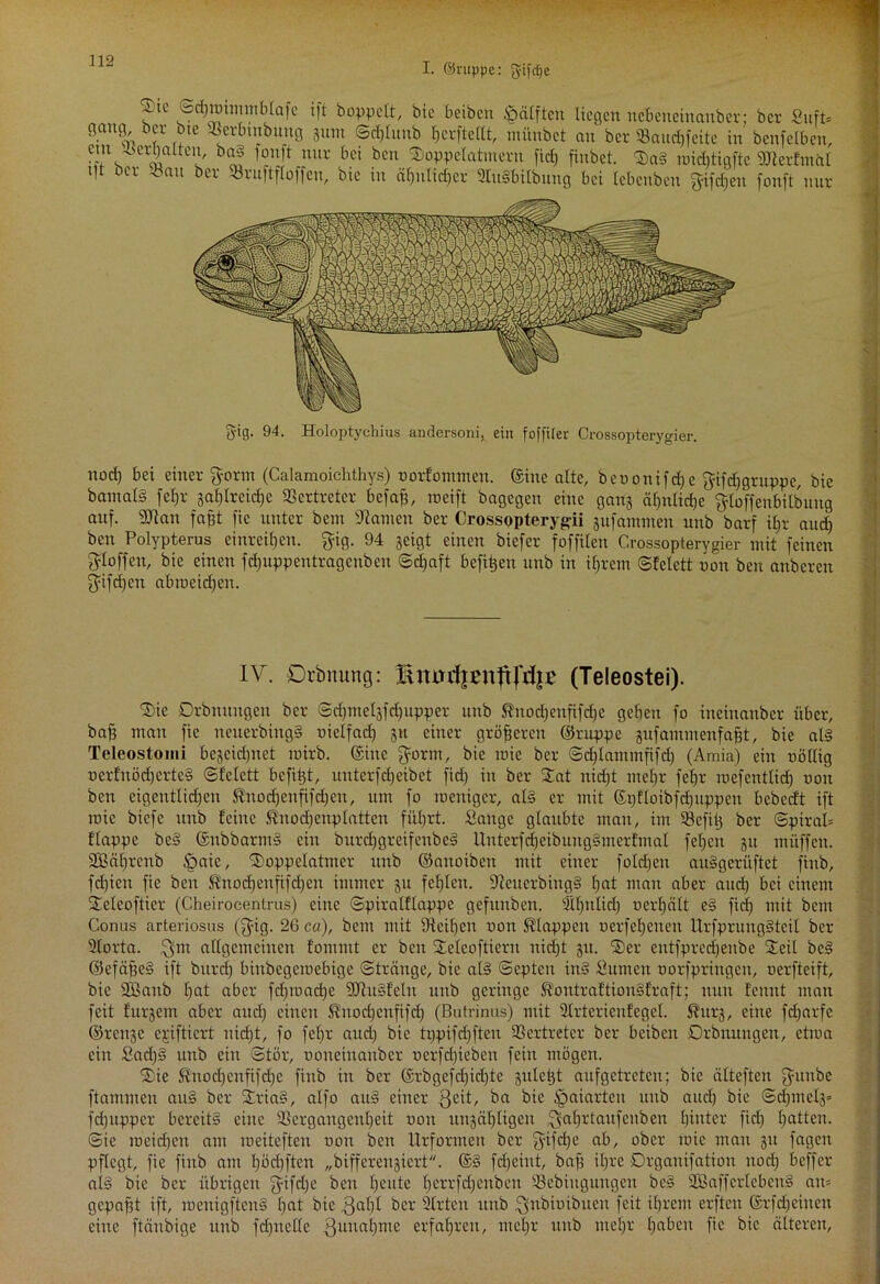 _ Sdpoinnnblafe ift hoppelt, bie beiben £mlfteu liegen nebeneinanber: ber Snft= m V , tc rbl«bltnö 3um Sd)litub hcrftellt, inünbet an ber 33aud)feite in benfclben, verbauen, ba| fonft nur bei ben $oppelatmern fid) finbet. $a§ roid)tigftc 9JterfmaI e er au er 53 ruft [(offen, bie in ähnlicher 2tu§bilbung bei lebenben fyifd)eu fonft nur 5'ig. 94. Holoptychius andersoni, ein foffiter Crossopterygier. nod) bei einer gornt (Calamoichthys) oorfommen. ©ine alte, beoonifd)e $ifd)gruppe, bie bautalS fet)r 3al)lrcid)e Vertreter befa^, roeift bagegen eine gauj äl)nlid)c $loffeubilbuug auf. 9Jtan fafft fie unter bem Manien ber Crossopterygii jufammen unb barf if>r aucl) ben Polypterus einreil)en. fyig. 94 geigt einen biefer foffiten Crossopterygier mit feinen Stoffen, bie einen fdjuppeutrageuben Sd)aft befi^en unb in ihrem Sfelett non ben anberen fjifdjcu abmeidjen. — IV. Drörtung: linuiijenftfdjß (Teleostei). %k Drbuungcu ber Sripuelsfdjuppcr unb ®nod)eufifd)c geben fo incinauber über, baff man fie neiterbing§ nietfad) 51t einer größeren ©ruppe jufantmenfabt, bie als Teleostomi bejcidjnet roirb. ©ine $ortn, bie roie ber Sd)tammfifd) (Amia) ein nöttig ocrfnödjcrteS Sfelett befipt, unterfdjeibet fid) in ber Stat nicht met)r febjr mefenttid) non ben eigentlidfen St’nod)enfifd)en, um fo inenigcr, als er mit ©pftoibfd)uppeu bebedt ift rate biefe unb feine ft'nodjenplattcn fiifjrt. Sauge glaubte man, im 53cfit) ber Spiral* f'tappe bcS ©nbbarmS ein burdjgreifeubeS Unterfd)eibungStnerfmal fet)en 31t utüffen. 2Bäf)renb .§aic, SDoppelatmer unb ©aitoibcn mit einer fotd)cn auSgerüftet fiub, fd)ien fie ben Hnodfenfifdjen immer 31t fehlen. sJieucrbhtg3 hat man aber and) bei einem Steleofticr (Cheirocentrus) eine Spiratflappc gefunben. 2il)nlid) ncrt)ätt eS fid) mit bem Conus arteriosus (^ig. 26 ca), bem mit Leihen non Etappen nerfet)euen UrfprungSteit ber Slorta. attgemcinen fornmt er ben Steleoftiern nicht 31t. ®er cntfprcdjeube Steil bcS ©efäffeS ift bttrd) binbegetnebige Stränge, bie als Septen inS Sumen oorfpringen, uerfteift, bie 2Banb hat aber fd)iuad)c SJluSfeln unb geringe $?outraftiou3fraft; nun fennt man feit furjem aber aud) einen S?nod)cnfifd) (Butrinus) mit Slrterienfegel. S^urg, eine fd)arfe ©renje emittiert nicht, fo fet)r and) bie tppifri)ften Vertreter ber beiben Drbitungen, ctma ein Sad)3 unb ein Stör, ooneiuaubcr nerfebieben fein mögen. SSie Suod)enfifd)c finb in ber ©rbgefd)id)te gutet)t aufgetreteu; bie ättefteu fyunbe ftammen au§ ber StriaS, atfo au§ einer 3cit, ba bie £>aiarteu unb and) bie Sdpncls* fdjupper bereits eine 93ergangenl)eit 001t unjähtigen ^ahrtaufenben hinter fid) hatten. Sie rocid)cn am roeiteften non ben Urformen ber fyifd)e ab, ober roie man gu fagett pflegt, fie finb am I)öd)ftcn „bifferenjicrt. ©§ fdjcütt, baff it)xe Drganifation nod) beffer ai§ bie ber übrigen fjifdfe ben beute l)ctvfd)euben 53ebingitngen be§ 2B aff erleb enS au* gepafft ift, rocnigftcnS t)at bie 3af)I ber Slrtcu ttub ^nbioibtteu feit ihrem erfteu ©rfdfeiuen eine ftänbige unb fd)iictte ßunahuie erfahren, mehr unb mct)r haben fie bie älteren, .