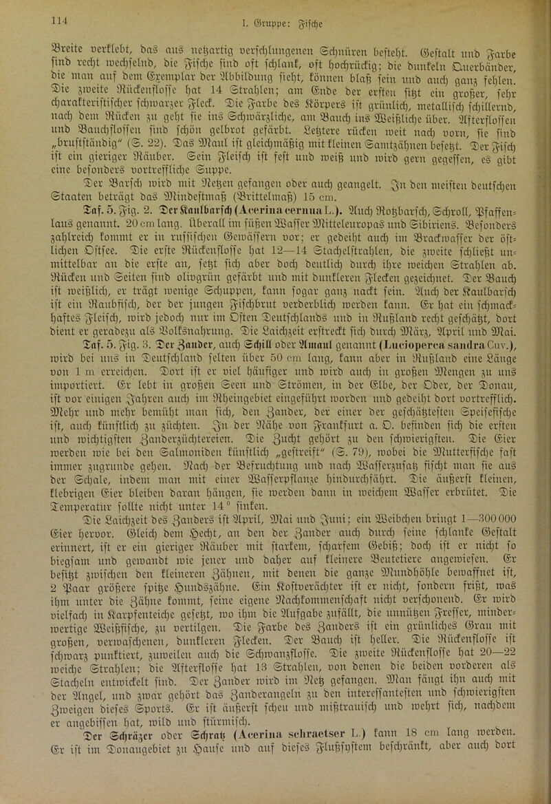 93rettc ocrftebt, baS auS ucjgartig oerfcblungenen ©dgnürcn befielt, ©eftalt itnb Starbe ftnb rcdjt roedjfetub, bie fjifcfje finb oft fdglanf, oft bodjrüdig; bie bunfeln Duerbänber bte man auf bem ©jcemplar ber 2tbbitbung fielet, tonnen blaf? fein uub and) gang festen. ®ie groeite Otiidenfloffe l)at 14 Strahlen; am ©nbe ber erfteu fitgt ein großer feljr djarafteriftifdjer fdjroargcr fytccf. Tic $arbe beS Körpers ift grimlid), mctallifd) fdjitternb, nad) bem Dtüden gu gebt fie inS ©djroärglicbe, am Saud) iuS SBeiblidgc über. 2Iftcrfloffen unb Saudgfloffeu finb fcf)ön gelbrot gefärbt. Setgtere rüden weit nad) oorn, fie finb //bruftftönbig (©. 22). TaS Maut ift gleichmäßig mit Ileinen ©amtgäjjten befctgt. Ter^ifd) ift ein gieriger fftäuber. ©ein $*eifd) ift fcft uub roeijj unb mirb gern gegeffcn, eS gibt eine befonberS oortrefflidje ©uppe. Ter SBarfd) mirb mit Stegen gefangen ober aud) geangelt. bcu meiften beutfdgeu ©taateu beträgt baS ^Jtinbcftmaß (Sritteltuafj) 15 cm. £nf. 5. jyig. 2. TcrKaulbarftfi (AcerinacernuaL.). 2lud) iRolgbarfd), ©d)roll, Pfaffen* lauS genannt. 20 cm lang. Überall im fitßen SBaffer Mitteleuropas unb Sibiriens. BefonberS gat)trcid) fomrnt er in ruffifdgcn ©eroäffern vor; er gebeißt aud) im Sradroaffer ber oft* lidgeu Oftfee. Tie erfte fftüdenfloffe l)«t 12—14 ©tadjelftrablen, bie gmeite fd)ließt un* mittelbar au bie erfte an, felgt fiel) aber bod) beutlid) bnrcl) itjre rocidgen ©trauten ab. yiüd'en uub ©eiten finb oliogriin gefärbt unb mit buuflereu fylecfcu gegcidjnet. Ter Saud) ift roeifjlid), er trägt roenige ©rijuppeu, fann fogar gang uaeft fein. 2tudg ber Kaulbarfd) ift ein Oiaubfifdg, ber ber jungen fyifdjbrut oerberbtid) roerben fann. ©r lgat ein fdpnad* IgaftcS fyleifd), mirb jebod) nur im Dften TeutfdglanbS unb in iltuplanb redgt gefdjä^t, bort bient er gerabegu als SotfSnabrung. “2)ie Saidjgeit erftred't fid) bttrdg Märg, 2lprit unb Mai. Taf. 5. $ig. 3. ®cr3ttwber, aud) ©rijill ober 2lmanl genannt (Lucioperea Sandra Cuv.), mirb bei ituS in Teutfdgtanb feiten über 50 cm laug, fann aber in iRufjtanb eine Säuge non 1 m erreidjen. Tort ift er nie! häufiger unb mirb aud) in großen Mengen gu unS importiert, ©r lebt in grofjen ©een uub ©trömen, in ber ©Ibe, ber Ober, ber Tonau, ift oor einigen ^algrcn and) im fftfjeingebiet eingefütjrt loorbcn unb gebeibt bort oortrefflid). Mclgr uub mel)r bemütjt man fid), beit Räuber, ber einer ber gefdgätgtefteu ©peifefifdje ift, and) fünfttid) gu gitdjten. £gn ber ?täl)e non fjranffitrt a. D. befiuben fid) bie erfteu uub roid)tigftcu ^an^*erS^1 ^ereieu. Tic 3ud)t gefjört gu ben fdgroierigfteu. Tie ©ier roerben mie bei bcu ©attnonibeu fünfttid) „geftreift (©. 79), mobei bie Muttcrfifdge faft immer gugritube get)eu. 9?ad) ber Sefrudgtuug unb nad) Maffergufatg fifdjt man fie auS ber ©djalc, inbem man mit einer Sßafferpflange l)inbitrd)fä()rt. Tie äufjerft fleineu, fiebrigen ©ier bleiben baran hängen, fie roerben bann in roeidjem SBaffer erbrütet. Tie Temperatur füllte nid)t unter 14° finfen. Tie Said)geit beS Räubers ift 2lpril, Mai uub $unt; ein Sßcibdjeu bringt 1—300 000 ©ier I)eruor. ©leid) bem tpedjt, au bcu ber gaitber and) bttrd) feine fdglanfe ©eftalt erinnert, ift er ein gieriger Ütäubcr mit ftarfem, fdgarfem ©ebiß; bod) ift er uidjt fo biegfam uub geroaitbt mie jener unb baljer auf fleiiterc Seutetiere augeroiefen. ©r befißt groifd)cn bcu fleineren gälgnen, mit betten bie gange Mttnbl)öl)le beroaffuet ift, 2 ißaar größere fpiße §unbSgät)ne. ©in Koftoerädgtcr ift er nicht, fonbern frißt, roaS il)nt unter bie ßälgne f'ommt, feine eigene S'tadgfommeufdgaft uid)t t>crfd)oneub. ©r mirb uietfad) in Karpfenteiche gefaßt, roo il)tn bie 2lufgabc gufällt, bie unui'ttgen Treffer, min ber* roertige Mcifgfifdge, gu oertilgen. Tie $arbe beS ßanbcrS ift ein grünliches ©rau mit großen, oerroafdjenen, bunfleren Rieden. Ter Saud) ift heller. Tic Sitdenfloffe ift fdjroarg punftiert, guroeiteu and) bie ©djroangfloffe. Tie gmeite 9tüdenfloffe bat 20—22 roeidge ©tralgleu; bie 2lfterfloffe lgat 13 ©trabten, oon betten bie beiben oorberen als ©tadgeln cutroidelt finb. Ter ßanber roirb im 9tetg gefangen. Mau fängt il)n and) mit ber Singet, unb groar gehört baS Räuber angeln gu ben iutereffanteften unb fdgroicrigften ßroeigen biefeS ©portS. ©r ift äußerft fdgeu unb mifitrauifd) unb roct)rt fid), nadgbem er angebiffen bat, roilb uub ftürmifd). Ter ©djrägcr ober ©djratj (Acerina scliraetscr L.) fann 18 cm lang roerben. ©r ift im Toitaugebict gu £>aufe unb auf biefeS £flußfi)ftcnt befdgränft, aber attd) bort