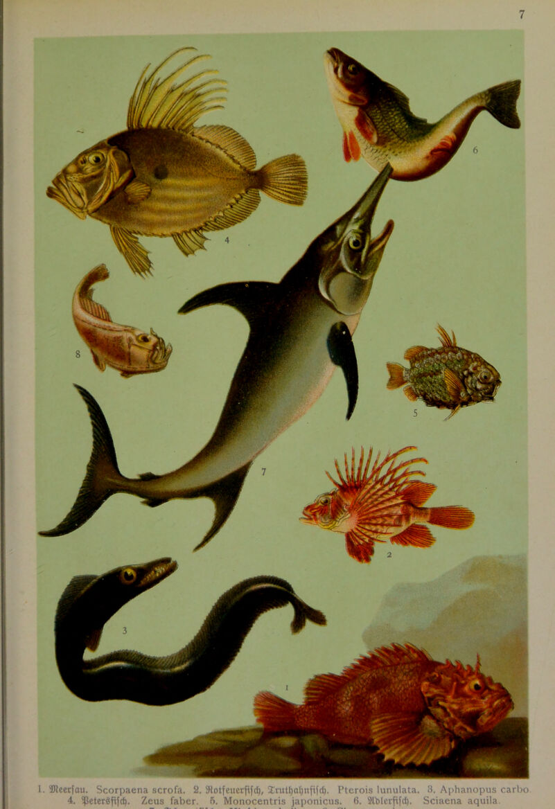 7 1. SlJteerfau. Scorpaena scrofa. 2. Stotfeuerfifd), Xrutfyaljnfifd). Pterois lunulata. 3. Aphanopus carbo