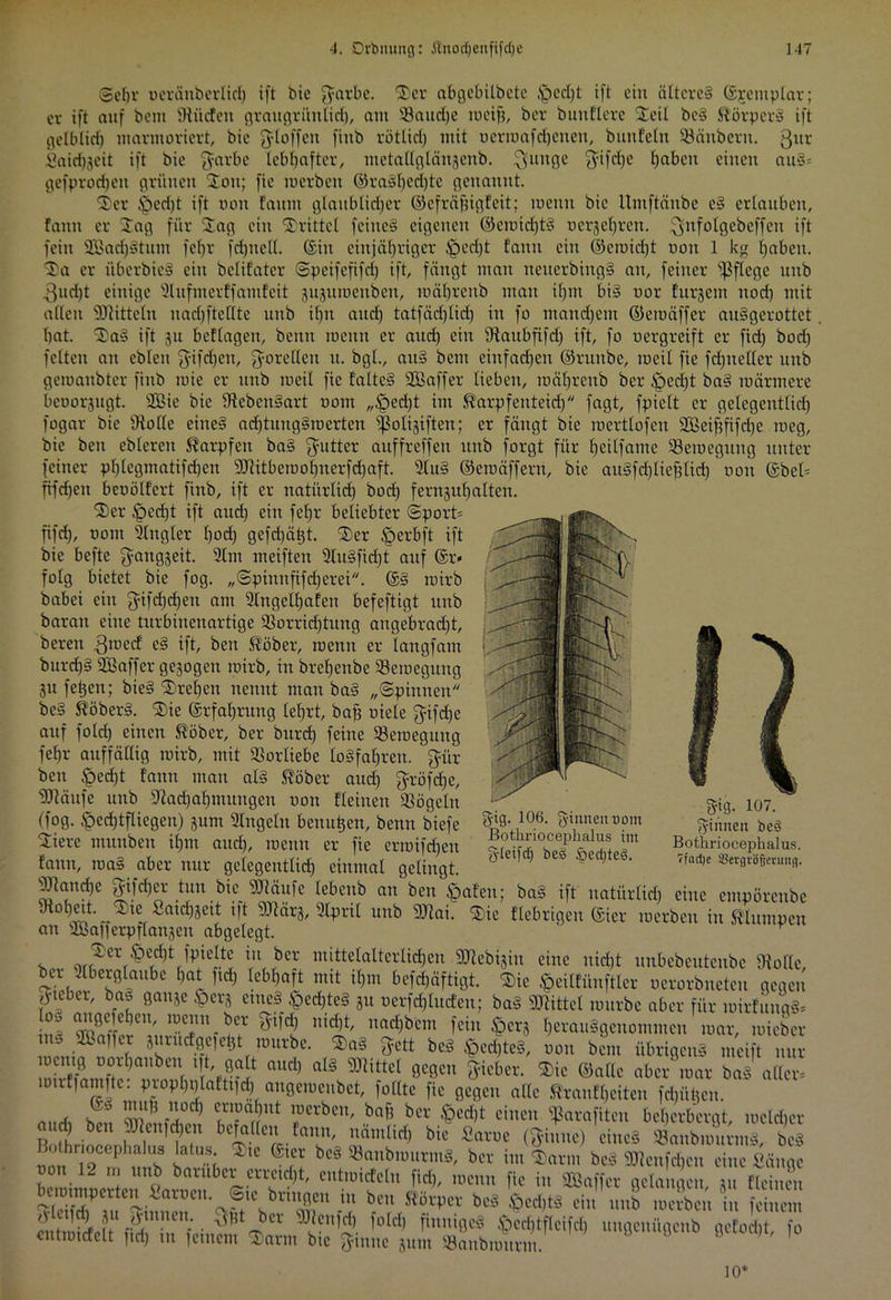 ©ehr oeränberlich ift bie gurbe. Ster abgebilbcte .'pccl)t ift ein ättcrcS ©jemplar; er ift auf bent Nücfen graugrüntid), am 3Jaud)e roeifj, ber buitflere Steil beS Körpers ift gelblich marmoriert, bie ^ytoffen finb rötlich mit ocrroafd)cneit, buitfeln SBänbern. gttr Sairfijeit ift bie garbe lebhafter, metaßglänjenb. ^tutge tjifdje haben einen auS* gefprodjen grünen Sfoit; fie m erb eit ©ra§f)ed)te genannt. .*rx * t .. rt» fi: . I ^ V7V i ^ v - ivr,v”' w*.v ^ — — •v * --o vv*VWVf Sta er itbcrbieS ein belifatcr ©peifefifd) ift, fängt mau neiterbingS an, feiner ‘pflege unb 3ud)t einige Slufmerffatnfeit jujuraenben, mäbrenb man ifjm bis oor furjent nod) mit allen Mitteln uacbftellte unb ilpt and) tatfädjlid) in fo ntandjent ©eioäffer auSgerottet bat. StaS ift 311 beflagen, benn meint er aud) ein Nattbfifd) ift, fo oergreift er fiel) bod) feiten au eblen gifdfen, goreHett tt. bgl., aitS bent einfadjen ©ruttbe, roeil fie fd)tte(ler unb gemaitbter finb mie er ttttb roeil fie falteS SBaffer lieben, roäl)rettb ber §ed)t baS roärmere beoorjugt. SGßie bie NcbcttSart 00m „£>ed)t im ft'arpfeuteid) fagt, fpielt er gelegentlich fogar bie Nolle citteS ad)tuug§roerteu pölzten; er fängt bie roertlofcn 2Beifififd)e roeg, bie ben eblereit Karpfen ba§ gutter attffreffen unb forgt für heilfame 23croegitng unter feiner phlegmatifdjcn sDRitberoohnerfd)aft. SluS ©etoäffern, bie auSfdjliefjtich oon ©beb frfcf)eu beoölfert finb, ift er natürlich bod) fern^uhalten. Ster Jfpedjt ift and) ein febr beliebter ©port* fifd), oottt Ringler hod) gefdjätjt. Ster <perbft ift bie befte gaukelt. Slitt meifteit StuSfidjt auf ©r* folg bietet bie fog. „©pinn fifd) er ei. ©S roirb babei ein gifd)d)ett am Slngelhafett befeftigt unb baratt eine turbinenartige 23orrid)tung angebradjt, bereit .gtoed eS ift, ben Sabber, roenn er langfam burd)§ Sößaffer gejogen roirb, in brehettbe Neioegung 31t fe^en; bieS Streben nennt man baS „©pinnen beS ft’öberS. Stie ©rfahntttg lehrt, baji oiele gtfdje auf fold) einen ®öber, ber burd) feine 23eroegttng fehr auffällig roirb, mit Vorliebe losfahren. gür bett öedjt fatttt man als ®öber attd) gröfcf)e, Nlättfe unb Nachahmungen oon fleinen Nögelit (fog. §ed)tfliegett) 311m Singeln benagen, benn biefe Stiere muttben ihm aud), roenn er fie erroifd)en fatttt, roaS aber nur gelegentlich einmal gelingt. Ntand)e ?yifd)cr tun bie SORäufe lebettb an ben Ipaf'en; baS ift natitrlidi eine entpörenbe Nohett.^Stte Sattelt ift SDRärs, 9lpril unb 9Jiai. Stie fiebrigen ©icr roerbeu in klumpen an Sßanerpflan3ett abgelegt. . iu *>er mittelalterlichen SNebisin eine nicht unbebeutenbe Nolle, ber Rtberglaube hat ftch lebhaft mit ihm befdjäftigt. ®ie $eilfünftler oerorbneten gegen grober, bas gatt3c £erj etttcS .§ecf)teS 31t oerfd)lucfcn; baS Mittel rourbe aber für roirfuugS* a«Äen/ 1 ü”1 - ^l,C5 nid,t/ nad)bem fcin §cr3 herauggenommcu roar, roieber ins Äa|)er 3urucfgefebt rourbe. 3>aS Jett beS <ped)teS, oon bent übrigens mcift nur ‘{Vf? aud) aI§ 9Jiittcl 9e8en lieber. $ic ©alle aber' roar bas aller* otrf)amftc. piopl)plaltt)d) angeroeubet, füllte fie gegen alle ftraufheiten fdiitüen. A1 , ^ ™it)5 ”od) c.nün,?nt ’üerben' bafj ber ,§eri)t einen parafiten beherbergt, roeld)cr aud) ben Nicn)d)en befallen fann, nämlich bie Saroe (finite) eines SanbiourmS, beS othnocephalus latus. Stie ©tcr beS «anbiourmS, ber im ®arnt beS Nicnfcheu eine «äuge oon 12 rn unb baruber erreicht entroiefetn firi,, roenn fie in fflaffer gelangen fk ?, SSrfe .^en- ©ic bringen in ben Körper bei ^ J iS fdnem nthnidp?/i^UUCUf • ^Cl 'old) finniges ,'pecl)tfleifd) ungeuitgenb geforijt, fo cntrotcfelt )td) tu fernem Sturm btc finite 311111 «anbiourm. J ' 1 g-ig. 106. ginnen 00m Bothrioceplaalus im gleifcf) beS §ecl)teS. gig. 107. ginnen beS Bothriocephalus. 7fad)e tBevgvöjjcnmfl. 10*