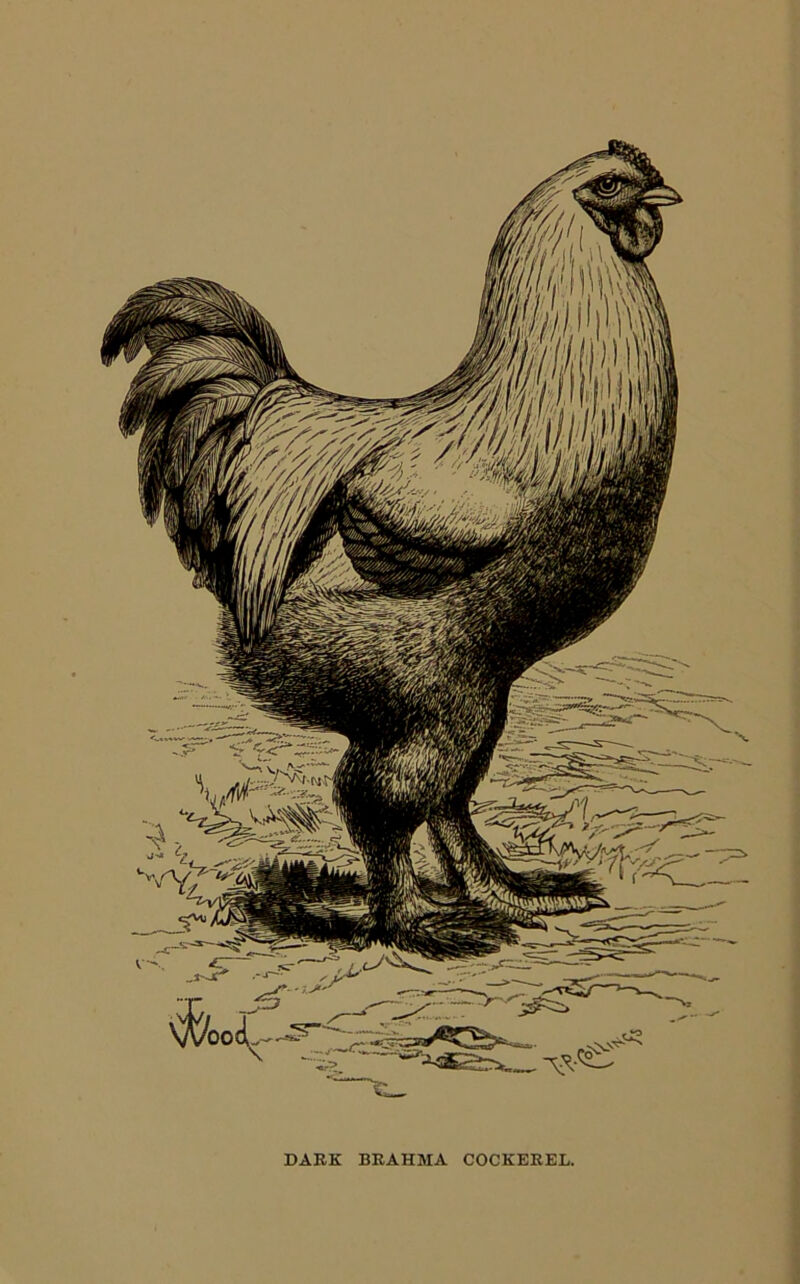 DARK BRAHMA COCKEREL.