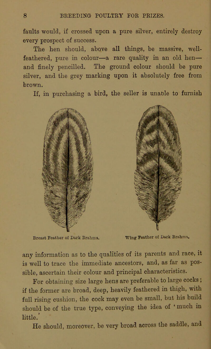 faults would, if crossed upon a pure silver, entirely destroy every prospect of success. The hen should, above all things, be massive, well- feathered, pure in colour—a rare quality in an old hen— and finely pencilled. The ground colour should be pure silver, and the grey marking upon it absolutely free from brown. If, in purchasing a bird, the seller is unable to furnish Breast Feather of Dark Brahma. Wing Feather of Dark Brahma. any information as to the qualities of its parents and race, it is well to trace the immediate ancestors, and, as tar as pos- sible, ascertain their colour and principal characteristics. For obtaining size large hens are preferable to large cocks ; if the former are broad, deep, heavily feathered in thigh, with full rising cushion, the cock may even be small, but his build should be of the true type, conveying the idea of ‘ much in little. He should, moreover, be very broad across the saddle, and