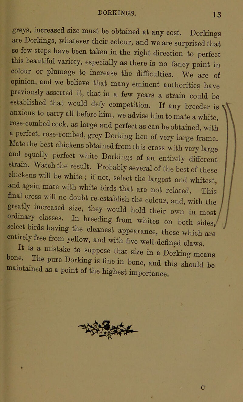 DORKINGS. greys, increased size must be obtained at any cost. Dorkings are Dorkings, whatever their colour, and we are surprised that so few steps have been taken in the right direction to perfect this beautiful variety, especially as there is no fancy point in colour or plumage to increase the difficulties. We are of opinion, and we believe that many eminent authorities have previously asserted it, that in a few years a strain could be established that would defy competition. If any breeder is anxious to carry all before him, we advise him to mate a white, rose-combed cock, as large and perfect as can be obtained, with a perfect, rose-combed, grey Dorking hen of very large frame. Mate the best chickens obtained from this cross with very large and equally perfect white Dorkings of an entirely different strain. Watch the result Pi-nl-ioKiv 1 , ,, strain. Watch the result. Probably several of the best of these chickens wih be white ; if not, select the largest and whitest, OV1/-1 n J J 'll 1. , . _ and again mate with white birds that are not related This’ final cross will no doubt re-establish the colour, and, with the are not related. This It is a mistake to suppose that size hi a D bone. The pure Dorking is fine in bone, and tl maintained as a point of the highest importance. r nve well-defined claws is a mistake to suppose that size hi a Doi-king means The pure Dorking is fine in bone, and this should be c