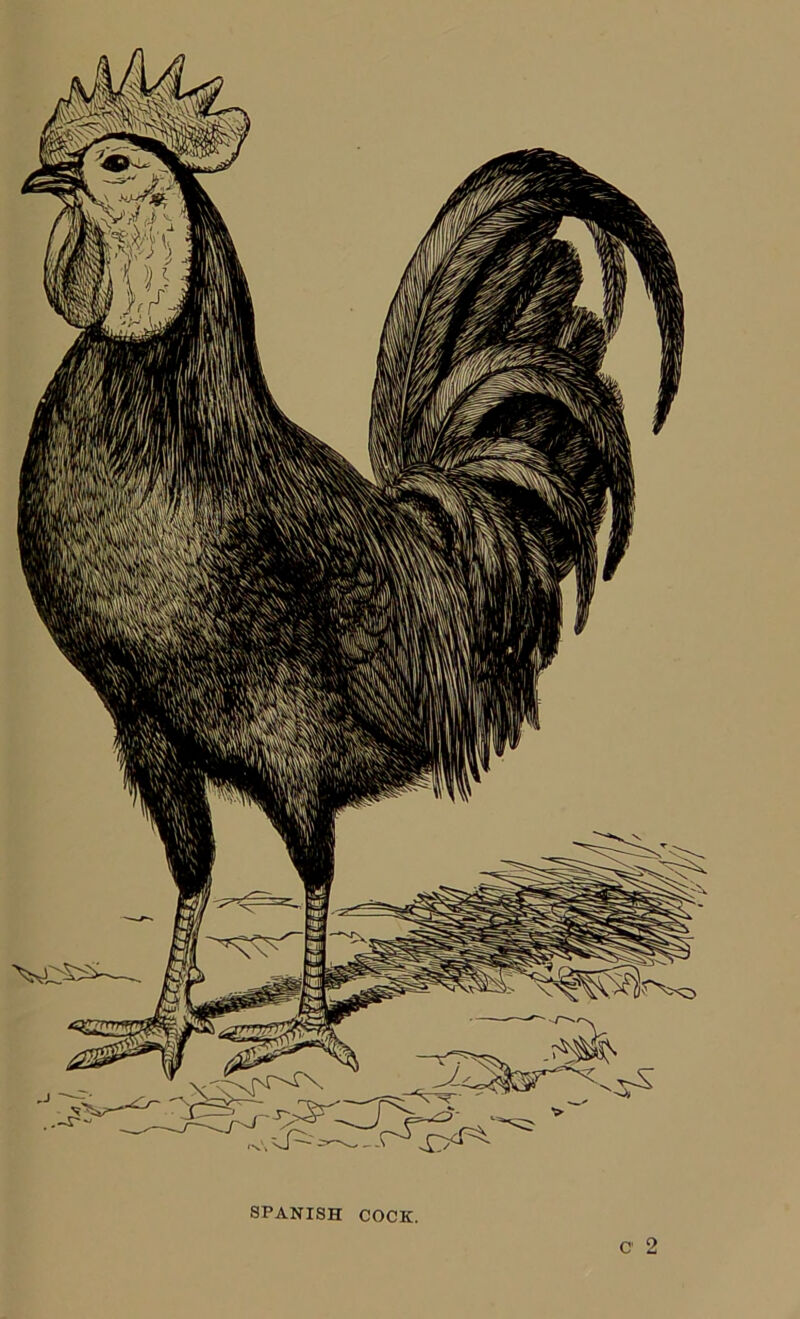 a 2 SPANISH COCK.