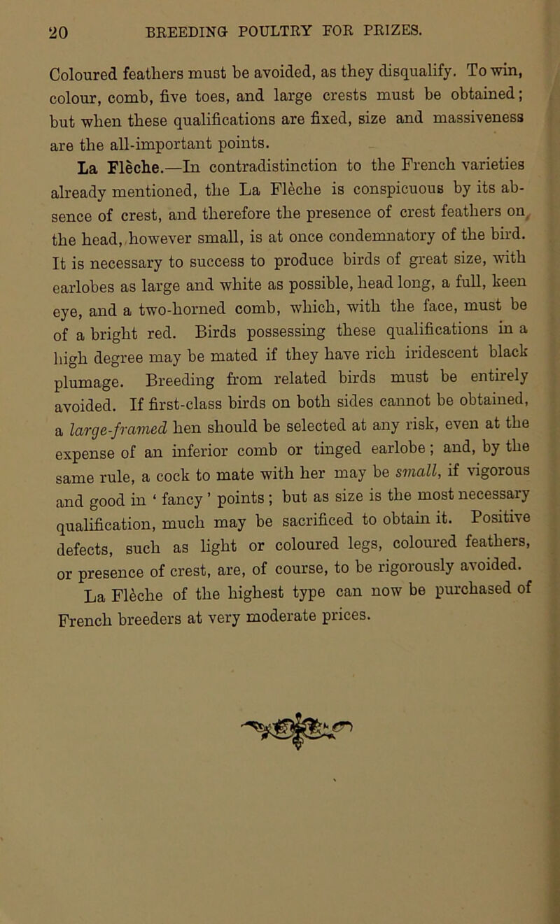 Coloured feathers must be avoided, as they disqualify. To win, colour, comb, five toes, and large crests must be obtained; but when these qualifications are fixed, size and massiveness are the all-important points. La Fleche.—In contradistinction to the French varieties already mentioned, the La Fleche is conspicuous by its ab- sence of crest, and therefore the presence of crest feathers on the head, however small, is at once condemnatory of the bird. It is necessary to success to produce birds of great size, with earlobes as large and white as possible, head long, a full, keen eye, and a two-horned comb, which, with the face, must be of a bright red. Birds possessing these qualifications in a high degree may be mated if they have rich iridescent black plumage. Breeding from related birds must be entirely avoided. If first-class birds on both sides cannot be obtained, a large-framed hen should be selected at any risk, even at the expense of an inferior comb or tinged earlobe; and, by the same rule, a cock to mate with her may be small, if vigorous and good in ‘ fancy ’ points ; but as size is the most necessary qualification, much may be sacrificed to obtain it. Positive defects, such as light or coloured legs, coloured feathers, or presence of crest, are, of course, to be rigorously avoided. La Fleche of the highest type can now be purchased of French breeders at very moderate prices.