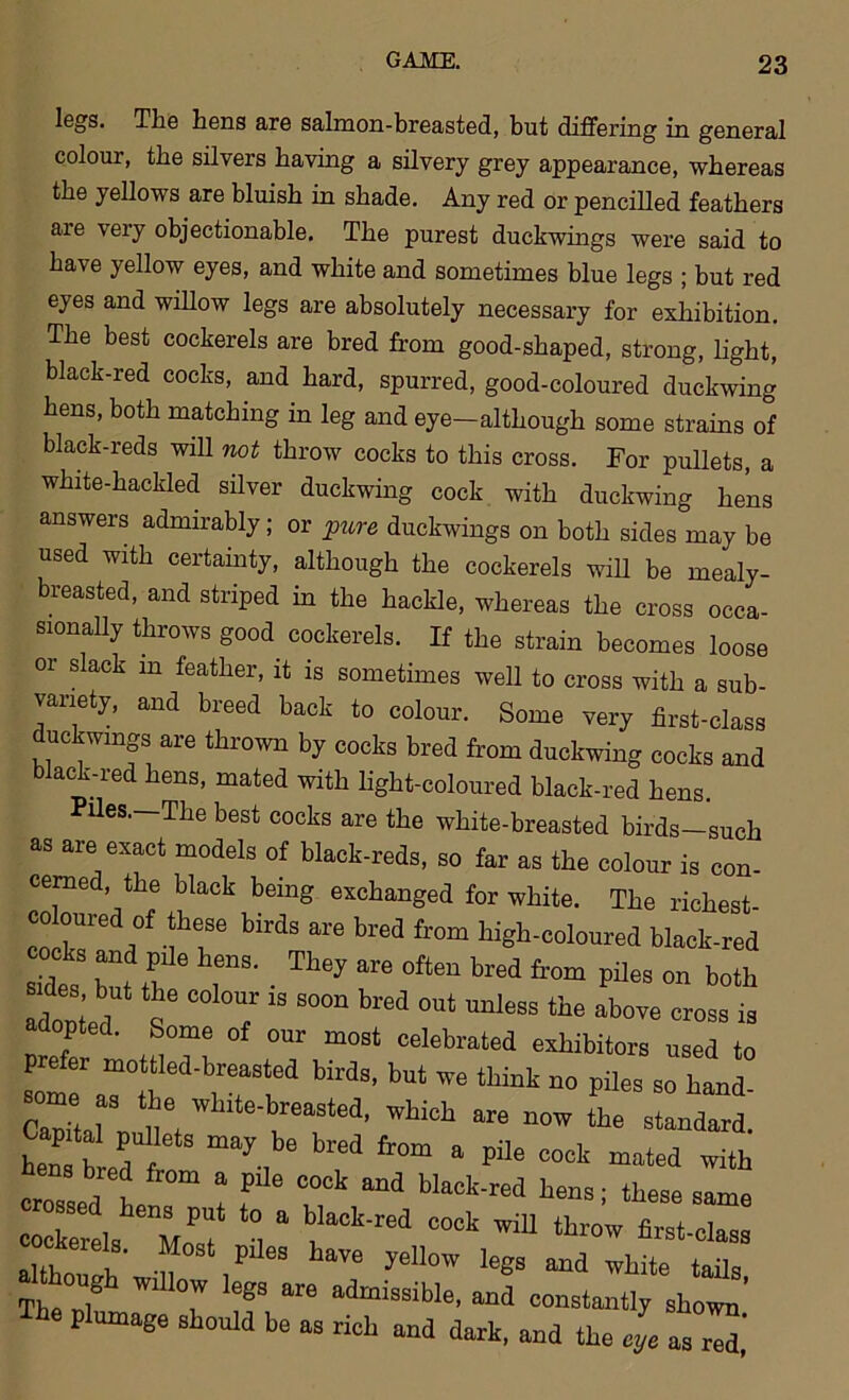 legs. The hens are salmon-breasted, but differing in general colour, the silvers having a silvery grey appearance, whereas the yellows are bluish in shade. Any red or pencilled feathers are very objectionable. The purest duckwings were said to have yellow eyes, and white and sometimes blue legs ; but red eyes and willow legs are absolutely necessary for exhibition. The best cockerels are bred from good-shaped, strong, light, black-red cocks, and hard, spurred, good-coloured duckwing hens, both matching in leg and eye—although some strains of black-reds will not throw cocks to this cross. For pullets, a white-hackled silver duckwing cock with duckwing hens answers admirably; or pure duckwings on both sides may be used with certainty, although the cockerels will be mealy- breasted, and striped in the hackle, whereas the cross occa- sionally throws good cockerels. If the strain becomes loose - or slack m feather, it is sometimes well to cross with a sub- variety, and breed back to colour. Some very first-class duckwings are thrown by cocks bred from duckwing cocks and black-red hens, mated with light-coloured black-red hens. Piles. The best cocks are the white-breasted birds-such as are exact models of black-reds, so far as the colour is con- cerned, the black being exchanged for white. The richest- “0f fer birdS are bred from ^-coloured black-red but H T ■ ^ ”e °ftCn bred fr0m piks 011 both Sb;‘ tbe C0l0u; 18 S00n bred “*>ss tie above cross is adopted. Some of our most celebrated exhibitors used to ePomerartb6d'blT‘l!a b‘ We “° piles 80 b“d- c t?e, wh.te-breasted, which are now the standard. to bredl , br<id fr°“ 8 Pile «“* “a‘ed with hens bred from a pile cock and black-red hens- these same MoP:‘ % a r™3 COek WiU fcet.cll although m ,P “ have yellow legs and white tails The m 7 88 “re admissibIe. and constantly shown' The plumage should be as rich and dark, and the eye as r^'