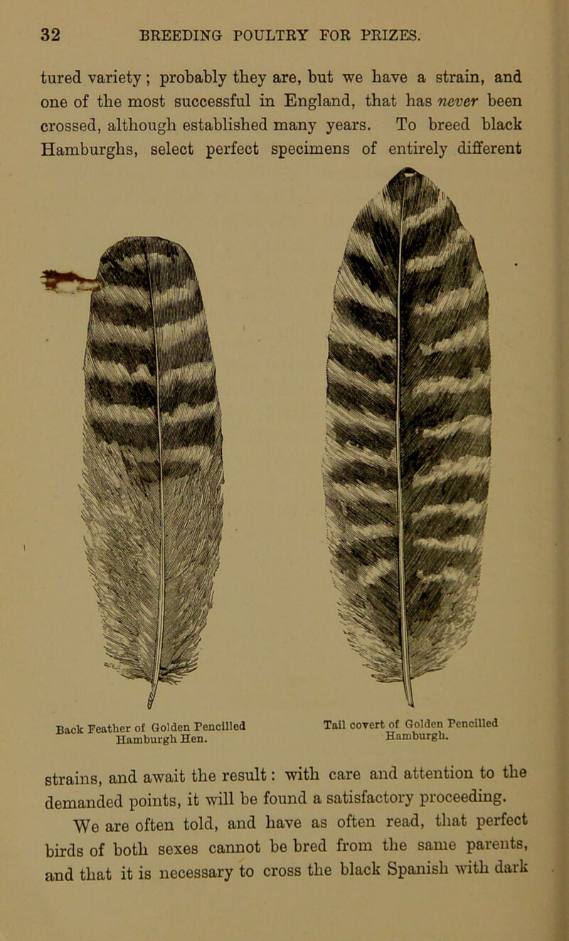 tured variety; probably they are, but we have a strain, and one of the most successful in England, that has never been crossed, although established many years. To breed black Hamburghs, select perfect specimens of entirely different Back Feather of Golden Pencilled Tail covert of Golden Pencilled Hamburgh Hen. Hamburgh. strains, and await the result: with care and attention to the demanded points, it will be found a satisfactory proceeding. We are often told, and have as often read, that perfect birds of both sexes cannot be bred from the same parents, and that it is necessary to cross the black Spanish with dark