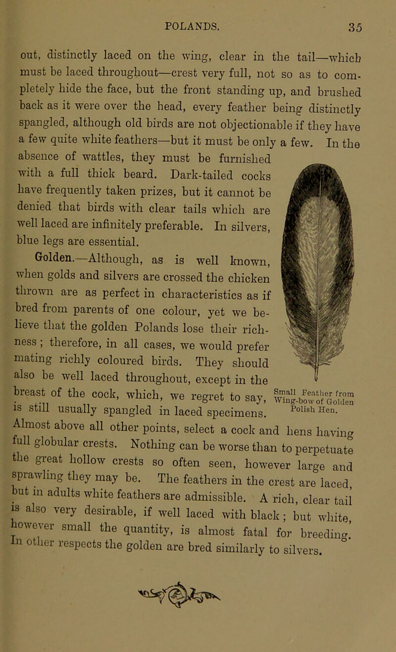 out, distinctly laced on the wing, clear in the tail—which must be laced throughout—crest very full, not so as to com- pletely hide the face, but the front standing up, and brushed back as it were over the head, every feather being distinctly spangled, although old birds are not objectionable if they have a few quite white feathers—but it must be only a few. In the absence of wattles, they must be furnished with a full thick beard. Dark-tailed cocks have frequently taken prizes, but it cannot be denied that birds with clear tails which are well laced are infinitely preferable. In silvers, blue legs are essential. Golden. Although, as is well known, when golds and silvers are crossed the chicken thrown are as perfect in characteristics as if bred from parents of one colour, yet we be- lieve that the golden Polands lose their rich- ness ; therefore, in all cases, we would prefer mating richly coloured birds. They should also be well laced throughout, except in the breast of the cock, which, we regret to say, mZ^Tof0iden IS still usually spangled in laced specimens. Polish Hen- Almost above all other points, select a cock and hens having full globular crests. Nothing can be worse than to perpetuate the great hollow crests so often seen, however large and sprawling they may be. The feathers in the crest are laced, but m adults white feathers are admissible. A rich, clear tail is also very desirable, if well laced with black ; but white, however small the quantity, is almost fatal for breeding.’ n other respects the golden are bred similarly to silvers.