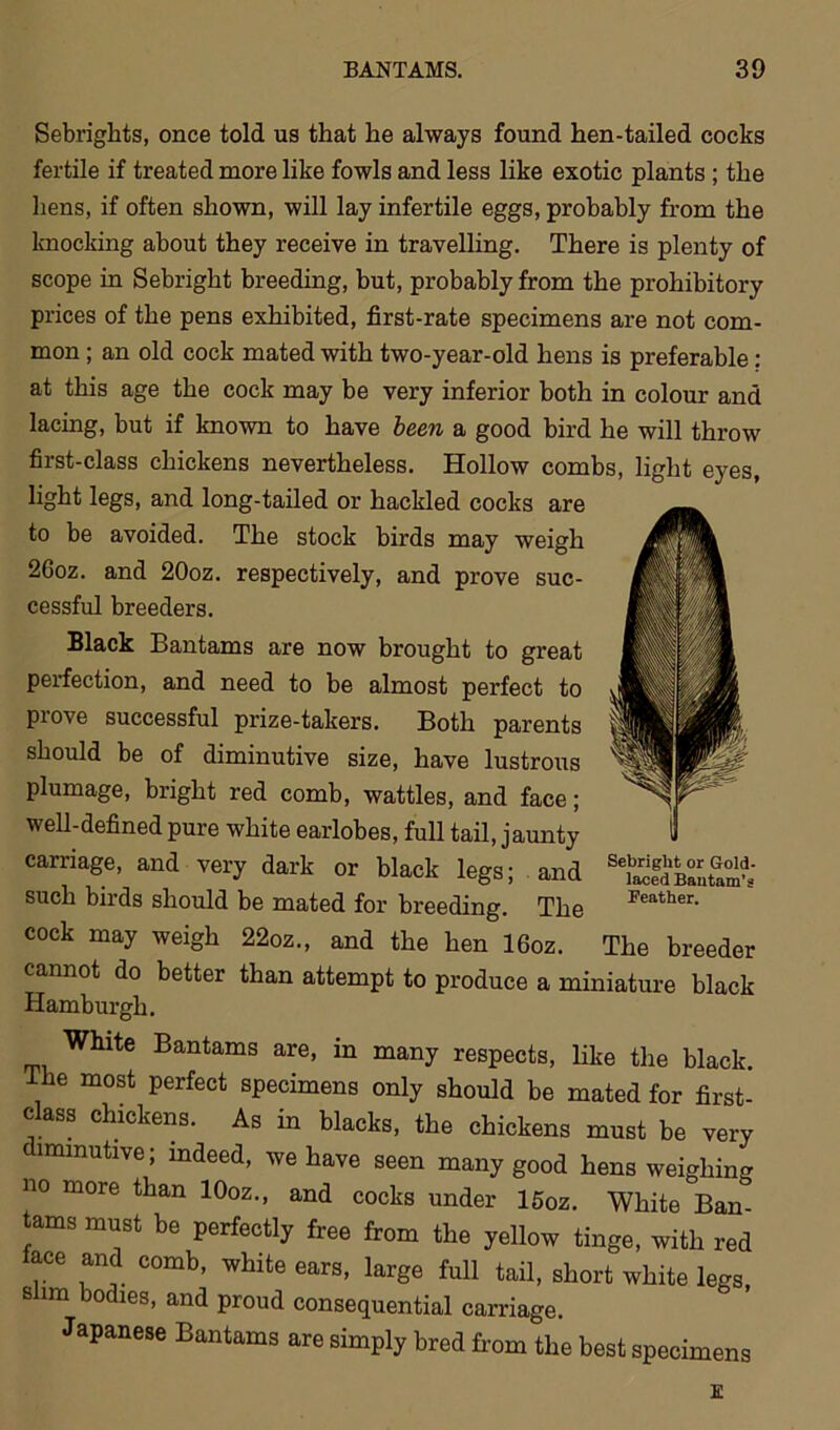 Sebrights, once told us that he always found hen-tailed cocks fertile if treated more like fowls and less like exotic plants ; the liens, if often shown, will lay infertile eggs, probably from the knocking about they receive in travelling. There is plenty of scope in Sebright breeding, but, probably from the prohibitory prices of the pens exhibited, first-rate specimens are not com- mon ; an old cock mated with two-year-old hens is preferable : at this age the cock may be very inferior both in colour and lacing, but if known to have been a good bird he will throw first-class chickens nevertheless. Hollow combs, light eyes, light legs, and long-tailed or hackled cocks are to be avoided. The stock birds may weigh 26oz. and 20oz. respectively, and prove suc- cessful breeders. Black Bantams are now brought to great perfection, and need to be almost perfect to piove successful pi’ize-takers. Both parents should be of diminutive size, have lustrous plumage, bright red comb, wattles, and face; well-defined pure white earlobes, full tail, jaunty carriage, and very dark or black legs; and such birds should be mated for bi’eeding. The cock may weigh 22oz., and the hen 16oz. cannot do better than attempt to produce a miniature black Hamburgh. White Bantams are, in many respects, like the black. The most perfect specimens only should be mated for first- class chickens. As in blacks, the chickens must be very diminutive; indeed, we have seen many good hens weighing no more than 10oz., and cocks under 15oz. White Ban- tams must be perfectly free from the yellow tinge, with red face and comb, white ears, large full tail, short white legs, slim bodies, and proud consequential carriage. Japanese Bantams are simply bred from the best specimens Sebright or Gold- laced Bantam's Feather. The breeder