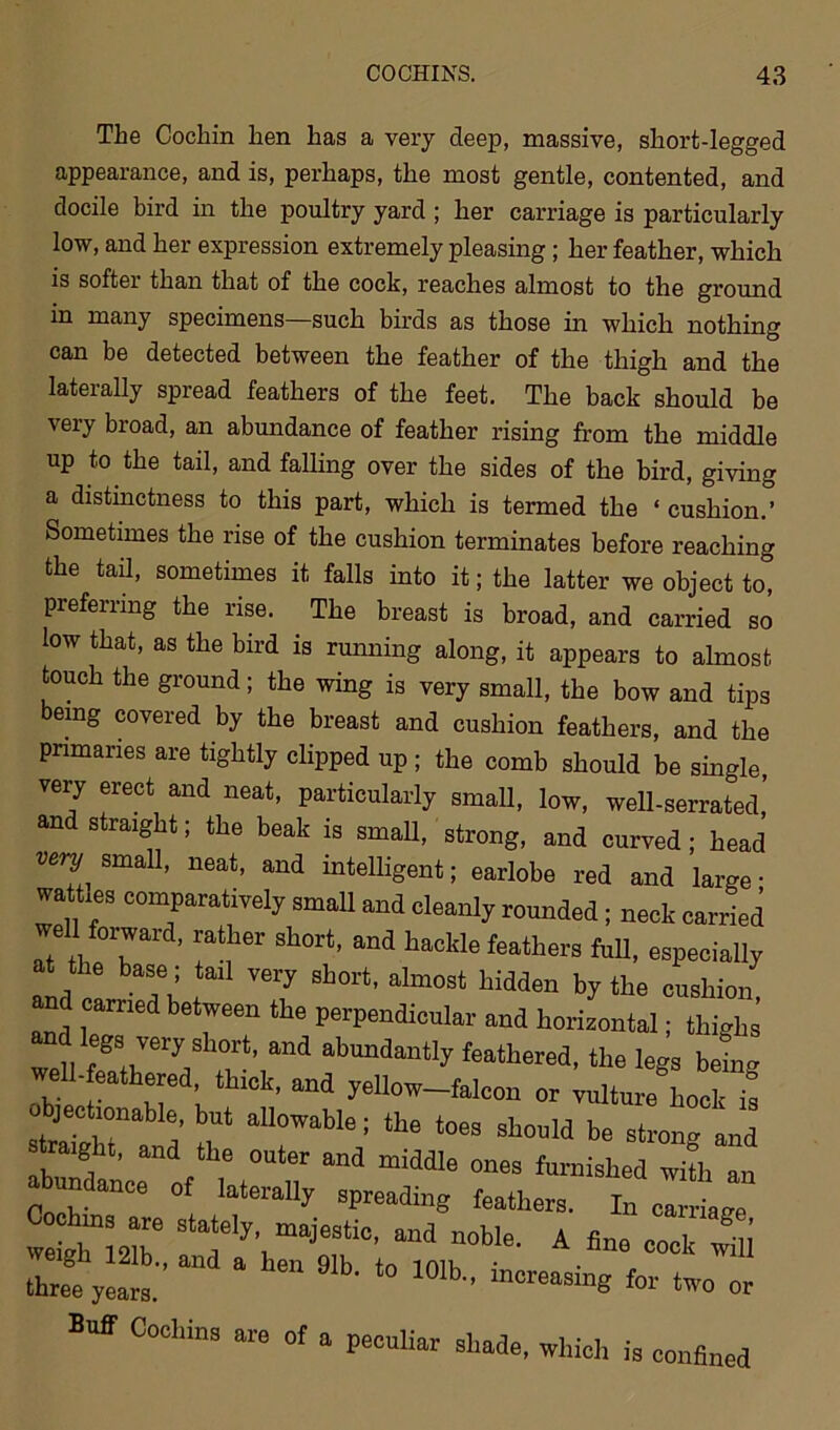 The Cochin hen has a very deep, massive, short-legged appearance, and is, perhaps, the most gentle, contented, and docile bird in the poultry yard; her carriage is particularly low, and her expression extremely pleasing ; her feather, which is softer than that of the cock, reaches almost to the ground in many specimens—such birds as those in which nothing can be detected between the feather of the thigh and the laterally spread feathers of the feet. The back should be very broad, an abundance of feather rising from the middle up to the tail, and falling over the sides of the bird, giving a distinctness to this part, which is termed the ‘ cushion.’ Sometimes the rise of the cushion terminates before reaching the tail, sometimes it falls into it; the latter we object to, preferring the rise. The breast is broad, and carried so low that, as the bird is running along, it appears to almost touch the ground; the wing is very small, the bow and tips emg covered by the breast and cushion feathers, and the primaries are tightly clipped up ; the comb should be single, very erect and neat, particularly small, low, well-serrated,’ and straight; the beak is small, strong, and curved; head very small, neat, and intelligent; earlobe red and large ■ wattles comparatively small and cleanly rounded ; neck carried well forward, rather short, and hackle feathers full, especially the base; tail very short, almost hidden by the cushion and Z I™? the Perpendi0Ular and horizontal; thighs and legs very short, and abundantly feathered, the legs being well-feathered, thick, and yellow-falcon or vulture hock is jectionable, but allowable; the toes should be strong and straight, and the outer and middle ones furnished with an abidance of laterally spreading feathers. In c!rLe weighmi21be 1elyVmajeStiC> and n0ble- A ** cock will a 91b' t0 101b „ Buff Cochin, are of a peculiar shade, which is confined