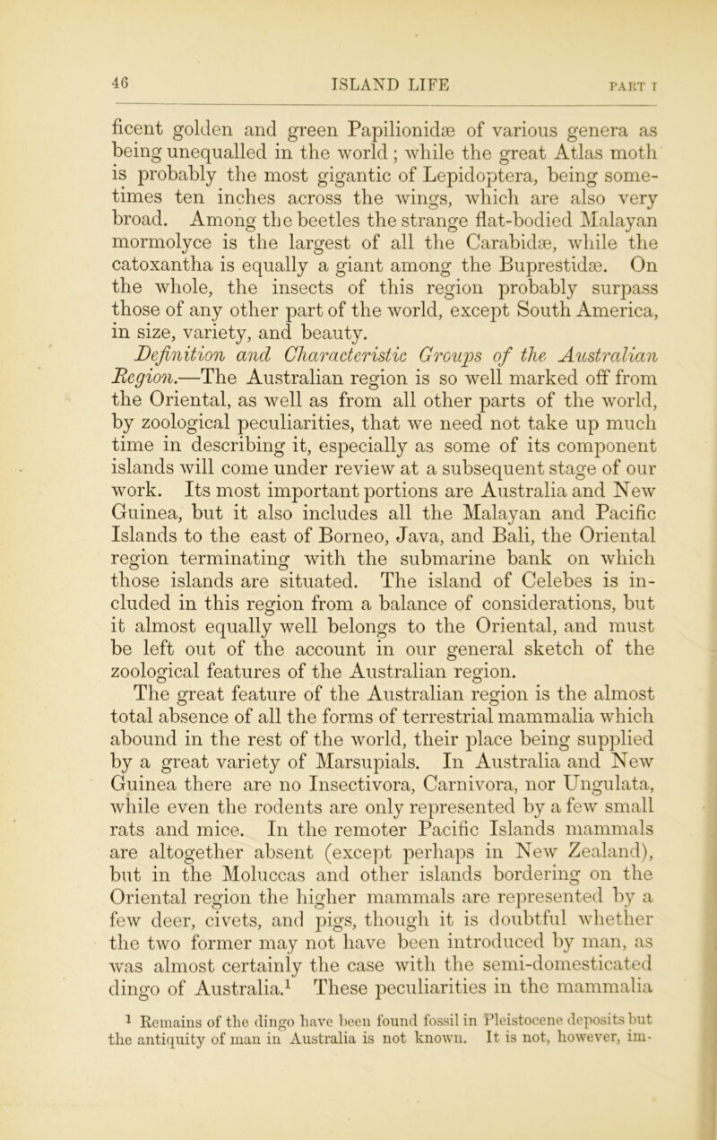 ficent golden and green Papilionidse of various genera as being unequalled in the world; while the great Atlas moth is probably the most gigantic of Lepidoptera, being some- times ten inches across the wings, which are also very broad. Among the beetles the strange flat-bodied Malayan mormolyce is the largest of all the Carabidse, while the catoxantha is equally a giant among the BupreStida3. On the whole, the insects of this region probably surpass those of any other part of the world, except South America, in size, variety, and beauty. Definition and Characteristic Groups of the Australian Region.—The Australian region is so well marked off from the Oriental, as well as from all other parts of the world, by zoological peculiarities, that we need not take up much time in describing it, especially as some of its component islands will come under review at a subsequent stage of our work. Its most important portions are Australia and New Guinea, but it also includes all the Malayan and Pacific Islands to the east of Borneo, Java, and Bali, the Oriental region terminating with the submarine bank on which those islands are situated. The island of Celebes is in- cluded in this region from a balance of considerations, but it almost equally well belongs to the Oriental, and must be left out of the account in our general sketch of the zoological features of the Australian region. The great feature of the Australian region is the almost total absence of all the forms of terrestrial mammalia which abound in the rest of the world, their place being supplied by a great variety of Marsupials. In Australia and New Guinea there are no Insectivora, Carnivora, nor Ungulata, while even the rodents are only represented by a few small rats and mice. In the remoter Pacific Islands mammals are altogether absent (except perhaps in New Zealand), but in the Moluccas and other islands bordering on the Oriental region the higher mammals are represented by a few deer, civets, and pigs, though it is doubtful whether the two former may not have been introduced by man, as was almost certainiy the case with the semi-domesticated dingo of Australia.1 These peculiarities in the mammalia 1 Remains of the dingo have been found fossil in Pleistocene deposits but the antiquity of man in Australia is not known. It is not, however, im-