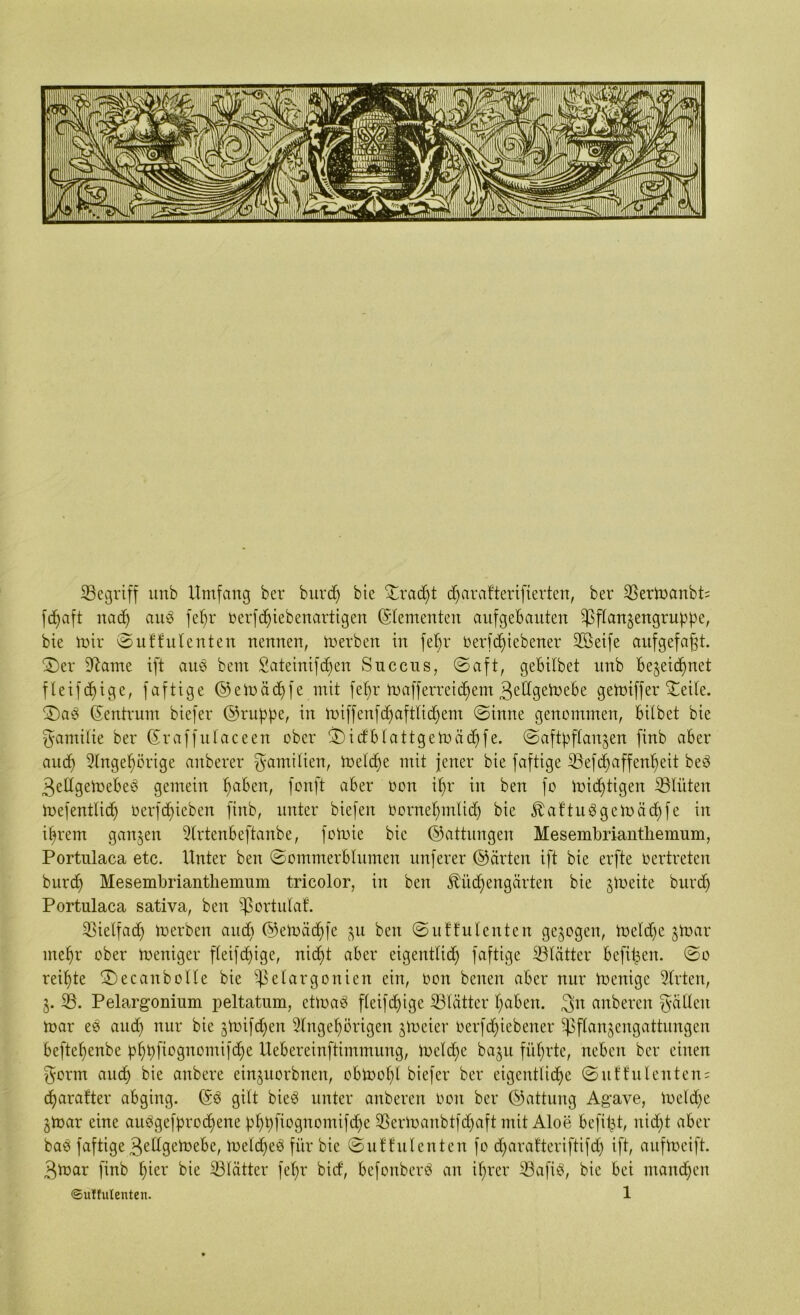 ^Begriff unb Umfang ber burd) bie ©racpt djarafterifierten, ber 33ermanbt= fdjaft nacp attb fepr oerfdjiebenartigen Elementen aufgebauten Pftan^engruppe, bie mir ©uffulenten nennen, merben in fepr Oerfcpiebener 28eife attfgefafp. 2)er 9?ame ift au$ bem Sateinifdjen Succus, ©aft, gebilbet unb bejeicpnet fleifcpige, faftige ©emäcpfe mit fepr mafferreidpem 3edgeümbe gemiffer £eile. $Da3 (Zentrum biefer ©nippe, in miffenfdfaftlidjem ©inne genommen, bitbet bie Familie ber ©raffutaceen ober ©)idbtattgemiid)fe. ©aftpftangen finb aber aucp 3lngepörige anberer Familien, toelcpe mit jener bie faftige 33efcpaffenpeit beb 3edgemebeb gemein paben, fonft aber Oon ipr in ben fo mid)tigen ^Blüten mefentlicp Oerfd)ieben finb, unter biefen Oornepmlid) bie Jbattuögemädffe in iprern ganzen ütrtenbeftanbe, fomie bie ©attungen Mesembrianthemum, Portulaca etc. Unter ben ©ommerblumen nuferer ©arten ift bie erfte Oer treten burd) Mesembrianthemum tricolor, in beit ^üdfengärten bie jUaeite burd) Portulaca sativa, ben Portulaf. 33ie(facf) merben and) ©emäcpfe gu ben ©uffulenten gezogen, meldpc gmar mepr ober toeniger fleifcpige, nicpt aber eigentlidj faftige iölätter befipen. ©o reipte ©)ecan bolle bie Pelargonien ein, oon beiten aber nur toenige Slrten, g. 33. Pelargonium peltatum, etioab fteifcpige 33lätter paben. 3n anberen fallen mar eb aucp nur bie gmifcpen 2Ingepörigen gmeier Oerfcpiebener Pflangengattungen beftepenbe pppfiognomifdpe Uebereinftimmung, melcpe bagu füprte, neben ber einen $crm and) bie anbere einguorbnen, obmopl biefer ber eigentlicpe ©uffulcnten; cparafter abging, ©b gilt bieb unter anberen oon ber ©attung Agave, meldpe gmar eine auögefprocpene pppfiognomifdpe 33ermanbtfdpaft mit Aloe befipt, nicpt aber bas faftige 3edgemebe, toeldpeö für bie ©uffulenten fo cparafteriftifcp ift, aufmeift. 3mar finb pier bie 23lätter fepr bid, befonberö an iprer 23afi3, bie bei mancpen