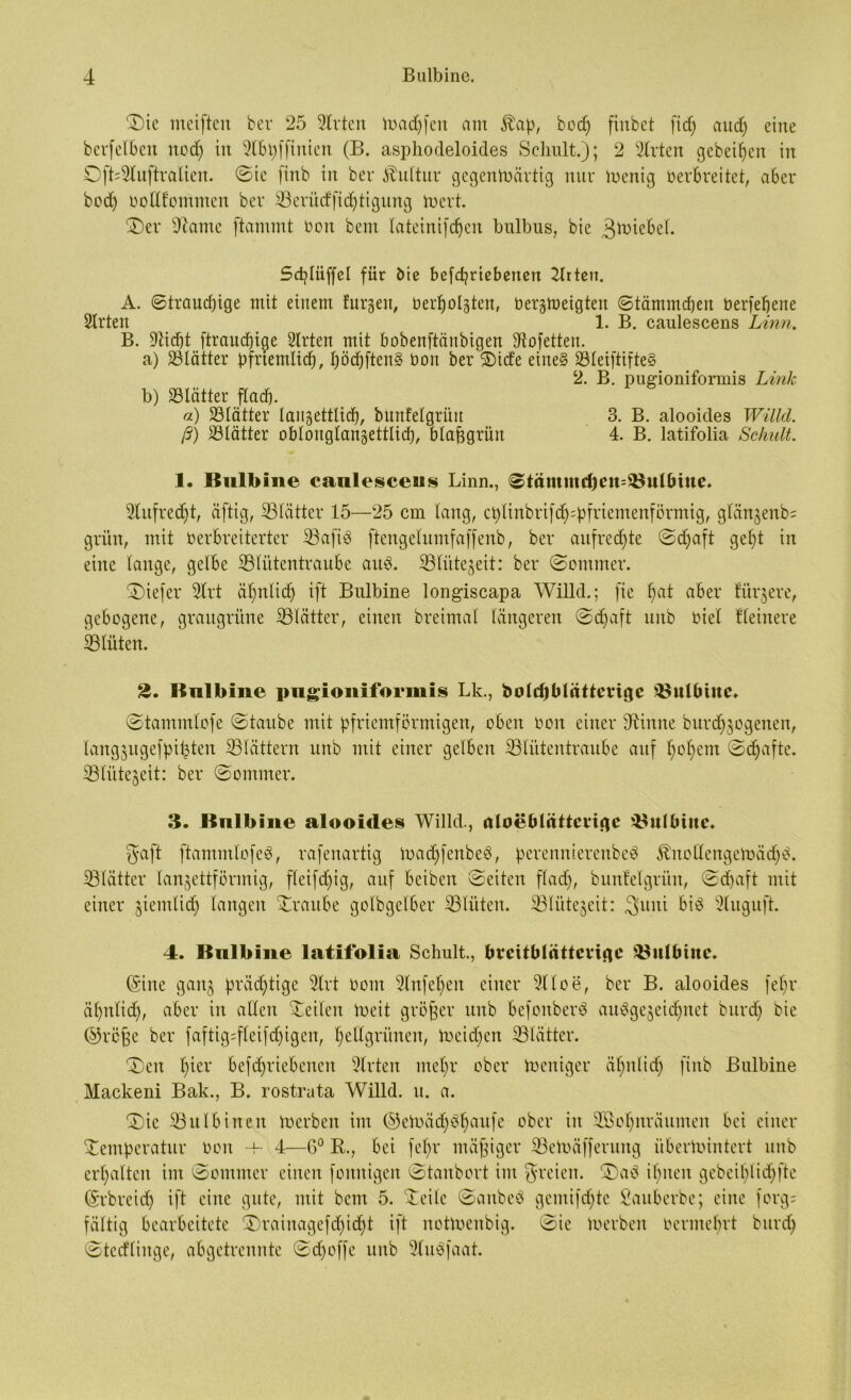 T)ic mciftcn bev 25 Sitten Ivacffen am $ap, bod) ftnbet ficf; and) eine berfelben itod) in Slbpffinien (B. asphodeloides Schult.); 2 Sitten gebeten in SfLSluftralien. Sie finb in bet Kultur gegenwärtig nur Wenig verbreitet, aber bcd) vollkommen ber S3erücffid)tigung inert. T)er «Warne ftammt von bem lateinifdjen bulbus, bie 3wiebel. Scplüffel für bie befcfrtebenen 2Irten. A. ©traudjige mit einem furgen, verfolgten, Vergtoeigten ©tämmdjen Verfefene Sitten 1. B. caulescens Linn. B. üftidjt ftraucfige Sitten mit bobenftänbigen Stafetten. a) Blätter pfriemlicf, föcfften§ von ber Tide eine§ Söleiftifte§ 2. B. pugioniformis Link b) SSlätter fladj. a) 23Iätter langettlicf, bunfelgrüit 3. B. alooides Willd. ß) ^Blätter oblouglangettlid), blafegrün 4. B. latifolia Schult. 1. Bulbine caulesceus Linn., 0tämmd)ett=&ulfHne. Slufrecft, äftig, S3Iätter 15—25 cm lang, cplinbrifcf^pfriemenförmig, glängenb; grün, mit Verbreiterter Säafiö ftcngelumfaffenb, ber aufrechte Sdjaft geft in eine lange, gelbe Sdlütentraube aiW. iBlütegeit: ber (Sommer. tiefer SIrt äfnlicf ift Bulbine longiscapa Willd.; fie fat aber kürzere, gebogene, graugrüne (Blatter, einen breimal längeren Sdjaft unb viel Heinere «Blüten. 2. Bulbine pugioniformis Lk., bolcfblnttenge üöulbiue» Stammlofe Staube mit pfriemförmigen, oben von einer dünne burdjgogenen, langgugefpitjten Blättern unb mit einer gelben Blütentraube auf fofem Sdjafte. iBIütegeit: ber Sommer. 3. Bulbine alooicles Willd., aloeblättevigc Bulbine. fjaft ftammlofeS, rafenartig Wadffenbeö, perennierenbeä fönotlengeWäcfö. SBIätter lanzettförmig, fleifdfig, auf beiben Seiten fladj, bunfelgrüit, Sdjaft mit einer giemlicf langen Traube golbgelber Blüten. äBIütegeit: 3>uni bta Sluguft. 4. Bulbine latifolia Schult., brcitblätteeigc Bulbine. (Sine ganz püidjtige SIrt vom SInfefen einer Slloe, ber B. alooides fefr äfnlid), aber in allen teilen Weit größer unb befonberS ausgezeichnet burd) bie ©röfje ber faftig=fleifd)igen, fellgrünen, Weidjen Blätter. Sen hier befdjriebenen Sitten mefr ober Weniger äfnlidf finb Bulbine Mackeni Bak., B. rostruta Willd. u. a. (Sie Bulb inen Werben im ©eWädjdfaufe ober in SBofnräitmen bei einer Temperatur von -f- 4—6° R., bei fefjr mäßiger BeWäfferung überwintert unb erhalten im Sommer einen fomtigen Stanbort im freien. Sab ifiten gebeiflicffte (Srbretd) ift eine gute, mit bem 5. Teile Sanbeö gemifcfte Sauberbe; eine |org= faltig bearbeitete T)rainagefcficft ift nottaenbig. Sie Serben vermehrt burd) Sterlinge, abgetrennte Schöffe uitb Sluöfaat.