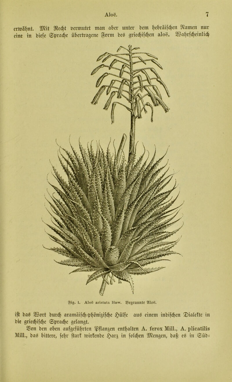 ift baS 2ßort burd) aramäif^fjöni^ifcfye §ülfe auö einem inbifcfyen ©ialefte in bie gried)ifd)e ©pradje gelangt. $on ben oben aufgefüfyrten ^sflanjen enthalten A. ferox Mill., A. plicatilis Mill., baö bittere, fef)r ftarf mirfenbe §aq in folgen Mengen, ba§ eö in ©üb= ertoatynt. 2ftit 9?ed)t ocrmntct man aber unter bem fyebräifdjen tarnen nur eine in biefe ©prad>e übertragene gorm bcö gricd)ifd)en aloe. 2öat;r(d)einlid> fttg. L. Aloe aristata Haw. 93egrannte 2Uoe.