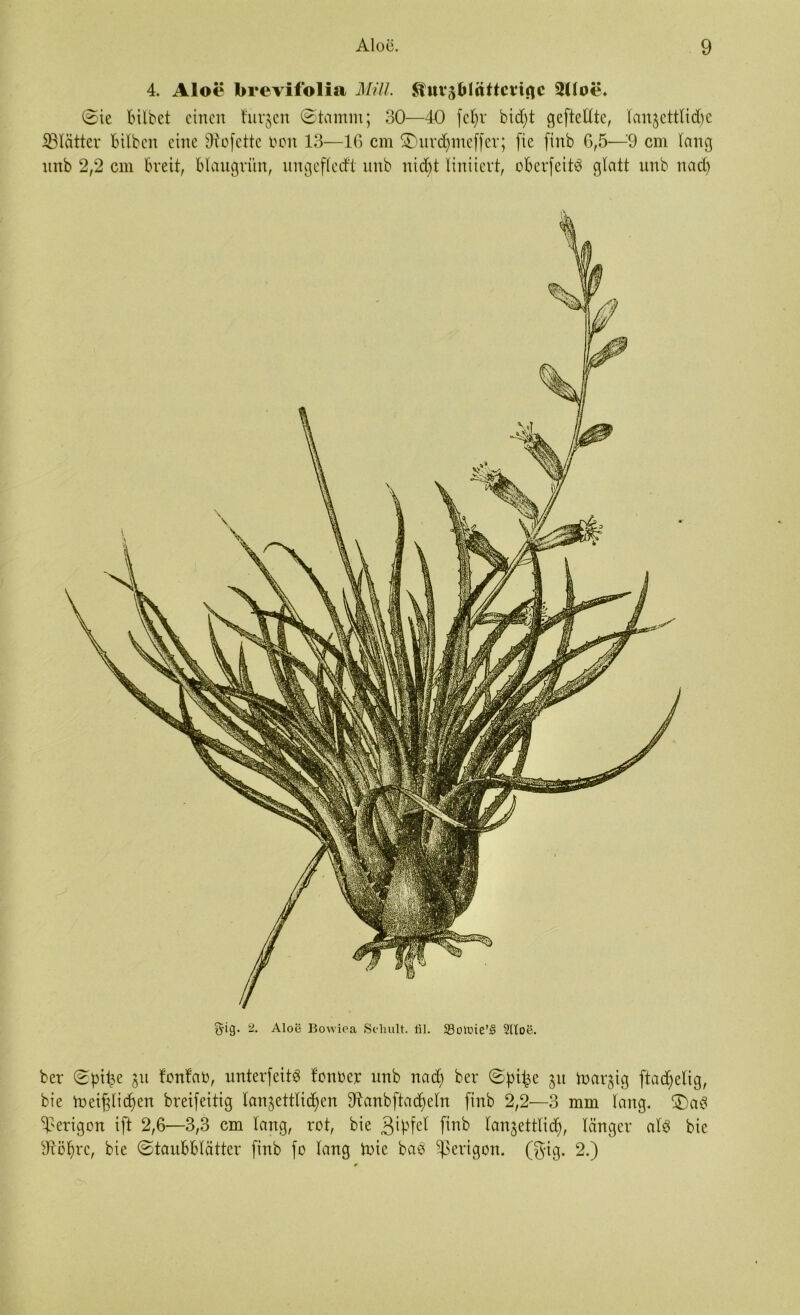 4. Aloe brevifolia Mül. ^uv^blöttmac 2Uoe* ©ie bilbet eilten t'urjen ©tamrn; 30—40 fefyr bid)t geftellte, lan§ettlid)e ißlätter bilbett eine Büfette nett 13—16 cm $T)urd)meffer; fic finb 6,5—9 cm lang nnb 2/2 cm breit, blaugrün, ungefledt nnb nicht liniievt, überfein glatt unb ttad) ^-ig. 2. Aloe Bowiea Schult, fil. $8otoie’3 Sltoe. ber ©pifce gtt fonfato, unterfeitS fonner nnb nad) ber ©pii^e gn markig ftadjelig, bie toeifdidjen breifeitig lanjettlid^en 9tanbftad)eln finb 2,2—3 mm lang. ©)a3 ^erigon ift 2,6—3,3 cm lang, rot, bie 3tyfel finb lan^ettlid), länger al$ bie IRöfirc, bie ©taubblätter finb fo lang toie ba$ ^erigon. (gig. 2.)