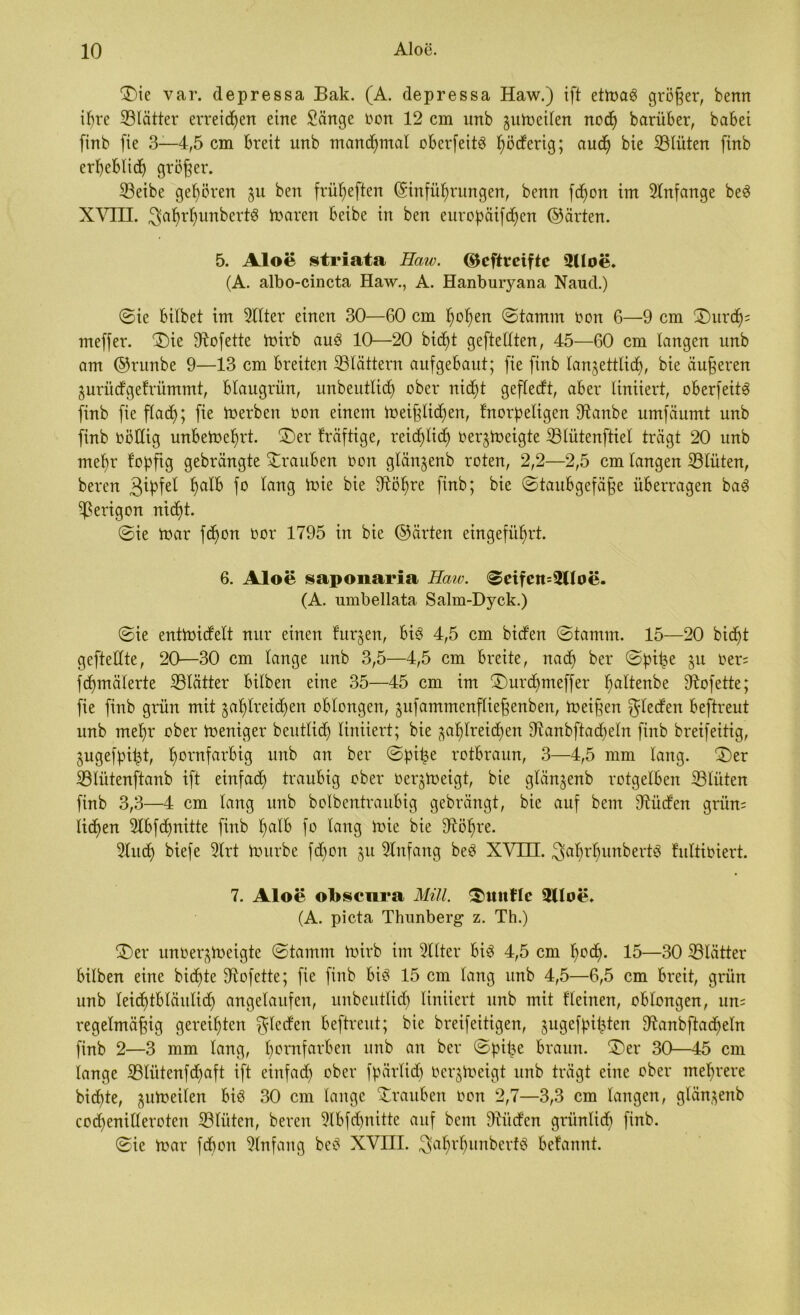 £>ie var. depressa Bak. (A. depressa Haw.) ift etma3 größer, benn ihre SBlätter erreichen eine Sänge Oon 12 cm nnb zumeilen nod) barüber, babei finb (ie 3—4,5 cm breit itnb manchmal überfein höderig; auch bie ©lüten finb erheblich größer. S3eibe gehören zu ben früf)eften Einführungen, benn fd)on im Anfänge be3 XVIII. ^ahrtmnbertö maren beibe in ben europäifdjen ©arten. 5. Aloe striata Haw. ©cftreiftc 5Uoe. (A. albo-cincta Haw., A. Hanburyana Naud.) ©ie bilbet im 2llter einen 30—60 cm hohen @tamm oon 6—9 cm £)urd)= meffer. ®ie 9iofette Voirb auö 10—20 bid)t gefteüten, 45—60 cm langen unb am ©ntnbe 9—13 cm breiten blättern aufgebaut; fie finb lanjettlid), bie äußeren Zurüdgefrümmt, blaugrün, itnbeutlid) ober nicht geftedt, aber liniiert, oberfeitS finb fie flach; fte Serben oon einem meißlichen, fnorpeligen 9tanbe umfäumt unb finb bötlig unbemelmt. £)er Iräftige, reid)lid) oerzmeigte SBlütenftiel trägt 20 unb mehr fopftg gebrängte Trauben Oon glänzenb roten, 2,2—2,5 cm langen Blüten, beren 3ipfel ha^ f° fang 9^öhre finb; bie ©taubgefäße überragen ba3 ©erigon nicht. ©ie mar fd^on oor 1795 in bie ©ärten eingeführt. 6. Aloe saponaria Haiv. ©eifen=$l!oe. (A. umbellata Salm-Dyck.) ©ie entmidelt nur einen furzen, bis 4,5 cm biden ©tamm. 15—20 bicht geftellte, 20—30 cm lange unb 3,5—4,5 cm breite, nach her ©pihe Su Oer= fchmälerte SBlätter bilben eine 35—45 cm im £)urd)meffer ha^en^e SRofette; fie finb grün mit zahlreichen oblongen, zufammenfließenben, meinen Rieden beftreut unb mehr ober Weniger beutlidh liniiert; bie zahlreichen SRanbftadjeln finb breifeitig, Zugefpifü, hDrnfar^S unb an ^ev rotbraun, 3—4,5 mm lang. ©>er ©lütenftanb ift einfach traubig ober Oergmeigt, bie glänzenb rotgelben Blüten finb 3,3—4 cm lang unb bolbentraubig gebrängt, bie auf bem fRüden grün= liehen 2lbfd)nitte finb lml& fo lang mie bie fRöhre. 2lud) biefe 3lrt mürbe fd)on zu Einfang be3 XVin. 3ahrl)unbertg fultioiert. 7. Aloe otosenra Mül. ^mtfle 3lloe. (A. picta Thunberg z. Th.) ®er unoerztoeigte ©tamm mirb im Sllter bi1? 4,5 cm hoch- 15—30 ©Kitter hüben eine bid)te fRofette; fie finb bis 15 cm lang unb 4,5—6,5 cm breit, grün unb teidübläulid) angelaufen, unbeutlid) liniiert unb mit flehten, oblongen, un= regelmäßig gereihten Rieden beftreut; bie breifeitigen, zugefpi^ten SRanbjladheln finb 2—3 mm lang, h°rnfarben unb an ber ©pitje braun. 2)er 30—45 cm lange ©lütenfdjaft ift einfad) ober fpärlid) Oerzmeigt unb trägt eine ober mehrere biente, zumeilen bis 30 cm lange Trauben oon 2,7—3,3 cm langen, glänzenb cochenilleroten ©litten, beren 9lbfchnitte auf bem Diitden grünlich finb. ©ie mar fdbon Einfang beS XVIII. 3af)rhunbertS befannt.
