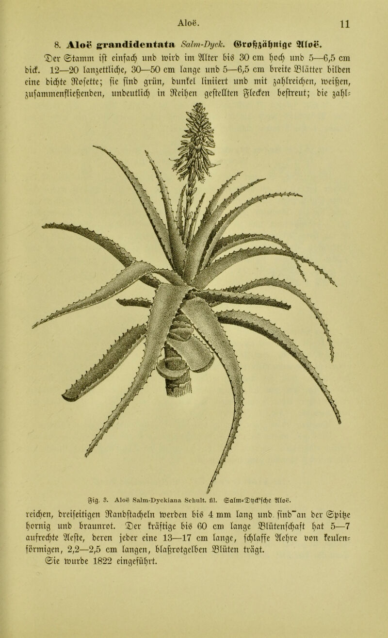 8. Aloe grandidentata Salm-Dyck. <£$tofj?$ä()!tt$c 2Uoe» ®er ©tamm ift einfad) nnb mirb im Sitter Bi3 30 cm t)od) itnb 5—6,5 cm bid. 12—20 Ian§ettlid)e, 30—50 cm lange itnb 5—6,5 cm Breite SBlätter Bilben eine bid)te ffrofette; (ie finb grün, bunfel liniiert nnb mit ^atytreicfyen, meinen, jufamtnenfliefienben, unbeuttid) in 9^cil;en gefteCtten gleden Beftreut; bie jat)t; gig. 3. Aloe Salm-Dyckiana Schult, fil. ©alms$t)cf’fd)e 9lIoe. reifen, breifeitigen fRanbftad)etn merben Bi3 4 mm lang nnb. finban ber ©pitje f)crnig unb Braunrot. ®er fräftige Bi3 60 cm tauge ^Btütenfcfyaft f)at 5—7 aufrechte Stefte, bereu jeber eine 13—17 cm tauge, fdjtaffe Sletme oon feilten; förmigen, 2,2—2,5 cm taugen, Btaf^rotgetBen S3tüten trägt. ©ie hntrbe 1822 eingefüfyrt.