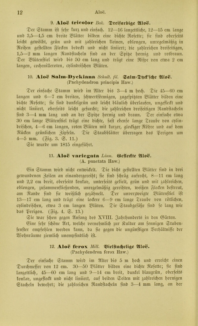 9. Aloe tricolor Bah. ©vcifnvtiigc $Uoe. ©er ©tamm ift fel;r furz unb einfad). 12—16 lanzetflicf)e, 12—15 cm lange itnb 3,5—4,5 cm breite ^Blätter bilbcit eine bid)te Dtofette; fic finb oberfeitb lcid)t gewölbt, grün unb mit Zßhlreidfen fleinen, oblongen, unregelmäßig in 9icil)cit geftellten Rieden bebedt unb nid)t liniiert; bie ^af)lreid)en breifeitigen, 1,5—2 mm langen 91anbftad)eln finb an ber ©pitje l)ornig unb rotbraun, ©er SBlütenftiel toirb bib 50 cm lang unb trägt eine 9tifpe oon ettoa 2 cm langen, codjenilleroten, cplinbrifdjen SBlüten. 10. Aloe Salm-l>yckiaiia Schult, fü. ©rtlm^tjcffchc $(loe. (Pachydendron principis Haw.) ©er einfadje ©tamm toirb im Sllter bib 3—4 m i)od). ©ie 45—60 cm langen unb 6—7 cm breiten, fdßoertförmigen, ^itgefpißten ^Blätter bilben eine bid)te dtofette; fie finb bunfelgrün unb leicht bläulich überlaufen, nngefledt unb nid)t liniiert, oberfeitb leicf>t gefurdjt; bie ga^lreid^en breifeitigen Dtanbftadfeln finb 3—4 mm lang unb an ber ©fuße ^ornig unb braun, ©er einfache ettoa 30 cm lange SBliitenftiel trägt eine bid)te, faft ebenfo lange Xraube oon ct>lin= brifdfen, 4—6 cm langen, roten ißlüten mit furjer, glodiger dtöhre unb auf bem Ütitden grünlichen 3ipfeln. ©ie ©taubblätter überragen bab gerigolt um 4—5 mm. ($ig. 3. ©. 11.) ©ie toitrbe um 1815 eingeführt. 13. Aloe variegata Linn. (Bcflctftc 2lloe. (A. punctata Haw.) (Sin ©tamm toirb nid)t enüoidelt. ©ie bid)t geftellten ^Blätter finb in brei getomtbenen 3 eilen an einanbergereiht; fie finb fd)räg aufred)t, 8—11 cm lang unb 2,2 cm breit, oberfeit^ fonfao, unterfeitb gedielt, grün unb mit zahlreichen, oblongen, z^fammenfließenben, unregelmäßig gereihten, toeißen Rieden beftreut, am Otanbe finb fie toeißlicb gejähnelt. ©er unoerztoeigte iBIiitenftiel ift 13—17 cm lang unb trägt eine lodere 6—9 cm lauge Traube oon rötlichen, cplinbrißhen, ettoa 3 cm langen ^Blüten, ©ie ©taubgefäße finb fo lang tote bab gerigolt. (gig. 4. ©. 13.) ©ie toar fd)on gegen Einfang beb XVIII. Sahrtmubertö in ben ©ärten. (Sine fehr fd)öne 9lrt, toeld)e oornebmlid) $ux Kultur am foitnigen ©tubern fenfter empfohlen toerben !ann, ba fic gegen bie ungünftigen SSerhältniffe ber SBohnräitme ziemlich unempfinblich ift. 12. Aloe ferox Mül. s4liclftnfl)cligc 3(loe. (Pachydendron ferox Haw.) ©er einfache ©tamm toirb im 9lltcr bib 5 m hC(h unb erreicht einen ©urdpucffcr oon 12 cm. 30—50 SBlätter bilben eine bid)tc Oiofette; fie finb lanzettlid), 45—60 cm lang unb 9—14 cm breit, bunfel blaugrün, oberfeitb t'onfao, nngefledt unb nicht liniiert, auf bcibcn ©eiten mit zahlreichen hornigen ©tad)cln bctoehvt; bie zah^re^cn 9iaubftad)cln finb 3—4 mm lang, an ber