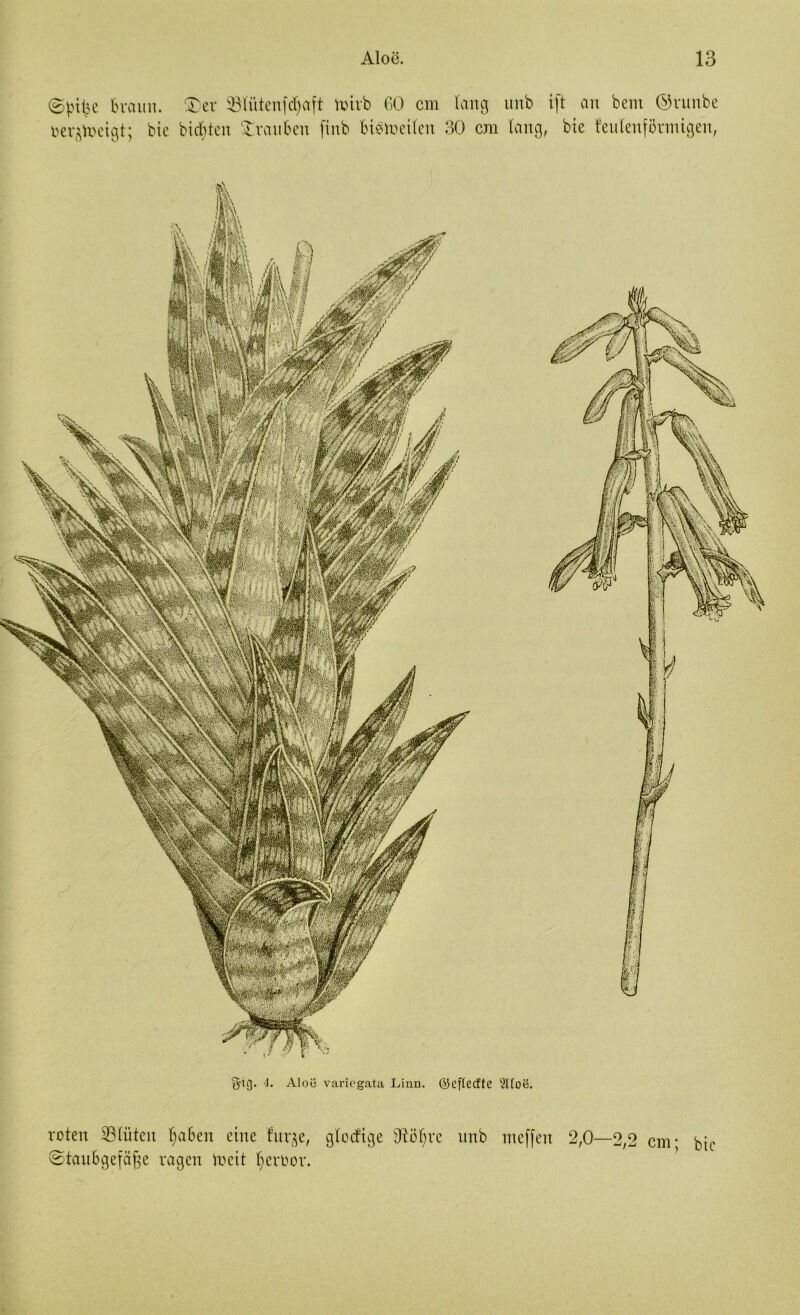©püje braun. $>er 5ötüterifrf;aft toivb 60 cm lang unb ift an bem ©runbe toerfctoetgt; bte bitten Trauben (inb biStoeilen 30 cm lang, bte feulenförmigen, gig. 4. Aloe variegata Linn. ©eflecfte ?Itoe. roten SBlüten fyaben eine fur^e, glecftge 9töf;ve unb meffen 2,0—2,2 cm* btc Staubgefäße vagen toeit ßeroov.
