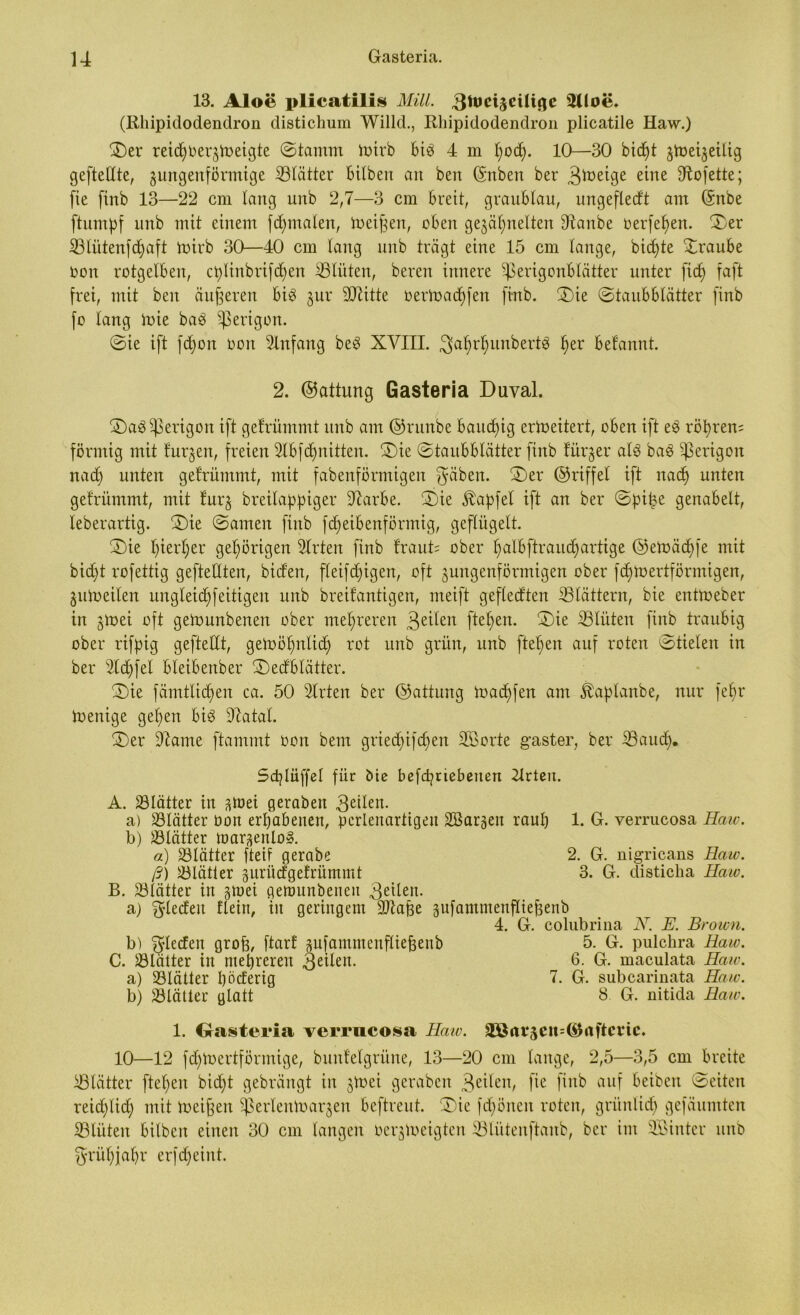 13. Aloe plicatilis Mill. gtocijcUifle 3Uoe. (Rhipidodendron distichum Willd., Rhipidodendron plicatile Haw.) ©er reidpberjtoeigte ©tamm tnirb bi3 4 m pocp. 10—30 bicpt jtoeijeilig geftellte, jungenförmige ©lätter bilben an ben ©nben ber B^e^9e eine 3^ofette; fie ftnb 13—22 cm lang unb 2,7—3 cm breit, graublau, ungefledt am (Snbe ftumpf unb mit einem fcpmalen, meinen, oben gejäpnelten Staube oerfepett. ©er ©tütenfcpaft toirb 30—40 cm lang unb trägt eine 15 cm lange, bicpte ©raube Don rotgelben, ct>linbrifc^en ©litten, bereit innere ^erigonblätter unter fiep faft frei, mit ben äußeren bi$ jur ©litte bertoacpfen ftnb. ©ie ©taubblätter finb fo lang luie baö ^ßerigon. ©ie ift fdpon ooit Slnfang be3 XVIII. ^äprpunbertg per befannt. 2. ©attung Gasteria Duval. ©aderigen ift getrümmt unb am ©runbe bauchig erweitert, oben ift e3 röhren? förmig mit furjen, freien Slbfcpnitten. ©ie ©taubblätter ftnb fürjer alä baS gerigolt nad) unten getrümmt, mit fabenförmtgen $äben. ©er ©riffet ift nacp unten getrümmt, mit furj breilappiger ©arbe. ©ie Zapfet ift an ber ©pipe genabelt, leberartig, ©ie ©amen finb fbpeibenförmig, geflügelt. ©ie pierper gehörigen Slrten finb traut; ober palbftraucpartige ©etoäcpfe mit bicpt rofettig gefteUten, biden, fleifcpigen, oft jungenförmigen ober fcptoertförmigen, jutoeilen ungleicpfeitigen unb breitantigen, meift gefledten ©tättern, bie entroeber in jroei oft getounbenen ober mehreren 3e^en fiepen. ©ie ©litten finb traubig ober rifpig geftedt, getoöpnlidp rot unb grün, unb ftepen auf roten ©tielen in ber ©öpfel bleibenber ©edblätter. ©ie fämtlicpen ca. 50 ©rten ber ©attung toadpfen am Äaplanbe, nur fepr toenige gepen bi$ ©atal. ©er ©ante ftammt oon bem griedpifcpen SB orte gaster, ber ©aucp. Scplüffel für bie befcpriebeuen Zlrteit. A. ©lätter in Vöei geraben 3ttlen. a) ©lätter bon erpabenen, perlenartigen Sßarjen raup 1. G. verrucosa Haie. b) ©lütter marjeitlo*. a) ©lütter fteif gerabe 2. G. nigricans Haw. ß) ©lütter juriidtgefrümmt 3. G. clisticba Haw. B. ©lütter in jtoet gemunbeneu 3eileit- a) Rieden flein, tu geringem iOtape jufantmenfliepenb 4. G. colubrina N. E. Brown. b) fjleden grofe, ftarf jufammenfliefeenb 5. G. pulchra Haw. C. ©lütter itt nteprerett 3eden. 6. G. maculata Haw. a) ©lütter pödeng 7. G. subcarinata Haw. b) ©lütter glatt 8 G. nitida Iiaw. 1. Gasteria verrucosa Haw. Sönvjcn^nftcvtc. 10—12 fdptoertförmige, bunteigrüne, 13—20 cm lange, 2,5—3,5 cm breite ©lütter ftepen bidpt gebrängt in jtnei geraben 3eilen, fic aut Reiben ©eiten reicplicp mit toeifjen ^ertentoarjen beftreut. ©ie fcpöiteu roten, grünlicp gefäumten ©tüten bilben einen 30 cm langen oerjtoeigtcn ©littenftanb, ber im SBinter unb grüpjapr erfdjeint.
