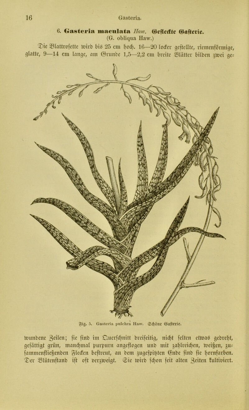 6. Gasteria inacnlata Haw. (Öcflccftc Gtaftevie. (G. obliqua Haw.) ®te Sölattrofctte toirb big 25 cm fyod). 16—20 lotfer gefteilte, riemenförmige, glatte, 9—14 cm lange, am ©runbe 1,5—2,2 cm breite ^Blätter Silben ^toei ge= % 5ig. 5. Gasteria pulchra Haw. ©djöite ©afterie. tounbene 3e^eni fie finb im Dnerfdmitt breifeitig, nidft feiten ettoag gebref)t, gefättigt grün, manchmal purpurn angeflogen nnb mit jatylreidjeit, meinen, 311= fammenflie§enben Rieden beftrent, an bem jngefpibten ©nbe finb fie bornfarben. $)er 33(ütenftanb ift oft oer^ineigt. 0ie toirb fd)on feit alten 3citen tnltioiert.