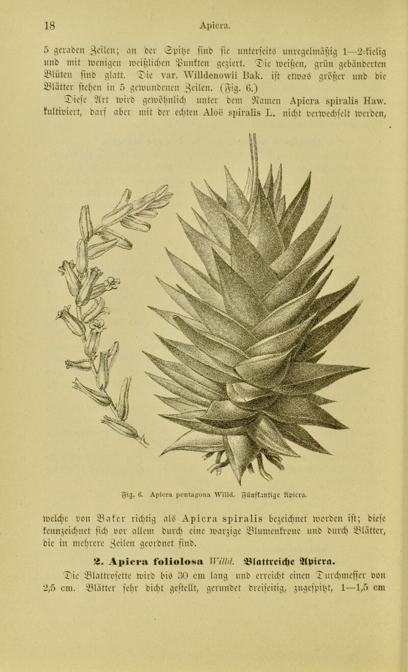 5 gerabett feilen; au her ©püje finb [ic nnterfeitb unregelmäßig 1—2;fielig imb mit Wenigen iueipdfen fünften gegiert. Tie beiden, gviin gebänbcrten ©litten finb glatt. Tie var. Willdenowii Bak. ift etmaö größer unb bic ©Kitter fielen in 5 gcUnmbeuen feilen, ($ig. G.) .Tiefe 2lrt iuirb getoölptlid) unter bent sJcamcn Apicra spiralis Haw. Mtiüiert, barf aber mit ber echten Aloe sjiiralis L. nidd rermedpelt toerben, g-ig. G. Apicra pentagona Willd. giinffantige apicra. melcbc Don ©ater richtig alb Apicra spiralis begeidmet h)erben ift; biefc fenngeidpiet fid; üor allem bnrd) eine margige ©lumenfronc unb bnrd) ©Kitter, bie in mehrere Seilen georbnet finb. 2. Apicra foliolosa Willd. ©lattreidfc SHpicrct. Tie ©lattrofettc tuirb bib 30 cm lang unb erreicht einen Turdfmeffer boit 2,5 cm. ©Kitter fel;r bidd geftellt, gerunbet breifeitig, gugefpipt, 1—1,5 cm