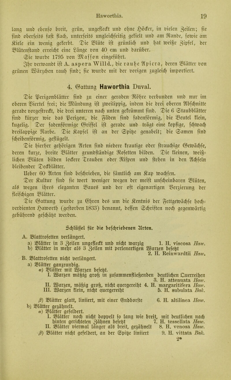 lang unb ebertfo breit, grün, nngefferft nnb opite §ötfer, in rüden geilen; [ie finb oberfeitä faft fladp, unterfeitS ungleid)feitig gedelt nnb am 9tanbc, fomie ant $iele ein menig gelerbt. ©ic SBlüte ift gri'mlid) nnb pat meifje gipfel, ber Blütcnftanb erreidft eine Sänge bon 40 cm nnb bariiber. ©ic inurbe 1795 toon 9ttaffon eingefüprt. 3pr berioaubt ift A. aspera Willd., bie ra u p e 9fpicra, beren Blätter ton grünen BBärgdpeit raup fiitb; fie mürbe mit ber vorigen juglcid) importiert. 4. ©attung Haworthia Duval. ©ie Sßerigonblätter finb jn einer geraben dtöpre Derb unb en unb nur im oberen Viertel frei; bie 3D7ünbitrtg ift gmeilippig, inbetn bie brei oberen 9lbfd>nitte gcrabc borgeftredt, bie brei unteren na cf) unten gcfrümntt finb. ©ie 6 (Staubblätter finb fürder mie ba$ gerigolt, bie $äben finb fabenförntig, bie äßeittel dein, fugelig. ©er fabenförmige ©riffel ift gerabc unb trägt eine fopfige, fdfmacp breilappige 9iarbc. ©ie Zapfet ift an ber Spitze genabelt; bie ©amen finb fepeibenförmig, geflügelt. ©ie pierper gepörigen drten finb niebere frautige ober ftraud)ige ©emädpfe, beren fur^e, breite Blätter grunbftänbige dtofetten bifben. ©ie deinen, mei§= fiepen Blüten bifben fod'ere ©rauben ober Bifpen unb ftepen in ben Bcpfeln bleibenber ©edblätter. lieber 60 Wirten finb befeprieben, bie fämtlidp am Jbap madjfen. ©er Kultur finb fie inert Weniger megeit ber meift itnfcpeinbaren SBlüten, at3 megen ipreö efeganten Bauest unb ber oft eigenartigen Ber^ieutug ber ffeifepigen SBlätter. ©ic ©attung mürbe 31t (Spreu beö um bie Jtentni3 ber $ettgemäd)fe pocp= oerbienten fSamortp (geftorben 1833) benannt, beffen ©epriften noep gegenmärtig gebüprenb gefepäpt merben. Scplüffel für bie befepriebenen 2lrten. A. Blattrofetten berlängert. a) Blätter in 3 gälen ungeffedt unb niept markig 1. H. viscosa Haiv. b) Blätter in ntepr al§ 3 feilen mit perlenartigen 2öar*en befept 2. H. Reinwardtii Haw. B. Blattrofetten niept berlängert. a) 231ätter gangranbig. «) SBfätter mit Margen befept. I. SBar^en mäptg grop in pfammenfliepenben beuttiepen Ouerreipeit 3. H. attenuata Haw. II. SBargen, mäpig grop, niept quergereipt 4. H. margaritifera Haw. III. SBar^en ffein, niept quergereipt 5. H. subulata Bai-. ß) Blätter glatt, limiert, mit einer ©nbborfte 6. H. altilinea Haw. b) Blätter gegäljnelt. «) Blätter gefefbert. I. Blätter noep niept hoppelt fo lang mie breit, mit beutlicpen uad) pinten geriepteten gäpiten befept 7. H. tessellata Haw. II. Blätter biermal länger al§ breit, ge^ipnelt 8. H. venosa Haw. ■ß) Blätter nid)t gefelbert, an ber ©pipe liniiert 9. H. vittata Bak. 2*