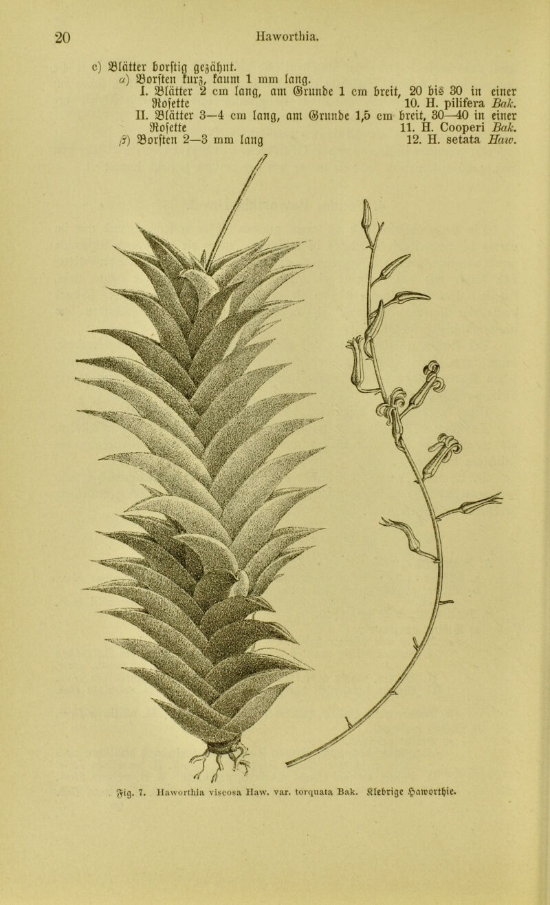 c) SÖIätter borftig gcgäfjnt. a) Söorften furg, fannt 1 mm lang. I. Sötätter 2 cm lang, am ©runbe 1 cm breit. 20 bi§ 30 in einer Dtofette 10. H. pilifera Bak. II. 23tcittcr 3—4 cm lang, am ©ritnbe 1,5 cm breit, 30—40 in einer Sftofette 11. H. Cooperi Bak. ß) Söorften 2—3 mm lang 12. H. setata Haio. ftig. 7. Haworthia viscosa Haw. var. torquata Bak. klebrige £uihm-tfjie. W: w 'lis