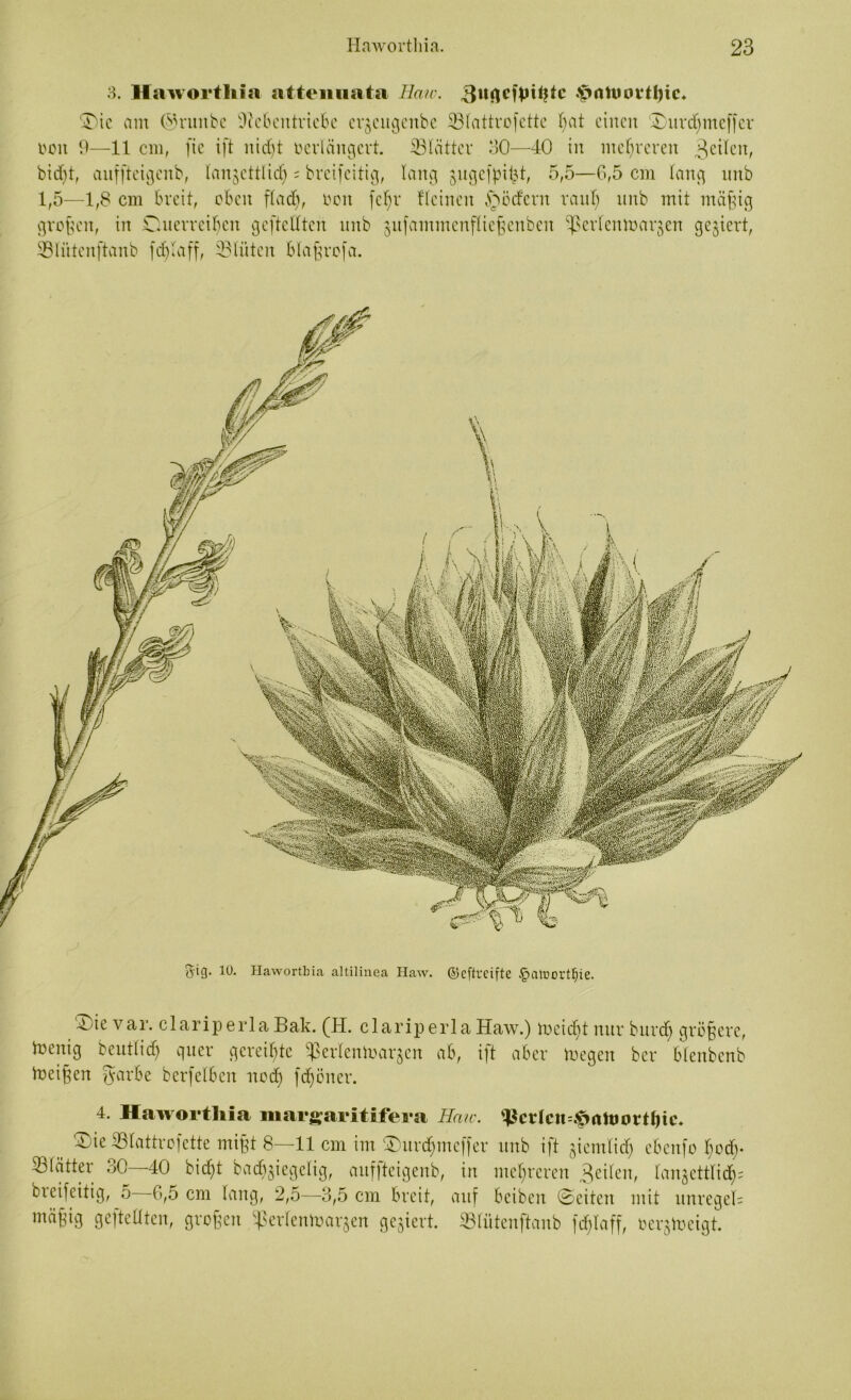 3. Hawortliia atteiiuata Haiv. *prttuot*tl)ic* ©)ic am ©ruitbe ©ebentriebe crgcugenbc ©lattrofette Bat einen ©mrdpneffcr ocit 9—11 cm, fie ift nidjt verlängert. ^Blätter 30—40 in mehreren 3eilen, bidjt, aufftcigertb, langettlidj = breifeitig, lang jugefpifst, 5,5—6,5 cm lang unb 1,5—1,8 cm breit, oben flad), oon fcfjr Keinen Dörfern raul) nnb mit mäßig großen, in Onevvcibcn geftedten nnb ^ufammenfließenben ©crlcnmar^en gegiert, SBIütenftanb fdjlaff, ©litten blaßrofa. gif). 1U. Hawortbia altilinea Haw. ©eftreifte §alDortf)ie. ^ ie var. clariperla Bak. (H. clariperla Haw.) meidet nur bitvef) größere, tnenig beutlid) quer gereifte Sßerlentoarjen ab, ift aber toegen ber Blenbenb toeißen ^arbe berfelben ued) fdjöner. 4. Hawortliia inargaritifera Haie. ^crlcit=#niti0rtf)ic. SDie ©lattrofette mißt 8—11 cm im ©urdpneffer unb ift $icmlid) ebenfo l;od). ©(ätter oO 40 bicf)t bacb^icgclig, anf|teigenb, in mehreren 3ci^en, tanflettlidjs breifeitig, 5 6,5 cm lang, 2,5—3,5 cm breit, auf beiben ©eiten mit unregeB mä^ig geftedten, großen ©erlentoarjen gegiert, ©lütenftanb fddaff, oerjtoeigt.