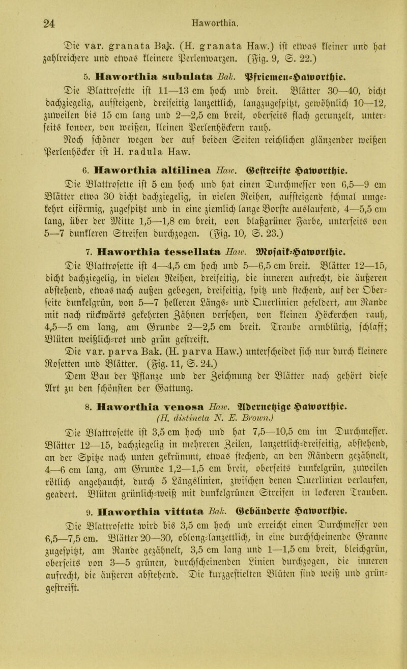 £)ie var. granata Bajc. (H. granata Haw.) ift etluab Keiner unb dat ^adlreidjere unb ettuab Heinere ^evleniuarjen. (gig. 9, ©. 22.) 5. Haworthia snbulata Bak. ^frtcmcusf»atuort^ic. $)ie SÖIattrofette tft 11—13 cm f)od) unb breit, glätter 30—40, bidjt barf^iegelig, auffteigenb, breifeitig lanjetttidd, langjugefpifct, getoödntid) 10—12, gutoeiten biö 15 cm lang unb 2—2,5 cm breit, oberfeitS ftarf) gerunzelt, unter; feitb feurer, ron treiben, Heilten Feriendörfern rattl). £Rod) frfjöner iuegen ber auf beiben ©eiten reirf)lirf>en glän^cnber toeißeu Feriendörfer ift H. radula Haw. 6. Haworthia altilinea Haie, ©eftreifte ^mtoovtfHc. 3)ie ©lattrofette ift 5 cm t)rd) unb dat einen £)urddmeffer ron 6,5—9 cm ©tätter et Ina 30 bid)t barf)$iegelig, in rieten beiden, auffteigenb fdbmal umge; fedrt eiförmig, gugefpifct unb in eine ^entlief; lange SBorfte auSlaufenb, 4—5,5 cm lang, über ber «Diitte 1,5—1,8 cm breit, rrn blaßgrüner $arbe, unterfeit# reit 5—7 bunfleren ©treifen burrf^ogen. ($ig. 10, ©. 23.) 7. Haworthia tessellata Haiv. 91iofaif=^MftJortIjte* £>ie ©lattrofette ift 4—4,5 cm drd) unb 5—6,5 cm breit. ©lütter 12—15, biddt bacdjiegelig, in rieten beiden, breifeitig, bie inneren aufredjt, bie äußeren abftedenb, ettraSuad) außen gebogen, breifeitig, fpifc unb ftecdenb, auf ber Ober; feite bitnfelgrün, ron 5—7 deHeren £äng#; unb Duertinien gefetbert, am 9tanbe mit nad) rürftoärt# getedrten 3üdnen rerfeden, ron Heinen §örferd)en raut), 4.5— 5 cm lang, am ©runbe 2—2,5 cm breit. Straube armblütig, fdjtaff; ©lüten toeißtidd=rot unb grün geftreift. ©)ie var. parva Bak. (H. parva Haw.) unterfdjeibet fiel) nur burrf) Heinere Sftofetten unb ©lütter. (§ig. 11, ©. 24.) SDent ©au ber FPartSe unb ber 3dd)mmg ber ^Blätter narf) gehört biefe 3trt 51t ben fd)önften ber ©attung. 8. Haworthia venosa Haw. 3lbctttctjigc (H. distineta N. E. Brown.) ®ie ©lattrofette ift 3,5 cm drd) unb dat 7,5—10,5 cm im SDurdjmcffcr. «Blätter 12—15, bacC^tcgelig in medreren £tiknr tanjettlidd=breifeitig, abftedenb, an ber ©pit^e narf) unten gefrümmt, ettoa# ftecdenb, an ben ©üubern gejädnelt, 4—6 cm lang, am ©runbe 1,2—1,5 cm breit, oberfeit# bunfelgrün, autoeilen rötlirf) angedauedt, burrf) 5 2äng#linien, atoifdden benen Ouerlinien rerlaufen, geabert. «Blüten grünlidj^toeiß mit bunteigrünen ©treifen in lotteren Trauben. 9. Haworthia vittata Bak. ©cbäitbcrte £atoorttnc* £)ie ©lattrofette toirb bi# 3,5 cm t)rrf) unb erreicht einen ©)urd)meffer ron 6.5— 7,5 cm. «Blätter 20—30, oblongrfan^ettlicd, in eine burddfd)cincnbc ©ranne jugefpidt, am «Raube gcjädnett, 3,5 cm lang unb 1—1,5 cm breit, bleicbgrüu, oberfeit# ron 3—5 grünen, burrf)frf)einenbcn Sinien burrf)$ogen, bie inneren aufrerf)t, bie äußeren abftedenb. ©>ic turjgcftielten ©litten finb toeiß unb grün: geftreift.