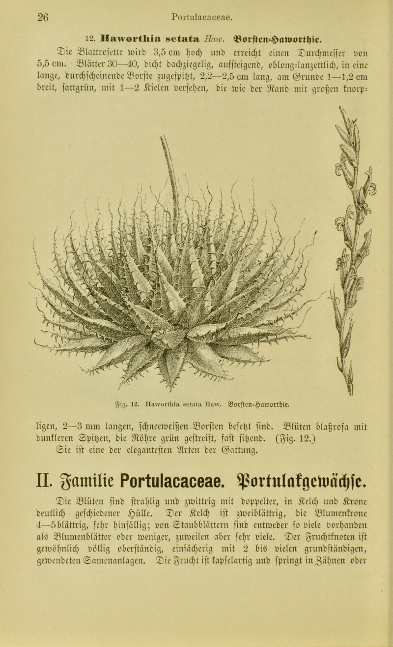 12. Hawortliia setata Haw. 93orftcn=.£mtt)ortl)ic. Sie SBlattrofette imrb 3,5 cm t)od) itnb erreicht einen Sitrdjmefjcr oon 5,5 cm. SBlätter 30—40, bid)t bad)$iegelig, anfiteigenb, oBlongdanjettlicf), in eine lange, burd)fd>einenbe SBorfte jugej^t, 2,2—2,5 cm lang, am ©ruitbe 1—1,2 cm breit, fattgrün, mit 1—2 fielen oerfef)cn, bie toie ber iftanb mit großen tnorp= ^ig. 12. Haworthia setata Haw. S3crfteri'§atr)ort^ie. ligen, 2—3 mm langen, fdjneetoeißen Sorften Befet^t finb. iBlüten Bta^rofa mit bunfleren Spieen, bie 3töt)re grün geftreift, faft ftl^enb. (gig. 12.) Sie ift eine ber elcgantcften 2lrtcn ber ©attung. II. gamilie Portulacaceae. Sßortttfafgetoätfjfe. Sic Blüten finb ftraljlig nnb knittrig mit bereiter, in Md) itnb Ärone beutlicf) geriebener §üde. Ser Md) ift jlociBtättrig, bie iölumenfrone 4—5Blättrig, fet)r hinfällig; oon StauBBlättern finb enttoeber fo oiele oor^anben alö ^Blumenblätter ober toeniger, jutocilen aber fefjr oiele. Ser grudjtfnoten ift gemö^nlid) rollig oBerftänbig, einfädferig mit 2 Biö rieten grnnbftänbigen, getoenbeten Samenanlagen. Sie gruc^t ift fapfelartig nnb fpringt in 3äf)ncn ober