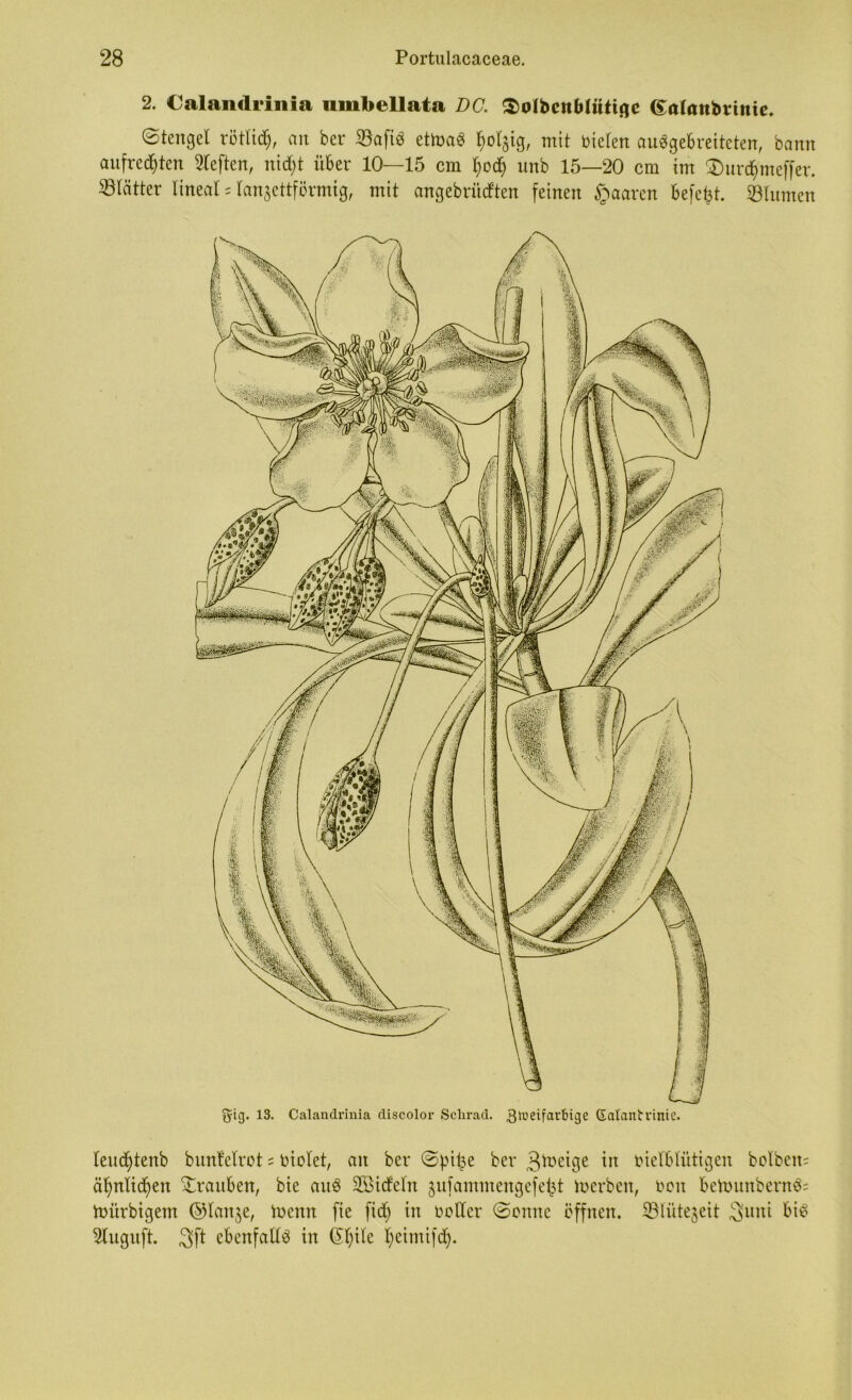 2. «Calan<1 rinia umbellata DC. $oIbcnMwtiac (Salöttbrittie. ©tenget rötlich, an ber ©afiö ettoaS ^oC§ig, mit bieten auSgebreiteten, bann aufrechten heften, nicht über 10—15 cm hoch unb 15—20 cm im £)ur<hmeffer. Blätter tineat = lanzettförmig, mit angebrücften feinen paaren befet^t. ©turnen m-13. Calandriuia discolor Sclirad. 3tueifart>iS]e Galantrinic. teuchtenb bunfetrot = biotet, an ber ©bi^e ber ^toeige in bietbtütigen bolbeit; ähnlichen Trauben, bie auö Söidetn ^ufammengefeht Serben, beit betbunbern3= itmrbigem ©tanje, ibenit fie fid; in bellcr ©ernte offnen, ©tütejeit 3uni bis 2(uguft. $ft ebenfalls in (khite heimifd).