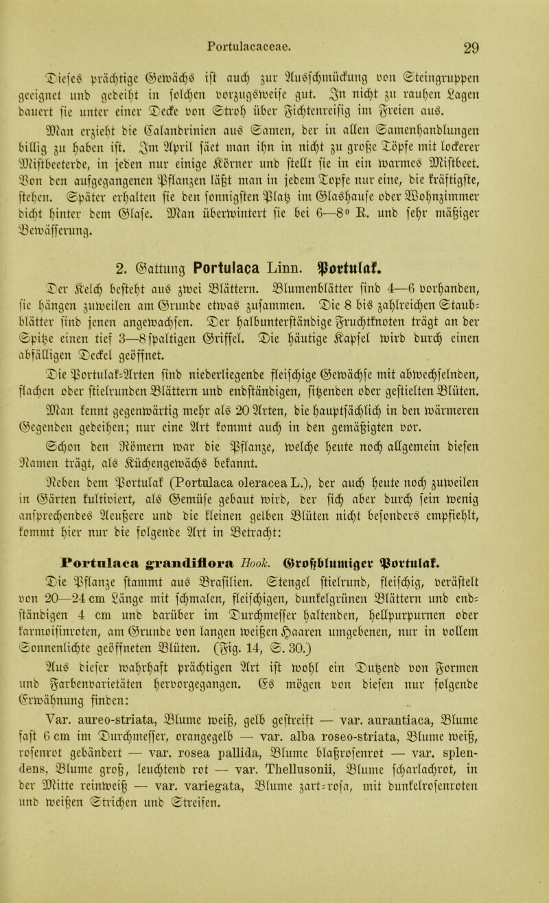 Tiefet prächtige ©etoädpS ift au cf) 3 uv 2lu6fdjmüdung von ©teingruppen geeignet unb gebeizt in folgen oor$ug8ft>eife gut. 3n niept 51t rauben Sagen bauert fie unter einer Tede oon ©trop über gidptenreifig im freien au$. 3ftan ergebt bie ©alanbrinien aitä ©amen, ber in affen ©amenpanblungen billig 51t fjaben ift. 3m Slpril fäet man if)n in niept 511 große Töpfe mit foeferer ilftifibeeterbe, in jeben nur einige Körner unb ftefft fie in ein toarnteS ÜRiftbeet. ißon ben aufgegangenen i$ flanken laßt man in jebem Topfe nur eine, bie fräftigfte, ftcf)cn. ©pätev erhalten fie ben fonnigften ißlafc im ©ladpaufe ober Töopn^immer bidpt hinter bem ©lafe. 3Dcan überwintert fie bei 6—8° E. unb fepr mäßiger iBetoäfferung. 2. Gattung Portulaca Linn. SPotttttof* Ter fö'eldp beftept and §Wei blättern. ^Blumenblätter finb 4—6 oorpanben, fie bangen jumeifen am ©runbe ctmaö jufammen. Tie 8 bi$ §a^Ireid>en ©taub= blätter finb jenen angetoaepfen. Ter balbunterftänbige grueptfnoten trägt an ber ©piße einen tief 3—8fpaltigen ©riffel. Tie ^äutige Zapfet Wirb burdp einen abfälligen Tedel geöffnet. Tie 5)3ortulaf:2lrten finb nieberfiegenbe ffeifc^ige <53eWäc^fe mit abtoecpfelnben, fladpen ober ftiefrunben iBlättern unb enbftänbigen, ftßenben ober geftielten iBlüten. ÜRan fennt gegenwärtig mehr alö 20 2lrten, bie pauptfäcplidß in ben toärmeren ©egenben gebeipen; nur eine 2lrt fommt auef) in ben gemäßigten oor. ©epon ben -Römern toar bie ißflanje, Welche peute nodp allgemein biefen tarnen trägt, als ^üdpengetoäcpS befannt. Dieben bem ißortulaf (Portulaca oleracea L.), ber aud) peute nod) §utoeilen in ©ärten fultioiert, alb ©emüfe gebaut Wirb, ber fidp aber burep fein toenig anfprecpenbeS Sleußere unb bie fleinen gelben iBlüten niept befonberS empfiehlt, fommt pier nur bie folgenbe 2frt in iBetracpt: Portulaca grandiflora Hook. Großblumiger iportuluf. Tie i)3 flanke ftammt auS iBraftlien. ©tengel ftielrunb, fleifdpig, oeräftelt oon 20—24 cm Sänge mit fdpmalen, fleifcpigen, bitnfelgrünen iBlättern unb enb= ftänbigen 4 cm unb barüber im Turdjuteffer paltenben, pellpurpurnen ober f'armoifinroten, am ©ritnbe oon langen toeißen paaren umgebenen, nur in oollem ©onnenlicpte geöffneten iBlüten. (gig. 14, ©. 30.) 2luS biefer Waprpaft prächtigen 2lrt ift Wopl ein Tußenb oon formen unb garbenoarietäten peroorgegangen. ©S mögen oon biefen nur folgenbe ©rtoäpnung finben: Var. aureo-striata, iBlume Weiß, gelb geftreift — var. aurantiaca, iBlume faßt 6 cm im Turcpmeffer, orangegelb — var. alba roseo-striata, iBlume Weiß, rofenrot gebänbert — var. rosea pallida, iBlume blaßrofenrot — var. splen- dens, iBlume groß, leueptenb rot — var. Thellusonii, iBlume fcparladprot, in ber -Dritte reinWeiß — var. variegata, iBlume jartsrofa, mit bunfelrofenroten unb Meißen ©triepen unb ©treifen.